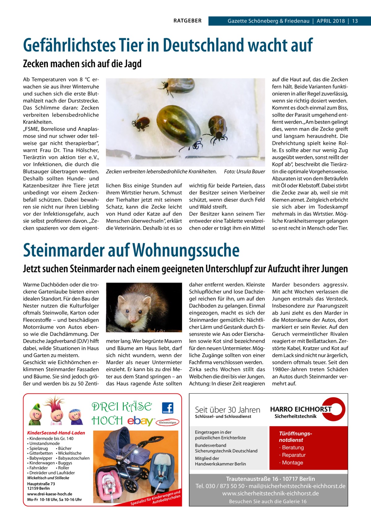 RATGEBER  Gazette Schöneberg & Friedenau  |  April 2018  |  13  Gefährlichstes Tier in Deutschland wacht auf Zecken machen sich auf die Jagd Ab Temperaturen von 8  °C erwachen sie aus ihrer Winterruhe und suchen sich die erste Blutmahlzeit nach der Durststrecke. Das Schlimme daran: Zecken verbreiten lebensbedrohliche Krankheiten. „FSME, Borreliose und Anaplasmose sind nur schwer oder teilweise gar nicht therapierbar“, warnt Frau Dr.  Tina Hölscher, Tierärztin von aktion tier e. V., vor Infektionen, die durch die Blutsauger übertragen werden. Deshalb sollten Hunde- und Katzenbesitzer ihre Tiere jetzt unbedingt vor einem Zeckenbefall schützen. Dabei bewahren sie nicht nur ihren Liebling vor der Infektionsgefahr, auch sie selbst profitieren davon. „Zecken spazieren vor dem eigent Zecken verbreiten lebensbedrohliche Krankheiten. � Foto: Ursula Bauer lichen Biss einige Stunden auf ihrem Wirtstier herum. Schmust der Tierhalter jetzt mit seinem Schatz, kann die Zecke leicht von Hund oder Katze auf den Menschen überwechseln“, erklärt die Veterinärin. Deshalb ist es so  wichtig für beide Parteien, dass der Besitzer seinen Vierbeiner schützt, wenn dieser durch Feld und Wald streift. Der Besitzer kann seinem Tier entweder eine Tablette verabreichen oder er trägt ihm ein Mittel  auf die Haut auf, das die Zecken fern hält. Beide Varianten funktionieren in aller Regel zuverlässig, wenn sie richtig dosiert werden. Kommt es doch einmal zum Biss, sollte der Parasit umgehend entfernt werden. „Am besten gelingt dies, wenn man die Zecke greift und langsam herausdreht. Die Drehrichtung spielt keine Rolle. Es sollte aber nur wenig Zug ausgeübt werden, sonst reißt der Kopf ab“, beschreibt die Tierärztin die optimale Vorgehensweise. Abzuraten ist von dem Beträufeln mit Öl oder Klebstoff. Dabei stirbt die Zecke zwar ab, weil sie mit Kiemen atmet. Zeitgleich erbricht sie sich aber im Todeskampf mehrmals in das Wirtstier. Mögliche Krankheitserreger gelangen so erst recht in Mensch oder Tier.  Steinmarder auf Wohnungssuche Jetzt suchen Steinmarder nach einem geeigneten Unterschlupf zur Aufzucht ihrer Jungen Warme Dachböden oder die trockene Gartenlaube bieten einen idealen Standort. Für den Bau der Nester nutzen die Kulturfolger oftmals Steinwolle, Karton oder Fleecestoffe – und beschädigen Motorräume von Autos ebenso wie die Dachdämmung. Der Deutsche Jagdverband (DJV) hilft dabei, wilde Situationen in Haus und Garten zu meistern. Geschickt wie Eichhörnchen erklimmen Steinmarder Fassaden und Bäume. Sie sind jedoch größer und werden bis zu 50 Zenti meter lang. Wer begrünte Mauern und Bäume am Haus liebt, darf sich nicht wundern, wenn der Marder als neuer Untermieter einzieht. Er kann bis zu drei Meter aus dem Stand springen – an das Haus ragende Äste sollten  DREI KÄSE HOCH • Kindermode bis Gr. 140 • Umstandsmode • Spielzeug • Bücher • Gitterbetten • Wickeltische • Babywipper • Babyautoschalen • Kinderwagen • Buggys • Fahrräder • Roller • Dreiräder und Laufräder  Schlüssel- und Schlossdienst  Bundesverband Sicherungstechnik Deutschland Mitglied der Handwerkskammer Berlin  n und wage n inder byschale K r fü a list Autob Spezia  Marder besonders aggressiv. Mit acht Wochen verlassen die Jungen erstmals das Versteck. Insbesondere zur Paarungszeit ab Juni zieht es den Marder in die Motorräume der Autos, dort markiert er sein Revier. Auf den Geruch vermeintlicher Rivalen reagiert er mit Beißattacken. Zerstörte Kabel, Kratzer und Kot auf dem Lack sind nicht nur ärgerlich, sondern oftmals teuer. Seit den 1980er-Jahren treten Schäden an Autos durch Steinmarder vermehrt auf.  Seit über 30 Jahren Eingetragen in der polizeilichen Errichterliste  KinderSecond-Hand-Laden  Wickeltisch und Stillecke Hauptstraße 73 12159 Berlin www.drei-kaese-hoch.de Mo-Fr 10-18 Uhr, Sa 10-16 Uhr  daher entfernt werden. Kleinste Schlupflöcher und lose Dachziegel reichen für ihn, um auf den Dachboden zu gelangen. Einmal eingezogen, macht es sich der Steinmarder gemütlich: Nächtlicher Lärm und Gestank durch Essensreste wie Aas oder Eierschalen sowie Kot sind bezeichnend für den neuen Untermieter. Mögliche Zugänge sollten von einer Fachfirma verschlossen werden. Zirka sechs Wochen stillt das Weibchen die drei bis vier Jungen. Achtung: In dieser Zeit reagieren  Türöffnungsnotdienst · Beratung · Reparatur · Montage  Trautenaustraße 16 · 10717 Berlin Tel. 030 / 873 50 50 · mail@sicherheitstechnik-eichhorst.de www.sicherheitstechnik-eichhorst.de Besuchen Sie auch die Galerie 16