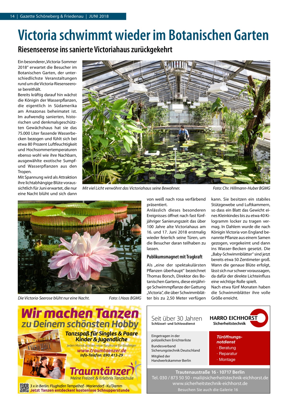 14  |  Gazette Schöneberg & Friedenau  |  Juni 2018  Victoria schwimmt wieder im Botanischen Garten Riesenseerose ins sanierte Victoriahaus zurückgekehrt Ein besonderer „Victoria-Sommer 2018“ erwartet die Besucher im Botanischen Garten, der unterschiedlichste Veranstaltungen rund um die Victoria-Riesenseerose bereithält. Bereits kräftig darauf hin wächst die Königin der Wasserpflanzen, die eigentlich in Südamerika am Amazonas beheimatet ist. Im aufwendig sanierten, historischen und denkmalsgeschützten Gewächshaus hat sie das 75.000 Liter fassende Wasserbecken bezogen und fühlt sich bei etwa 80 Prozent Luftfeuchtigkeit und Hochsommertemperaturen ebenso wohl wie ihre Nachbarn, ausgewählte exotische Sumpfund Wasserpflanzen aus den Tropen. Mit Spannung wird als Attraktion ihre lichtabhängige Blüte voraussichtlich für Juni erwartet, die nur eine Nacht blüht und sich dann  Mit viel Licht verwöhnt das Victoriahaus seine Bewohner.� von weiß nach rosa verfärbend präsentiert. Anlässlich dieses besonderen Ereignisses öffnet nach fast fünfjähriger Sanierungszeit das über 100  Jahre alte Victoriahaus am 16. und 17. Juni 2018 erstmalig wieder feierlich seine Türen, um die Besucher daran teilhaben zu lassen.  Publikumsmagnet mit Tragkraft  Die Victoria-Seerose blüht nur eine Nacht.�  Foto: I.Haas BGMG  Als „eine der spektakulärsten Pflanzen überhaupt“ bezeichnet Thomas Borsch, Direktor des Botanischen Gartens, diese einjährige Schwimmpflanze der Gattung „Victoria“, die über Schwimmblätter bis zu 2,50  Meter verfügen  Foto: Chr. Hillmann-Huber BGMG kann. Sie besitzen ein stabiles Stützgewebe und Luftkammern, so dass ein Blatt das Gewicht eines Kleinkindes bis zu etwa 40 Kilogramm locker zu tragen vermag. In Dahlem wurde die nach Königin Victoria von England benannte Pflanze aus einem Samen gezogen, vorgekeimt und dann ins Wasser-Becken gesetzt. Die „Baby-Schwimmblätter“ sind jetzt bereits etwa 50 Zentimeter groß. Wann die genaue Blüte erfolgt, lässt sich nur schwer voraussagen, da dafür der direkte Lichteinfluss eine wichtige Rolle spielt. Nach etwa fünf Monaten haben die Schwimmblätter ihre volle Größe erreicht.  Seit über 30 Jahren Schlüssel- und Schlossdienst  Eingetragen in der polizeilichen Errichterliste Bundesverband Sicherungstechnik Deutschland Mitglied der Handwerkskammer Berlin  Türöffnungsnotdienst · Beratung · Reparatur · Montage  Trautenaustraße 16 · 10717 Berlin Tel. 030 / 873 50 50 · mail@sicherheitstechnik-eichhorst.de www.sicherheitstechnik-eichhorst.de Besuchen Sie auch die Galerie 16