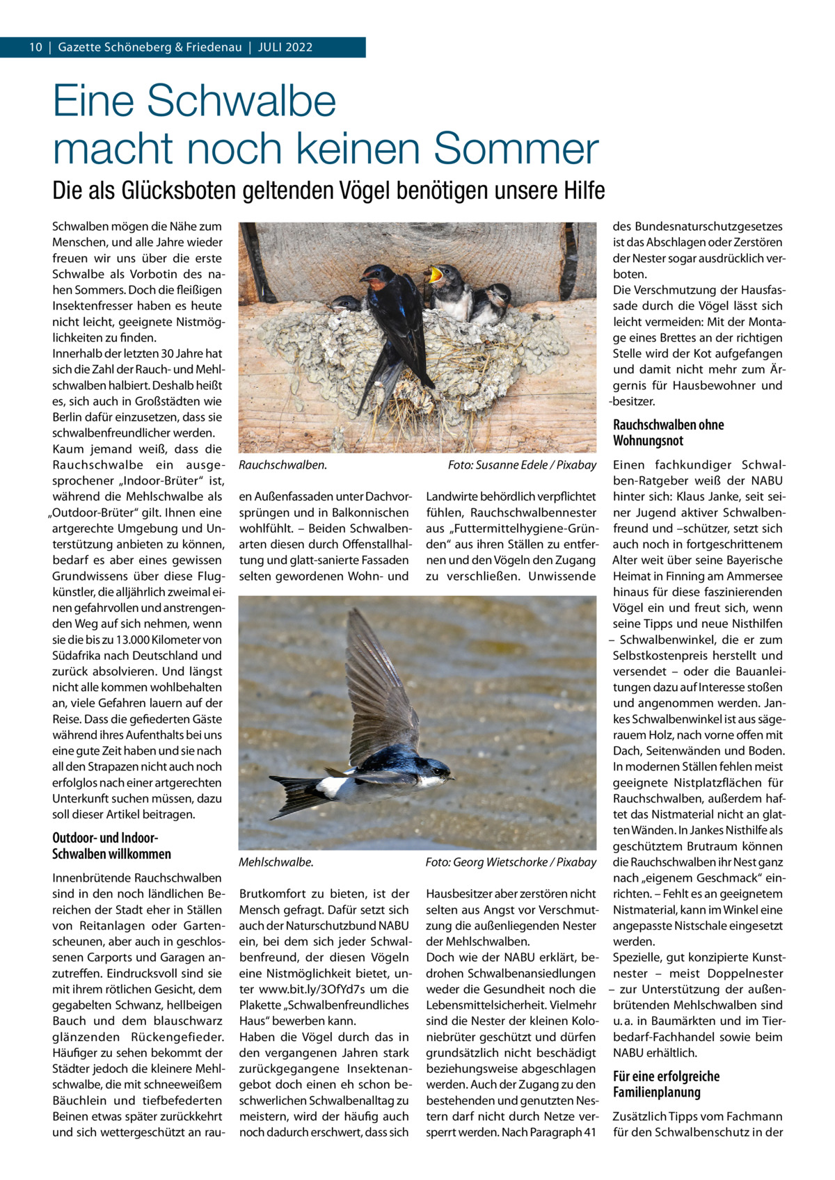 10  |  Gazette Schöneberg & Friedenau  |  Juli 2022  Eine Schwalbe macht noch keinen Sommer Die als Glücksboten geltenden Vögel benötigen unsere Hilfe Schwalben mögen die Nähe zum Menschen, und alle Jahre wieder freuen wir uns über die erste Schwalbe als Vorbotin des nahen Sommers. Doch die fleißigen Insektenfresser haben es heute nicht leicht, geeignete Nistmöglichkeiten zu finden. Innerhalb der letzten 30 Jahre hat sich die Zahl der Rauch- und Mehlschwalben halbiert. Deshalb heißt es, sich auch in Großstädten wie Berlin dafür einzusetzen, dass sie schwalbenfreundlicher werden. Kaum jemand weiß, dass die Rauchschwalbe ein ausgesprochener „Indoor-Brüter“ ist, während die Mehlschwalbe als „Outdoor-Brüter“ gilt. Ihnen eine artgerechte Umgebung und Unterstützung anbieten zu können, bedarf es aber eines gewissen Grundwissens über diese Flugkünstler, die alljährlich zweimal einen gefahrvollen und anstrengenden Weg auf sich nehmen, wenn sie die bis zu 13.000 Kilometer von Südafrika nach Deutschland und zurück absolvieren. Und längst nicht alle kommen wohlbehalten an, viele Gefahren lauern auf der Reise. Dass die gefiederten Gäste während ihres Aufenthalts bei uns eine gute Zeit haben und sie nach all den Strapazen nicht auch noch erfolglos nach einer artgerechten Unterkunft suchen müssen, dazu soll dieser Artikel beitragen.  Outdoor- und IndoorSchwalben willkommen Innenbrütende Rauchschwalben sind in den noch ländlichen Bereichen der Stadt eher in Ställen von Reitanlagen oder Gartenscheunen, aber auch in geschlossenen Carports und Garagen anzutreffen. Eindrucksvoll sind sie mit ihrem rötlichen Gesicht, dem gegabelten Schwanz, hellbeigen Bauch und dem blauschwarz glänzenden Rückengefieder. Häufiger zu sehen bekommt der Städter jedoch die kleinere Mehlschwalbe, die mit schneeweißem Bäuchlein und tiefbefederten Beinen etwas später zurückkehrt und sich wettergeschützt an rau des Bundesnaturschutzgesetzes ist das Abschlagen oder Zerstören der Nester sogar ausdrücklich verboten. Die Verschmutzung der Hausfassade durch die Vögel lässt sich leicht vermeiden: Mit der Montage eines Brettes an der richtigen Stelle wird der Kot aufgefangen und damit nicht mehr zum Ärgernis für Hausbewohner und -besitzer.  Rauchschwalben ohne Wohnungsnot Rauchschwalben.�  Foto: Susanne Edele / Pixabay  en Außenfassaden unter Dachvorsprüngen und in Balkonnischen wohlfühlt. – Beiden Schwalbenarten diesen durch Offenstallhaltung und glatt-sanierte Fassaden selten gewordenen Wohn- und  Landwirte behördlich verpflichtet fühlen, Rauchschwalbennester aus „Futtermittelhygiene-Gründen“ aus ihren Ställen zu entfernen und den Vögeln den Zugang zu verschließen. Unwissende  Mehlschwalbe.�  Foto: Georg Wietschorke / Pixabay  Brutkomfort zu bieten, ist der Mensch gefragt. Dafür setzt sich auch der Naturschutzbund NABU ein, bei dem sich jeder Schwalbenfreund, der diesen Vögeln eine Nistmöglichkeit bietet, unter www.bit.ly/3OfYd7s um die Plakette „Schwalbenfreundliches Haus“ bewerben kann. Haben die Vögel durch das in den vergangenen Jahren stark zurückgegangene Insektenangebot doch einen eh schon beschwerlichen Schwalbenalltag zu meistern, wird der häufig auch noch dadurch erschwert, dass sich  Hausbesitzer aber zerstören nicht selten aus Angst vor Verschmutzung die außenliegenden Nester der Mehlschwalben. Doch wie der NABU erklärt, bedrohen Schwalbenansiedlungen weder die Gesundheit noch die Lebensmittelsicherheit. Vielmehr sind die Nester der kleinen Koloniebrüter geschützt und dürfen grundsätzlich nicht beschädigt beziehungsweise abgeschlagen werden. Auch der Zugang zu den bestehenden und genutzten Nestern darf nicht durch Netze versperrt werden. Nach Paragraph 41  Einen fachkundiger Schwalben-Ratgeber weiß der NABU hinter sich: Klaus Janke, seit seiner Jugend aktiver Schwalbenfreund und –schützer, setzt sich auch noch in fortgeschrittenem Alter weit über seine Bayerische Heimat in Finning am Ammersee hinaus für diese faszinierenden Vögel ein und freut sich, wenn seine Tipps und neue Nisthilfen – Schwalbenwinkel, die er zum Selbstkostenpreis herstellt und versendet – oder die Bauanleitungen dazu auf Interesse stoßen und angenommen werden. Jankes Schwalbenwinkel ist aus sägerauem Holz, nach vorne offen mit Dach, Seitenwänden und Boden. In modernen Ställen fehlen meist geeignete Nistplatzflächen für Rauchschwalben, außerdem haftet das Nistmaterial nicht an glatten Wänden. In Jankes Nisthilfe als geschütztem Brutraum können die Rauchschwalben ihr Nest ganz nach „eigenem Geschmack“ einrichten. – Fehlt es an geeignetem Nistmaterial, kann im Winkel eine angepasste Nistschale eingesetzt werden. Spezielle, gut konzipierte Kunstnester – meist Doppelnester – zur Unterstützung der außenbrütenden Mehlschwalben sind u. a. in Baumärkten und im Tierbedarf-Fachhandel sowie beim NABU erhältlich.  Für eine erfolgreiche Familienplanung Zusätzlich Tipps vom Fachmann für den Schwalbenschutz in der