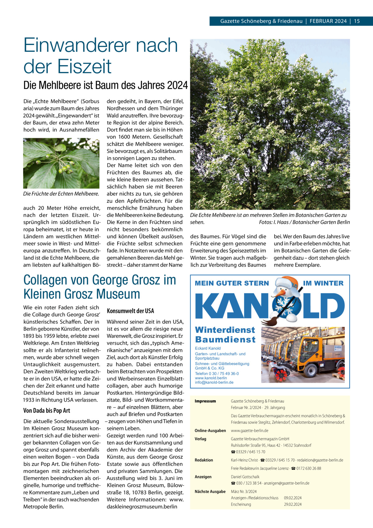 Gazette Schöneberg & Friedenau  |  FEBRUAR 2024  |  15  Einwanderer nach der Eiszeit Die Mehlbeere ist Baum des Jahres 2024 Die „Echte Mehlbeere“ (Sorbus aria) wurde zum Baum des Jahres 2024 gewählt. „Eingewandert“ ist der Baum, der etwa zehn Meter hoch wird, in Ausnahmefällen  Die Früchte der Echten Mehlbeere. auch 20  Meter Höhe erreicht, nach der letzten Eiszeit. Ursprünglich im südöstlichen Europa beheimatet, ist er heute in Ländern am westlichen Mittelmeer sowie in West- und Mitteleuropa anzutreffen. In Deutschland ist die Echte Mehlbeere, die am liebsten auf kalkhaltigen Bö den gedeiht, in Bayern, der Eifel, Nordhessen und dem Thüringer Wald anzutreffen. Ihre bevorzugte Region ist der alpine Bereich. Dort findet man sie bis in Höhen von 1600  Metern. Gesellschaft schätzt die Mehlbeere weniger. Sie bevorzugt es, als Solitärbaum in sonnigen Lagen zu stehen. Der Name leitet sich von den Früchten des Baumes ab, die wie kleine Beeren aussehen. Tatsächlich haben sie mit Beeren aber nichts zu tun, sie gehören zu den Apfelfrüchten. Für die menschliche Ernährung haben die Mehlbeeren keine Bedeutung. Die Kerne in den Früchten sind nicht besonders bekömmlich und können Übelkeit auslösen, die Früchte selbst schmecken fade. In Notzeiten wurde mit den gemahlenen Beeren das Mehl gestreckt – daher stammt der Name  Collagen von George Grosz im Kleinen Grosz Museum Wie ein roter Faden zieht sich die Collage durch George Grosz‘ künstlerisches Schaffen. Der in Berlin geborene Künstler, der von 1893 bis 1959 lebte, erlebte zwei Weltkriege. Am Ersten Weltkrieg sollte er als Infanterist teilnehmen, wurde aber schnell wegen Untauglichkeit ausgemustert. Den Zweiten Weltkrieg verbrachte er in den USA, er hatte die Zeichen der Zeit erkannt und hatte Deutschland bereits im Januar 1933 in Richtung USA verlassen.  Von Dada bis Pop Art Die aktuelle Sonderausstellung Im Kleinen Grosz Museum konzentriert sich auf die bisher weniger bekannten Collagen von George Grosz und spannt ebenfalls einen weiten Bogen – von Dada bis zur Pop Art. Die frühen Fotomontagen mit zeichnerischen Elementen beeindrucken als originelle, humorige und treffsichere Kommentare zum „Leben und Treiben“ in der rasch wachsenden Metropole Berlin.  Die Echte Mehlbeere ist an mehreren Stellen im Botanischen Garten zu sehen. Fotos: I. Haas / Botanischer Garten Berlin des Baumes. Für Vögel sind die Früchte eine gern genommene Erweiterung des Speisezettels im Winter. Sie tragen auch maßgeblich zur Verbreitung des Baumes  bei. Wer den Baum des Jahres live und in Farbe erleben möchte, hat im Botanischen Garten die Gelegenheit dazu – dort stehen gleich mehrere Exemplare.  MEIN GUTER STERN  IM WINTER  Konsumwelt der USA Während seiner Zeit in den USA, ist es vor allem die riesige neue Warenwelt, die Grosz inspiriert. Er versucht, sich das „typisch Amerikanische“ anzueignen mit dem Ziel, auch dort als Künstler Erfolg zu haben. Dabei entstanden beim Betrachten von Prospekten und Werbeinseraten Einzelblattcollagen, aber auch humorige Postkarten. Hintergründige Bildzitate, Bild- und Wortkommentare – auf einzelnen Blättern, aber auch auf Briefen und Postkarten – zeugen von Höhen und Tiefen in seinem Leben. Gezeigt werden rund 100 Arbeiten aus der Kunstsammlung und dem Archiv der Akademie der Künste, aus dem George Grosz Estate sowie aus öffentlichen und privaten Sammlungen. Die Ausstellung wird bis 3.  Juni im Kleinen Grosz Museum, Bülowstraße 18, 10783 Berlin, gezeigt. Weitere Informationen: www. daskleinegroszmuseum.berlin  Winterdienst Baumdienst Eckard Kanold Garten- und Landschaft- und Sportplatzbau Schnee- und Glättebeseitigung GmbH & Co. KG Telefon 0 30 / 75 49 36-0 www.kanold.berlin info@kanold-berlin.de  Impressum  Gazette Schöneberg & Friedenau Februar Nr. 2/2024 ·  29. Jahrgang Das Gazette Verbrauchermagazin erscheint monatlich in Schöneberg & Friedenau sowie Steglitz, Zehlendorf, Charlottenburg und Wilmersdorf.  Online-Ausgaben  www.gazette-berlin.de  Verlag  Gazette Verbrauchermagazin GmbH Ruhlsdorfer Straße 95, Haus 42 · 14532 Stahnsdorf ☎ 03329 / 645 15 70  Redaktion  Karl-Heinz Christ · ☎ 03329 / 645 15 70 · redaktion@gazette-berlin.de Freie Redakteurin Jacqueline Lorenz · ☎ 0172 630 26 88  Anzeigen  Daniel Gottschalk ☎ 030 / 323 38 54 · anzeigen@gazette-berlin.de  Nächste Ausgabe  März Nr. 3/2024 Anzeigen-/Redaktionsschluss Erscheinung  09.02.2024 29.02.2024