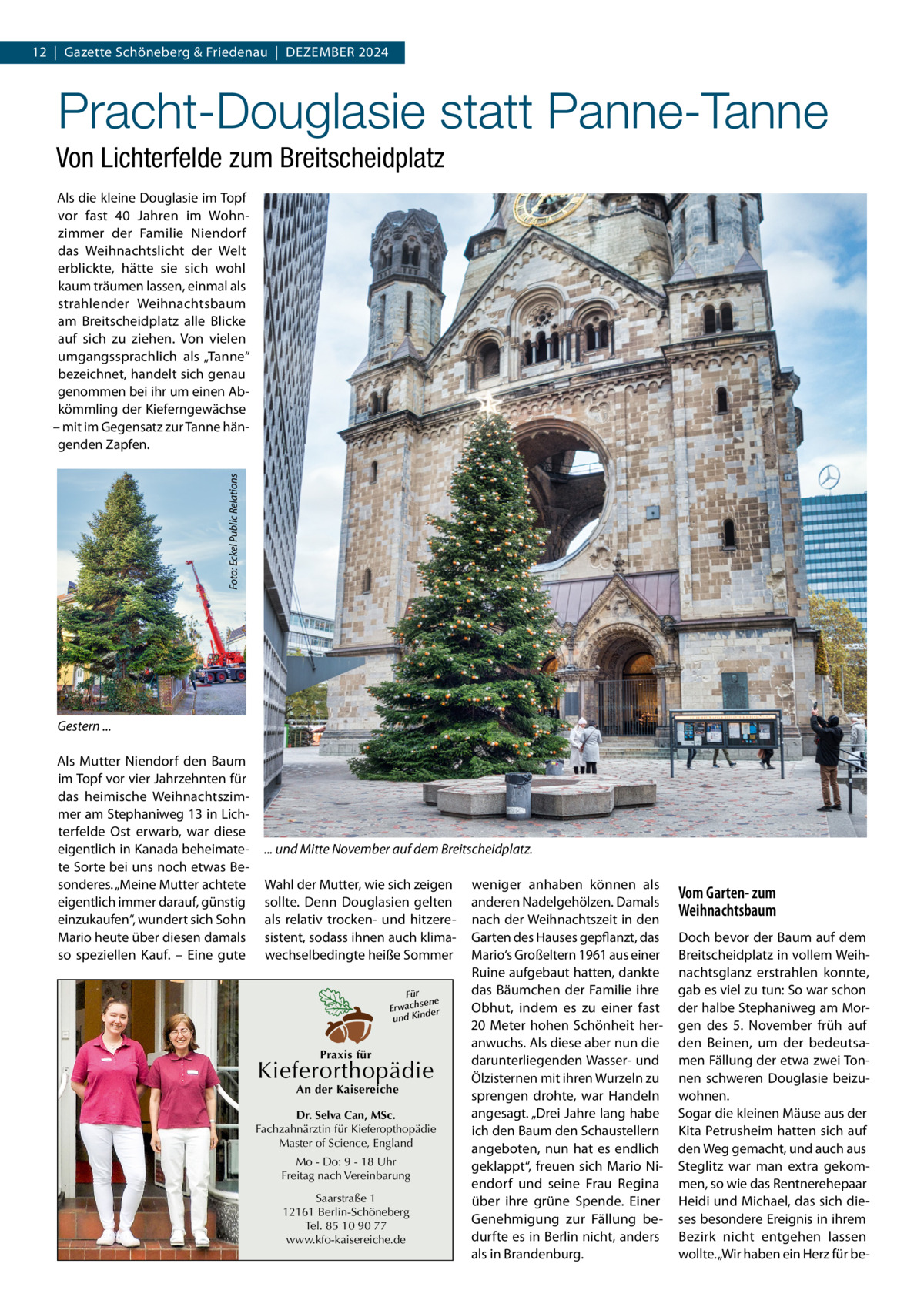 12  |  Gazette Schöneberg & Friedenau  |  Dezember 2024  Pracht-Douglasie statt Panne-Tanne Von Lichterfelde zum Breitscheidplatz  Foto: Eckel Public Relations  Als die kleine Douglasie im Topf vor fast 40  Jahren im Wohnzimmer der Familie Niendorf das Weihnachtslicht der Welt erblickte, hätte sie sich wohl kaum träumen lassen, einmal als strahlender Weihnachtsbaum am Breitscheidplatz alle Blicke auf sich zu ziehen. Von vielen umgangssprachlich als „Tanne“ bezeichnet, handelt sich genau genommen bei ihr um einen Abkömmling der Kieferngewächse – mit im Gegensatz zur Tanne hängenden Zapfen.  Gestern ... Als Mutter Niendorf den Baum im Topf vor vier Jahrzehnten für das heimische Weihnachtszimmer am Stephaniweg 13 in Lichterfelde Ost erwarb, war diese eigentlich in Kanada beheimatete Sorte bei uns noch etwas Besonderes. „Meine Mutter achtete eigentlich immer darauf, günstig einzukaufen“, wundert sich Sohn Mario heute über diesen damals so speziellen Kauf. – Eine gute  ... und Mitte November auf dem Breitscheidplatz. Wahl der Mutter, wie sich zeigen sollte. Denn Douglasien gelten als relativ trocken- und hitzeresistent, sodass ihnen auch klimawechselbedingte heiße Sommer Für sene Erwach der und Kin  Praxis für  Kieferorthopädie An der Kaisereiche  Dr. Selva Can, MSc. Fachzahnärztin für Kieferopthopädie Master of Science, England Mo - Do: 9 - 18 Uhr Freitag nach Vereinbarung Saarstraße 1 12161 Berlin-Schöneberg Tel. 85 10 90 77 www.kfo-kaisereiche.de  weniger anhaben können als anderen Nadelgehölzen. Damals nach der Weihnachtszeit in den Garten des Hauses gepflanzt, das Mario‘s Großeltern 1961 aus einer Ruine aufgebaut hatten, dankte das Bäumchen der Familie ihre Obhut, indem es zu einer fast 20  Meter hohen Schönheit heranwuchs. Als diese aber nun die darunterliegenden Wasser- und Ölzisternen mit ihren Wurzeln zu sprengen drohte, war Handeln angesagt. „Drei Jahre lang habe ich den Baum den Schaustellern angeboten, nun hat es endlich geklappt“, freuen sich Mario Niendorf und seine Frau Regina über ihre grüne Spende. Einer Genehmigung zur Fällung bedurfte es in Berlin nicht, anders als in Brandenburg.  Vom Garten- zum Weihnachtsbaum Doch bevor der Baum auf dem Breitscheidplatz in vollem Weihnachtsglanz erstrahlen konnte, gab es viel zu tun: So war schon der halbe Stephaniweg am Morgen des 5.  November früh auf den Beinen, um der bedeutsamen Fällung der etwa zwei Tonnen schweren Douglasie beizuwohnen. Sogar die kleinen Mäuse aus der Kita Petrusheim hatten sich auf den Weg gemacht, und auch aus Steglitz war man extra gekommen, so wie das Rentnerehepaar Heidi und Michael, das sich dieses besondere Ereignis in ihrem Bezirk nicht entgehen lassen wollte. „Wir haben ein Herz für b