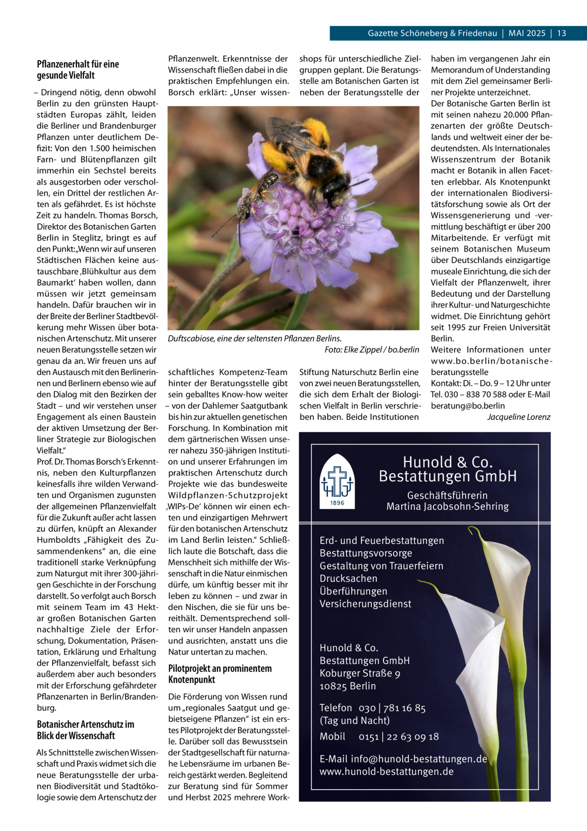 Gazette Schöneberg & Friedenau  |  Mai 2025  |  13  Pflanzenerhalt für eine gesunde Vielfalt  Pflanzenwelt. Erkenntnisse der Wissenschaft fließen dabei in die praktischen Empfehlungen ein. Borsch erklärt: „Unser wissen shops für unterschiedliche Zielgruppen geplant. Die Beratungsstelle am Botanischen Garten ist neben der Beratungsstelle der  haben im vergangenen Jahr ein Memorandum of Understanding mit dem Ziel gemeinsamer Berliner Projekte unterzeichnet. Der Botanische Garten Berlin ist mit seinen nahezu 20.000 Pflanzenarten der größte Deutschlands und weltweit einer der bedeutendsten. Als Internationales Wissenszentrum der Botanik macht er Botanik in allen Facetten erlebbar. Als Knotenpunkt der internationalen Biodiversitätsforschung sowie als Ort der Wissensgenerierung und -vermittlung beschäftigt er über 200 Mitarbeitende. Er verfügt mit seinem Botanischen Museum über Deutschlands einzigartige museale Einrichtung, die sich der Vielfalt der Pflanzenwelt, ihrer Bedeutung und der Darstellung ihrer Kultur- und Naturgeschichte widmet. Die Einrichtung gehört seit 1995 zur Freien Universität Berlin. Weitere Informationen unter w w w.bo.berlin/botanische beratungsstelle Kontakt: Di. – Do. 9 – 12 Uhr unter Tel. 030 – 838 70 588 oder E-Mail beratung@bo.berlin � Jacqueline Lorenz  – Dringend nötig, denn obwohl Berlin zu den grünsten Hauptstädten Europas zählt, leiden die Berliner und Brandenburger Pflanzen unter deutlichem Defizit: Von den 1.500 heimischen Farn- und Blütenpflanzen gilt immerhin ein Sechstel bereits als ausgestorben oder verschollen, ein Drittel der restlichen Arten als gefährdet. Es ist höchste Zeit zu handeln. Thomas Borsch, Direktor des Botanischen Garten Berlin in Steglitz, bringt es auf den Punkt: „Wenn wir auf unseren Städtischen Flächen keine austauschbare ‚Blühkultur aus dem Baumarkt‘ haben wollen, dann müssen wir jetzt gemeinsam handeln. Dafür brauchen wir in der Breite der Berliner Stadtbevölkerung mehr Wissen über botanischen Artenschutz. Mit unserer Duftscabiose, eine der seltensten Pflanzen Berlins. neuen Beratungsstelle setzen wir � Foto: Elke Zippel / bo.berlin genau da an. Wir freuen uns auf den Austausch mit den Berlinerin- schaftliches Kompetenz-Team Stiftung Naturschutz Berlin eine nen und Berlinern ebenso wie auf hinter der Beratungsstelle gibt von zwei neuen Beratungsstellen, den Dialog mit den Bezirken der sein geballtes Know-how weiter die sich dem Erhalt der BiologiStadt – und wir verstehen unser – von der Dahlemer Saatgutbank schen Vielfalt in Berlin verschrieEngagement als einen Baustein bis hin zur aktuellen genetischen ben haben. Beide Institutionen der aktiven Umsetzung der Ber- Forschung. In Kombination mit liner Strategie zur Biologischen dem gärtnerischen Wissen unseVielfalt.“ rer nahezu 350-jährigen InstitutiProf. Dr. Thomas Borsch‘s Erkennt- on und unserer Erfahrungen im nis, neben den Kulturpflanzen praktischen Artenschutz durch keinesfalls ihre wilden Verwand- Projekte wie das bundesweite ten und Organismen zugunsten Wildpflanzen-Schutzprojekt Geschäftsführerin der allgemeinen Pflanzenvielfalt ‚WIPs-De‘ können wir einen echMartina Jacobsohn-Sehring für die Zukunft außer acht lassen ten und einzigartigen Mehrwert zu dürfen, knüpft an Alexander für den botanischen Artenschutz Humboldts „Fähigkeit des Zu- im Land Berlin leisten.“ SchließErd- und Feuerbestattungen sammendenkens“ an, die eine lich laute die Botschaft, dass die Bestattungsvorsorge traditionell starke Verknüpfung Menschheit sich mithilfe der WisGestaltung von Trauerfeiern zum Naturgut mit ihrer 300-jähri- senschaft in die Natur einmischen Drucksachen gen Geschichte in der Forschung dürfe, um künftig besser mit ihr Überführungen darstellt. So verfolgt auch Borsch leben zu können – und zwar in Versicherungsdienst mit seinem Team im 43  Hekt- den Nischen, die sie für uns bear großen Botanischen Garten reithält. Dementsprechend sollnachhaltige Ziele der Erfor- ten wir unser Handeln anpassen schung, Dokumentation, Präsen- und ausrichten, anstatt uns die Hunold & Co. tation, Erklärung und Erhaltung Natur untertan zu machen. Bestattungen GmbH der Pflanzenvielfalt, befasst sich Pilotprojekt an prominentem Koburger Straße 9 außerdem aber auch besonders Knotenpunkt mit der Erforschung gefährdeter 10825 Berlin Pflanzenarten in Berlin/Branden- Die Förderung von Wissen rund burg. um „regionales Saatgut und geTelefon 030 | 781 16 85 bietseigene Pflanzen“ ist ein ers(Tag und Nacht) Botanischer Artenschutz im tes Pilotprojekt der BeratungsstelBlick der Wissenschaft Mobil 0151 | 22 63 09 18 le. Darüber soll das Bewusstsein Als Schnittstelle zwischen Wissen- der Stadtgesellschaft für naturnaE-Mail info@hunold-bestattungen.de schaft und Praxis widmet sich die he Lebensräume im urbanen Bewww.hunold-bestattungen.de neue Beratungsstelle der urba- reich gestärkt werden. Begleitend nen Biodiversität und Stadtöko- zur Beratung sind für Sommer logie sowie dem Artenschutz der und Herbst 2025 mehrere Work Hunold & Co. Bestattungen GmbH