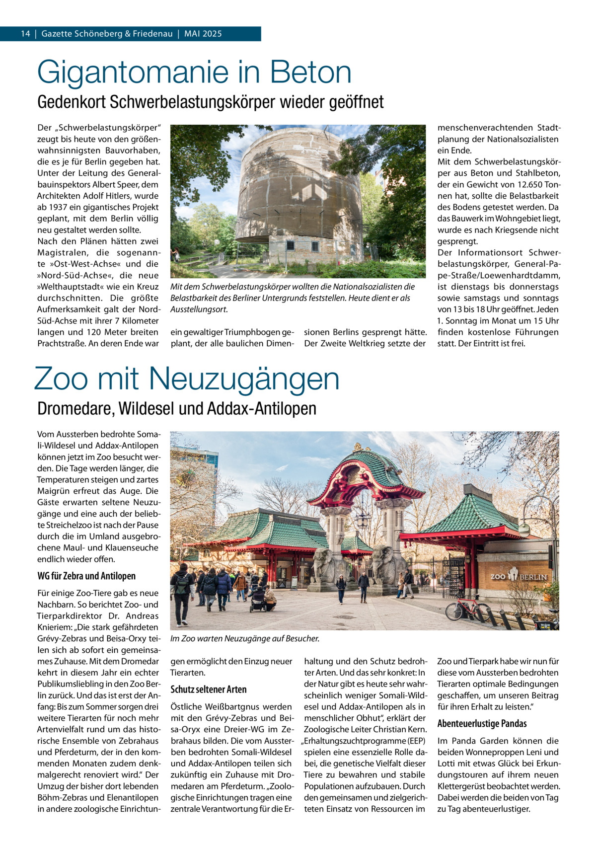 14  |  Gazette Schöneberg & Friedenau  |  Mai 2025  Gigantomanie in Beton Gedenkort Schwerbelastungskörper wieder geöffnet Der „Schwerbelastungskörper“ zeugt bis heute von den größenwahnsinnigsten Bauvorhaben, die es je für Berlin gegeben hat. Unter der Leitung des Generalbauinspektors Albert Speer, dem Architekten Adolf Hitlers, wurde ab 1937 ein gigantisches Projekt geplant, mit dem Berlin völlig neu gestaltet werden sollte. Nach den Plänen hätten zwei Magistralen, die sogenannte »Ost-West-Achse« und die »Nord-Süd-Achse«, die neue »Welthauptstadt« wie ein Kreuz durchschnitten. Die größte Aufmerksamkeit galt der NordSüd-Achse mit ihrer 7 Kilometer langen und 120  Meter breiten Prachtstraße. An deren Ende war  Mit dem Schwerbelastungskörper wollten die Nationalsozialisten die Belastbarkeit des Berliner Untergrunds feststellen. Heute dient er als Ausstellungsort. ein gewaltiger Triumphbogen geplant, der alle baulichen Dimen sionen Berlins gesprengt hätte. Der Zweite Weltkrieg setzte der  menschenverachtenden Stadtplanung der Nationalsozialisten ein Ende. Mit dem Schwerbelastungskörper aus Beton und Stahlbeton, der ein Gewicht von 12.650 Tonnen hat, sollte die Belastbarkeit des Bodens getestet werden. Da das Bauwerk im Wohngebiet liegt, wurde es nach Kriegsende nicht gesprengt. Der Informationsort Schwerbelastungskörper, General-Pape-Straße/Loewenhardtdamm, ist dienstags bis donnerstags sowie samstags und sonntags von 13 bis 18 Uhr geöffnet. Jeden 1. Sonntag im Monat um 15 Uhr finden kostenlose Führungen statt. Der Eintritt ist frei.  Zoo mit Neuzugängen Dromedare, Wildesel und Addax-Antilopen Vom Aussterben bedrohte Somali-Wildesel und Addax-Antilopen können jetzt im Zoo besucht werden. Die Tage werden länger, die Temperaturen steigen und zartes Maigrün erfreut das Auge. Die Gäste erwarten seltene Neuzugänge und eine auch der beliebte Streichelzoo ist nach der Pause durch die im Umland ausgebrochene Maul- und Klauenseuche endlich wieder offen.  WG für Zebra und Antilopen Für einige Zoo-Tiere gab es neue Nachbarn. So berichtet Zoo- und Tierparkdirektor Dr.  Andreas Knieriem: „Die stark gefährdeten Grévy-Zebras und Beisa-Orxy teilen sich ab sofort ein gemeinsames Zuhause. Mit dem Dromedar kehrt in diesem Jahr ein echter Publikumsliebling in den Zoo Berlin zurück. Und das ist erst der Anfang: Bis zum Sommer sorgen drei weitere Tierarten für noch mehr Artenvielfalt rund um das historische Ensemble von Zebrahaus und Pferdeturm, der in den kommenden Monaten zudem denkmalgerecht renoviert wird.“ Der Umzug der bisher dort lebenden Böhm-Zebras und Elenantilopen in andere zoologische Einrichtun Im Zoo warten Neuzugänge auf Besucher. gen ermöglicht den Einzug neuer Tierarten.  Schutz seltener Arten Östliche Weißbartgnus werden mit den Grévy-Zebras und Beisa-Oryx eine Dreier-WG im Zebrahaus bilden. Die vom Aussterben bedrohten Somali-Wildesel und Addax-Antilopen teilen sich zukünftig ein Zuhause mit Dromedaren am Pferdeturm. „Zoologische Einrichtungen tragen eine zentrale Verantwortung für die Er haltung und den Schutz bedrohter Arten. Und das sehr konkret: In der Natur gibt es heute sehr wahrscheinlich weniger Somali-Wildesel und Addax-Antilopen als in menschlicher Obhut“, erklärt der Zoologische Leiter Christian Kern. „Erhaltungszuchtprogramme (EEP) spielen eine essenzielle Rolle dabei, die genetische Vielfalt dieser Tiere zu bewahren und stabile Populationen aufzubauen. Durch den gemeinsamen und zielgerichteten Einsatz von Ressourcen im  Zoo und Tierpark habe wir nun für diese vom Aussterben bedrohten Tierarten optimale Bedingungen geschaffen, um unseren Beitrag für ihren Erhalt zu leisten.“  Abenteuerlustige Pandas Im Panda Garden können die beiden Wonneproppen Leni und Lotti mit etwas Glück bei Erkundungstouren auf ihrem neuen Klettergerüst beobachtet werden. Dabei werden die beiden von Tag zu Tag abenteuerlustiger.