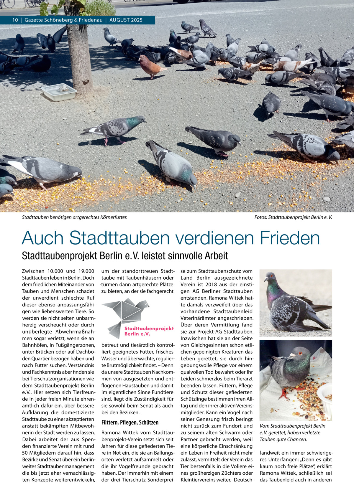 10  |  Gazette Schöneberg & Friedenau  |  AUGUST 2025  Stadttauben benötigen artgerechtes Körnerfutter.  Fotos: Stadttaubenprojekt Berlin e. V.  Auch Stadttauben verdienen Frieden Stadttaubenprojekt Berlin e. V. leistet sinnvolle Arbeit Zwischen 10.000 und 19.000 um der standorttreuen Stadt­ Stadttauben leben in Berlin. Doch taube mit Taubenhäusern oder dem friedlichen Miteinander von ­türmen dann artgerechte Plätze Tauben und Menschen schadet zu bieten, an der sie fachgerecht der unverdient schlechte Ruf dieser ebenso anpassungsfähi­ gen wie liebenswerten Tiere. So werden sie nicht selten unbarm­ herzig verscheucht oder durch unüberlegte Abwehrmaßnah­ men sogar verletzt, wenn sie an Bahnhöfen, in Fußgängerzonen, betreut und tierärztlich kontrol­ unter Brücken oder auf Dachbö­ liert geeignetes Futter, frisches den Quartier bezogen haben und Wasser und überwachte, regulier­ nach Futter suchen. Verständnis te Brutmöglichkeit findet. – Denn und Fachkenntnis aber finden sie da unsere Stadttauben Nachkom­ bei Tierschutzorganisationen wie men von ausgesetzten und ent­ dem Stadttaubenprojekt Berlin flogenen Haustauben und damit e. V.. Hier setzen sich Tierfreun­ im eigentlichen Sinne Fundtiere de in jeder freien Minute ehren­ sind, liegt die Zuständigkeit für amtlich dafür ein, über bessere sie sowohl beim Senat als auch Aufklärung die domestizierte bei den Bezirken. Stadttaube zu einer akzeptierten Füttern, Pflegen, Schützen anstatt bekämpften Mitbewoh­ nerin der Stadt werden zu lassen. Ramona Wittek vom Stadttau­ Dabei arbeitet der aus Spen­ benprojekt­Verein setzt sich seit den finanzierte Verein mit rund Jahren für diese gefiederten Tie­ 50 Mitgliedern darauf hin, dass re in Not ein, die sie an Ballungs­ Bezirke und Senat über ein berlin­ orten verletzt aufsammelt oder weites Stadttaubenmanagement die ihr Vogelfreunde gebracht die bis jetzt eher vernachlässig­ haben. Der immerhin mit einem ten Konzepte weiterentwickeln, der drei Tierschutz­Sonderprei­  se zum Stadttaubenschutz vom Land Berlin ausgezeichnete Verein ist 2018 aus der einsti­ gen AG Berliner Stadttauben entstanden. Ramona Wittek hat­ te damals verzweifelt über das vorhandene Stadttaubenleid Veterinärämter angeschrieben. Über deren Vermittlung fand sie zur Projekt­AG Stadttauben. Inzwischen hat sie an der Seite von Gleichgesinnten schon etli­ chen gepeinigten Kreaturen das Leben gerettet, sie durch hin­ gebungsvolle Pflege vor einem qualvollen Tod bewahrt oder ihr Leiden schmerzlos beim Tierarzt beenden lassen. Füttern, Pflege und Schutz dieser gefiederten Schützlinge bestimmen ihren All­ tag und den ihrer aktiven Vereins­ mitglieder. Kann ein Vogel nach seiner Genesung frisch beringt nicht zurück zum Fundort und zu seinem alten Schwarm oder Partner gebracht werden, weil eine körperliche Einschränkung ein Leben in Freiheit nicht mehr zulässt, vermittelt der Verein das Tier bestenfalls in die Voliere ei­ nes großherzigen Züchters oder Kleintiervereins weiter.­ Deutsch­  Vom Stadttaubenprojekt Berlin e. V. gerettet, haben verletzte Tauben gute Chancen. landweit ein immer schwierige­ res Unterfangen: „Denn es gibt kaum noch freie Plätze“, erklärt Ramona Wittek, schließlich sei das Taubenleid auch in anderen
