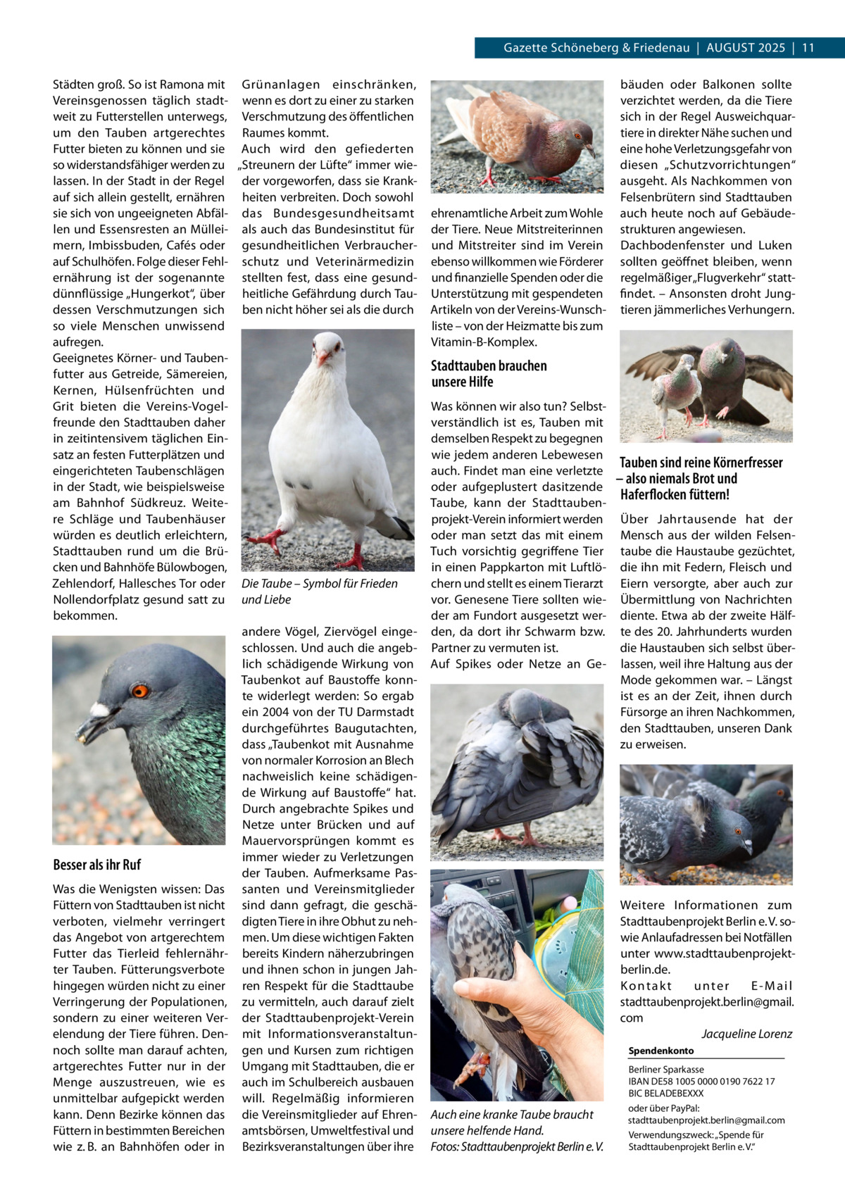Gazette Schöneberg & Friedenau  |  August 2025  |  11 Städten groß. So ist Ramona mit Grünanlagen einschränken, Vereinsgenossen täglich stadt­ wenn es dort zu einer zu starken weit zu Futterstellen unterwegs, Verschmutzung des öffentlichen um den Tauben artgerechtes Raumes kommt. Futter bieten zu können und sie Auch wird den gefiederten so widerstandsfähiger werden zu „Streunern der Lüfte“ immer wie­ lassen. In der Stadt in der Regel der vorgeworfen, dass sie Krank­ auf sich allein gestellt, ernähren heiten verbreiten. Doch sowohl sie sich von ungeeigneten Abfäl­ das Bundesgesundheitsamt len und Essensresten an Müllei­ als auch das Bundesinstitut für mern, Imbissbuden, Cafés oder gesundheitlichen Verbraucher­ auf Schulhöfen. Folge dieser Fehl­ schutz und Veterinärmedizin ernährung ist der sogenannte stellten fest, dass eine gesund­ dünnflüssige „Hungerkot“, über heitliche Gefährdung durch Tau­ dessen Verschmutzungen sich ben nicht höher sei als die durch so viele Menschen unwissend aufregen. Geeignetes Körner- und Tauben­ futter aus Getreide, Sämereien, Kernen, Hülsenfrüchten und Grit bieten die Vereins-Vogel­ freunde den Stadttauben daher in zeitintensivem täglichen Ein­ satz an festen Futterplätzen und eingerichteten Taubenschlägen in der Stadt, wie beispielsweise am Bahnhof Südkreuz. Weite­ re Schläge und Taubenhäuser würden es deutlich erleichtern, Stadttauben rund um die Brü­ cken und Bahnhöfe Bülowbogen, Zehlendorf, Hallesches Tor oder Die Taube – Symbol für Frieden Nollendorfplatz gesund satt zu und Liebe bekommen. andere Vögel, Ziervögel einge­ schlossen. Und auch die angeb­ lich schädigende Wirkung von Taubenkot auf Baustoffe konn­ te widerlegt werden: So ergab ein 2004 von der TU Darmstadt durchgeführtes Baugutachten, dass „Taubenkot mit Ausnahme von normaler Korrosion an Blech nachweislich keine schädigen­ de Wirkung auf Baustoffe“ hat. Durch angebrachte Spikes und Netze unter Brücken und auf Mauervorsprüngen kommt es immer wieder zu Verletzungen Besser als ihr Ruf der Tauben. Aufmerksame Pas­ Was die Wenigsten wissen: Das santen und Vereinsmitglieder Füttern von Stadttauben ist nicht sind dann gefragt, die geschä­ verboten, vielmehr verringert digten Tiere in ihre Obhut zu neh­ das Angebot von artgerechtem men. Um diese wichtigen Fakten Futter das Tierleid fehlernähr­ bereits Kindern näherzubringen ter Tauben. Fütterungsverbote und ihnen schon in jungen Jah­ hingegen würden nicht zu einer ren Respekt für die Stadttaube Verringerung der Populationen, zu vermitteln, auch darauf zielt sondern zu einer weiteren Ver­ der Stadttaubenprojekt-Verein elendung der Tiere führen. Den­ mit Informationsveranstaltun­ noch sollte man darauf achten, gen und Kursen zum richtigen artgerechtes Futter nur in der Umgang mit Stadttauben, die er Menge auszustreuen, wie es auch im Schulbereich ausbauen unmittelbar aufgepickt werden will. Regelmäßig informieren kann. Denn Bezirke können das die Vereinsmitglieder auf Ehren­ Füttern in bestimmten Bereichen amtsbörsen, Umweltfestival und wie z. B. an Bahnhöfen oder in Bezirksveranstaltungen über ihre  ehrenamtliche Arbeit zum Wohle der Tiere. Neue Mitstreiterinnen und Mitstreiter sind im Verein ebenso willkommen wie Förderer und finanzielle Spenden oder die Unterstützung mit gespendeten Artikeln von der Vereins-Wunsch­ liste – von der Heizmatte bis zum Vitamin-B-Komplex.  bäuden oder Balkonen sollte verzichtet werden, da die Tiere sich in der Regel Ausweichquar­ tiere in direkter Nähe suchen und eine hohe Verletzungsgefahr von diesen „Schutzvorrichtungen“ ausgeht. Als Nachkommen von Felsenbrütern sind Stadttauben auch heute noch auf Gebäude­ strukturen angewiesen. Dachbodenfenster und Luken sollten geöffnet bleiben, wenn regelmäßiger „Flugverkehr“ statt­ findet. – Ansonsten droht Jung­ tieren jämmerliches Verhungern.  Stadttauben brauchen unsere Hilfe Was können wir also tun? Selbst­ verständlich ist es, Tauben mit demselben Respekt zu begegnen wie jedem anderen Lebewesen auch. Findet man eine verletzte oder aufgeplustert dasitzende Taube, kann der Stadttauben­ projekt-Verein informiert werden oder man setzt das mit einem Tuch vorsichtig gegriffene Tier in einen Pappkarton mit Luftlö­ chern und stellt es einem Tierarzt vor. Genesene Tiere sollten wie­ der am Fundort ausgesetzt wer­ den, da dort ihr Schwarm bzw. Partner zu vermuten ist. Auf Spikes oder Netze an Ge­  Tauben sind reine Körnerfresser – also niemals Brot und Haferflocken füttern! Über Jahrtausende hat der Mensch aus der wilden Felsen­ taube die Haustaube gezüchtet, die ihn mit Federn, Fleisch und Eiern versorgte, aber auch zur Übermittlung von Nachrichten diente. Etwa ab der zweite Hälf­ te des 20. Jahrhunderts wurden die Haustauben sich selbst über­ lassen, weil ihre Haltung aus der Mode gekommen war. – Längst ist es an der Zeit, ihnen durch Fürsorge an ihren Nachkommen, den Stadttauben, unseren Dank zu erweisen.  Weitere Informationen zum Stadttaubenprojekt Berlin e. V. so­ wie Anlaufadressen bei Notfällen unter www.stadttaubenprojektberlin.de. Kontakt unter E-Mail stadttaubenprojekt.berlin@gmail. com � Jacqueline Lorenz Spendenkonto  Auch eine kranke Taube braucht unsere helfende Hand. �Fotos: Stadttaubenprojekt Berlin e. V.  Berliner Sparkasse IBAN DE58 1005 0000 0190 7622 17 BIC BELADEBEXXX oder über PayPal: stadttaubenprojekt.berlin@gmail.com Verwendungszweck: „Spende für Stadttaubenprojekt Berlin e. V.“