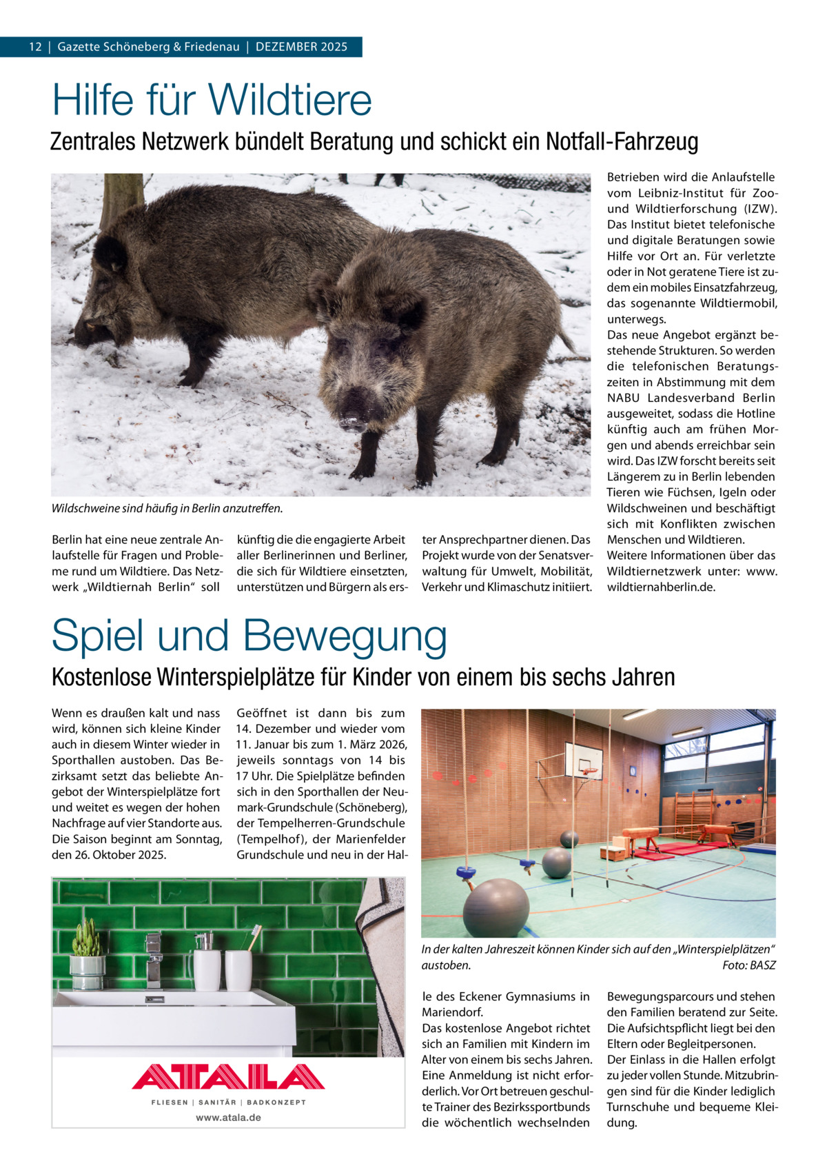 12  |  Gazette Schöneberg & Friedenau  |  DeZemBeR 2025  Hilfe für Wildtiere Zentrales Netzwerk bündelt Beratung und schickt ein Notfall-Fahrzeug  Wildschweine sind häufig in Berlin anzutreﬀen. Berlin hat eine neue zentrale Anlaufstelle für Fragen und Probleme rund um Wildtiere. Das Netzwerk „Wildtiernah Berlin“ soll  künftig die die engagierte Arbeit aller Berlinerinnen und Berliner, die sich für Wildtiere einsetzten, unterstützen und Bürgern als ers ter Ansprechpartner dienen. Das Projekt wurde von der Senatsverwaltung für Umwelt, mobilität, Verkehr und Klimaschutz initiiert.  Betrieben wird die Anlaufstelle vom Leibniz-Institut für Zoound Wildtierforschung (IZW). Das Institut bietet telefonische und digitale Beratungen sowie Hilfe vor Ort an. Für verletzte oder in Not geratene Tiere ist zudem ein mobiles einsatzfahrzeug, das sogenannte Wildtiermobil, unterwegs. Das neue Angebot ergänzt bestehende Strukturen. So werden die telefonischen Beratungszeiten in Abstimmung mit dem NABU Landesverband Berlin ausgeweitet, sodass die Hotline künftig auch am frühen morgen und abends erreichbar sein wird. Das IZW forscht bereits seit Längerem zu in Berlin lebenden Tieren wie Füchsen, Igeln oder Wildschweinen und beschäftigt sich mit Konflikten zwischen menschen und Wildtieren. Weitere Informationen über das Wildtiernetzwerk unter: www. wildtiernahberlin.de.  Spiel und Bewegung Kostenlose Winterspielplätze für Kinder von einem bis sechs Jahren Wenn es draußen kalt und nass Geöffnet ist dann bis zum wird, können sich kleine Kinder 14. Dezember und wieder vom auch in diesem Winter wieder in 11. Januar bis zum 1. märz 2026, Sporthallen austoben. Das Be- jeweils sonntags von 14 bis zirksamt setzt das beliebte An- 17 Uhr. Die Spielplätze befinden gebot der Winterspielplätze fort sich in den Sporthallen der Neuund weitet es wegen der hohen mark-Grundschule (Schöneberg), Nachfrage auf vier Standorte aus. der Tempelherren-Grundschule Die Saison beginnt am Sonntag, (Tempelhof ), der marienfelder den 26. Oktober 2025. Grundschule und neu in der Hal In der kalten Jahreszeit können Kinder sich auf den „Winterspielplätzen“ austoben. Foto: BASZ le des eckener Gymnasiums in mariendorf. Das kostenlose Angebot richtet sich an Familien mit Kindern im Alter von einem bis sechs Jahren. eine Anmeldung ist nicht erforderlich. Vor Ort betreuen geschulte Trainer des Bezirkssportbunds die wöchentlich wechselnden  Bewegungsparcours und stehen den Familien beratend zur Seite. Die Aufsichtspflicht liegt bei den eltern oder Begleitpersonen. Der einlass in die Hallen erfolgt zu jeder vollen Stunde. mitzubringen sind für die Kinder lediglich Turnschuhe und bequeme Kleidung.