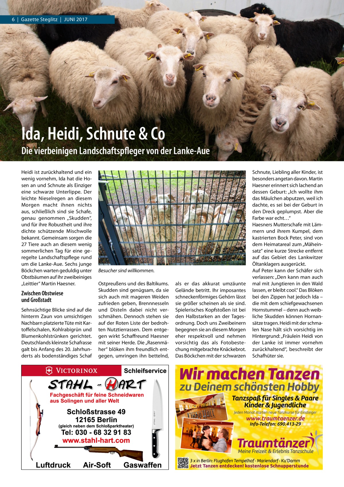 6  |  Gazette Steglitz  |  Juni 2017  Ida, Heidi, Schnute & Co Die vierbeinigen Landschaftspfleger von der Lanke-Aue Heidi ist zurückhaltend und ein wenig vornehm, Ida hat die Hosen an und Schnute als Einziger eine schwarze Unterlippe. Der leichte Nieselregen an diesem Morgen macht ihnen nichts aus, schließlich sind sie Schafe, genau genommen „Skudden“, und für ihre Robustheit und ihre dichte schützende Mischwolle bekannt. Gemeinsam sorgen die 27 Tiere auch an diesem wenig sommerlichen Tag für eine geregelte Landschaftspflege rund um die Lanke-Aue. Sechs junge Böckchen warten geduldig unter Obstbäumen auf ihr zweibeiniges „Leittier“ Martin Haesner.  Zwischen Obstwiese und Großstadt Sehnsüchtige Blicke sind auf die hinterm Zaun von umsichtigen Nachbarn platzierte Tüte mit Kartoffelschalen, Kohlrabigrün und Blumenkohlstrünken gerichtet. Deutschlands kleinste Schafrasse galt bis Anfang des 20. Jahrhunderts als bodenständiges Schaf  Besucher sind willkommen. Ostpreußens und des Baltikums. Skudden sind genügsam, da sie sich auch mit mageren Weiden zufrieden geben, Brennnesseln und Disteln dabei nicht verschmähen. Dennoch stehen sie auf der Roten Liste der bedrohten Nutztierrassen. Dem entgegen wirkt Schaffreund Haesner mit seiner Herde. Die „Rasenmäher“ blöken ihm freundlich entgegen, umringen ihn bettelnd,  als er das akkurat umzäunte Gelände betritt. Ihr imposantes schneckenförmiges Gehörn lässt sie größer scheinen als sie sind. Spielerisches Kopfstoßen ist bei den Halbstarken an der Tagesordnung. Doch uns Zweibeinern begegnen sie an diesem Morgen eher respektvoll und nehmen vorsichtig das als Fotobestechung mitgebrachte Knäckebrot. Das Böckchen mit der schwarzen  Schnute, Liebling aller Kinder, ist besonders angetan davon. Martin Haesner erinnert sich lachend an dessen Geburt: „Ich wollte ihm das Mäulchen abputzen, weil ich dachte, es sei bei der Geburt in den Dreck geplumpst. Aber die Farbe war echt…“ Haesners Mutterschafe mit Lämmern und ihrem Kumpel, dem kastrierten Bock Peter, sind von dem Heimatareal zum „Mäheinsatz“ eine kurze Strecke entfernt auf das Gebiet des Lankwitzer Öltanklagers ausgerückt. Auf Peter kann der Schäfer sich verlassen: „Den kann man auch mal mit Jungtieren in den Wald lassen, er bleibt cool.“ Das Blöken bei den Zippen hat jedoch Ida – die mit dem schiefgewachsenen Hornstummel – denn auch weibliche Skudden können Hornansätze tragen. Heidi mit der schmalen Nase hält sich vorsichtig im Hintergrund: „Fräulein Heidi von der Lanke ist immer vornehm zurückhaltend“, beschreibt der Schafhüter sie.