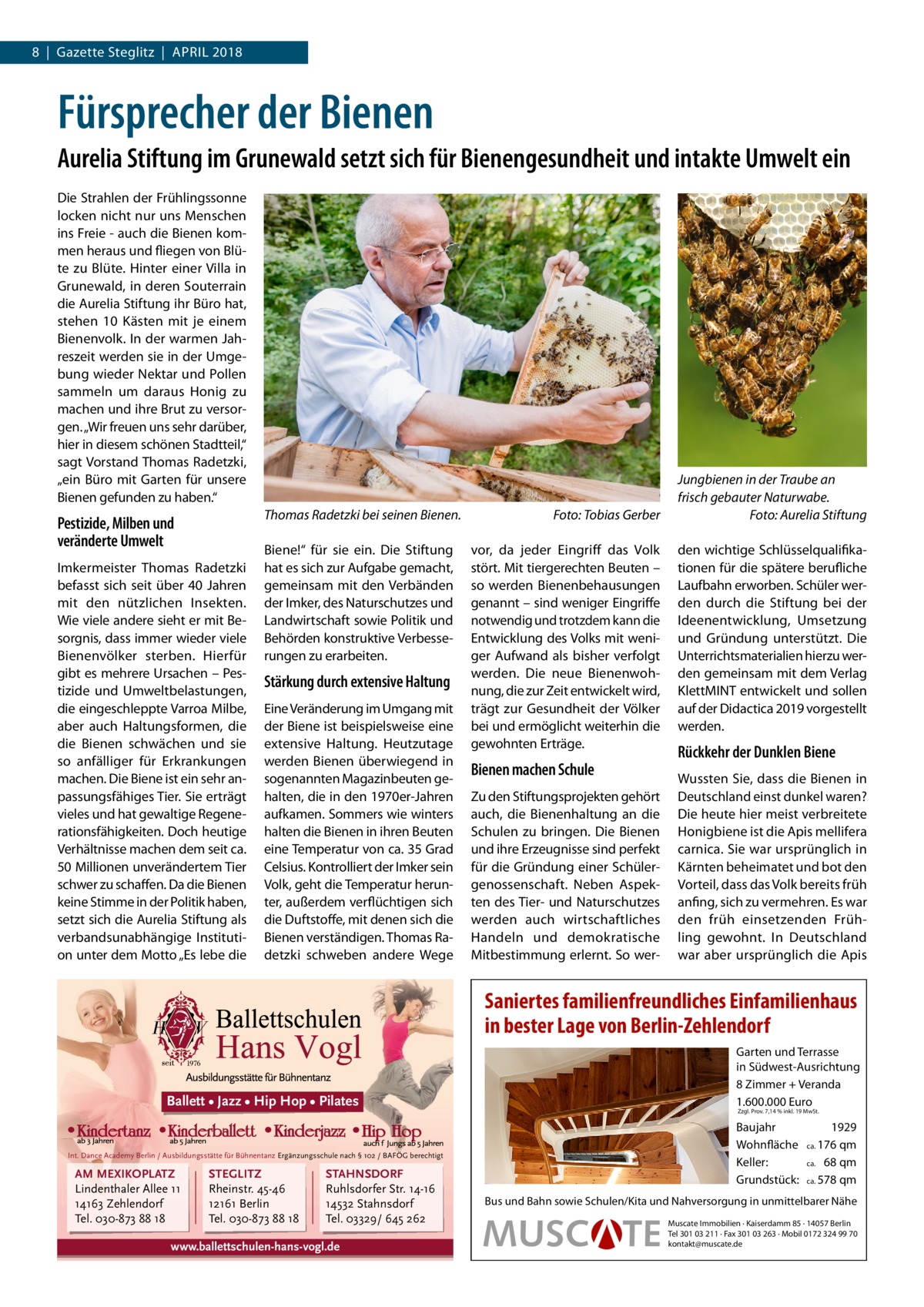 8  |  Gazette Steglitz  |  April 2018  Fürsprecher der Bienen Aurelia Stiftung im Grunewald setzt sich für Bienengesundheit und intakte Umwelt ein Die Strahlen der Frühlingssonne locken nicht nur uns Menschen ins Freie - auch die Bienen kommen heraus und fliegen von Blüte zu Blüte. Hinter einer Villa in Grunewald, in deren Souterrain die Aurelia Stiftung ihr Büro hat, stehen 10 Kästen mit je einem Bienenvolk. In der warmen Jahreszeit werden sie in der Umgebung wieder Nektar und Pollen sammeln um daraus Honig zu machen und ihre Brut zu versorgen. „Wir freuen uns sehr darüber, hier in diesem schönen Stadtteil,“ sagt Vorstand Thomas Radetzki, „ein Büro mit Garten für unsere Bienen gefunden zu haben.“ Thomas Radetzki bei seinen Bienen. �  Pestizide, Milben und veränderte Umwelt Imkermeister Thomas Radetzki befasst sich seit über 40  Jahren mit den nützlichen Insekten. Wie viele andere sieht er mit Besorgnis, dass immer wieder viele Bienenvölker sterben. Hierfür gibt es mehrere Ursachen – Pestizide und Umweltbelastungen, die eingeschleppte Varroa Milbe, aber auch Haltungsformen, die die Bienen schwächen und sie so anfälliger für Erkrankungen machen. Die Biene ist ein sehr anpassungsfähiges Tier. Sie erträgt vieles und hat gewaltige Regenerationsfähigkeiten. Doch heutige Verhältnisse machen dem seit ca. 50 Millionen unverändertem Tier schwer zu schaffen. Da die Bienen keine Stimme in der Politik haben, setzt sich die Aurelia Stiftung als verbandsunabhängige Institution unter dem Motto „Es lebe die  Biene!“ für sie ein. Die Stiftung hat es sich zur Aufgabe gemacht, gemeinsam mit den Verbänden der Imker, des Naturschutzes und Landwirtschaft sowie Politik und Behörden konstruktive Verbesserungen zu erarbeiten.  Stärkung durch extensive Haltung Eine Veränderung im Umgang mit der Biene ist beispielsweise eine extensive Haltung. Heutzutage werden Bienen überwiegend in sogenannten Magazinbeuten gehalten, die in den 1970er-Jahren aufkamen. Sommers wie winters halten die Bienen in ihren Beuten eine Temperatur von ca. 35 Grad Celsius. Kontrolliert der Imker sein Volk, geht die Temperatur herunter, außerdem verflüchtigen sich die Duftstoffe, mit denen sich die Bienen verständigen. Thomas Radetzki schweben andere Wege  Foto: Tobias Gerber vor, da jeder Eingriff das Volk stört. Mit tiergerechten Beuten – so werden Bienenbehausungen genannt – sind weniger Eingriffe notwendig und trotzdem kann die Entwicklung des Volks mit weniger Aufwand als bisher verfolgt werden. Die neue Bienenwohnung, die zur Zeit entwickelt wird, trägt zur Gesundheit der Völker bei und ermöglicht weiterhin die gewohnten Erträge.  Bienen machen Schule Zu den Stiftungsprojekten gehört auch, die Bienenhaltung an die Schulen zu bringen. Die Bienen und ihre Erzeugnisse sind perfekt für die Gründung einer Schülergenossenschaft. Neben Aspekten des Tier- und Naturschutzes werden auch wirtschaftliches Handeln und demokratische Mitbestimmung erlernt. So wer Jungbienen in der Traube an frisch gebauter Naturwabe. � Foto: Aurelia Stiftung den wichtige Schlüsselqualifikationen für die spätere berufliche Laufbahn erworben. Schüler werden durch die Stiftung bei der Ideenentwicklung, Umsetzung und Gründung unterstützt. Die Unterrichtsmaterialien hierzu werden gemeinsam mit dem Verlag KlettMINT entwickelt und sollen auf der Didactica 2019 vorgestellt werden.  Rückkehr der Dunklen Biene Wussten Sie, dass die Bienen in Deutschland einst dunkel waren? Die heute hier meist verbreitete Honigbiene ist die Apis mellifera carnica. Sie war ursprünglich in Kärnten beheimatet und bot den Vorteil, dass das Volk bereits früh anfing, sich zu vermehren. Es war den früh einsetzenden Frühling gewohnt. In Deutschland war aber ursprünglich die Apis  Saniertes familienfreundliches Einfamilienhaus in bester Lage von Berlin-Zehlendorf Ballett • Jazz • Hip Hop • Pilates  Int. Dance Academy Berlin / Ausbildungsstätte für Bühnentanz Ergänzungsschule nach § 102 / BAFÖG berechtigt  AM MEXIKOPLATZ Lindenthaler Allee 11 14163 Zehlendorf Tel. 030-873 88 18  STEGLITZ Rheinstr. 45-46 12161 Berlin Tel. 030-873 88 18  STAHNSDORF Ruhlsdorfer Str. 14-16 14532 Stahnsdorf Tel. 03329/ 645 262  www.ballettschulen-hans-vogl.de  Garten und Terrasse in Südwest-Ausrichtung 8 Zimmer + Veranda 1.600.000 Euro Zzgl. Prov. 7,14 % inkl. 19 MwSt.  Baujahr Wohnfläche Keller: Grundstück:  1929 176 qm ca. 68 qm ca. 578 qm  ca.  Bus und Bahn sowie Schulen/Kita und Nahversorgung in unmittelbarer Nähe Muscate Immobilien · Kaiserdamm 85 · 14057 Berlin Tel 301 03 211 · Fax 301 03 263 · Mobil 0172 324 99 70 kontakt@muscate.de