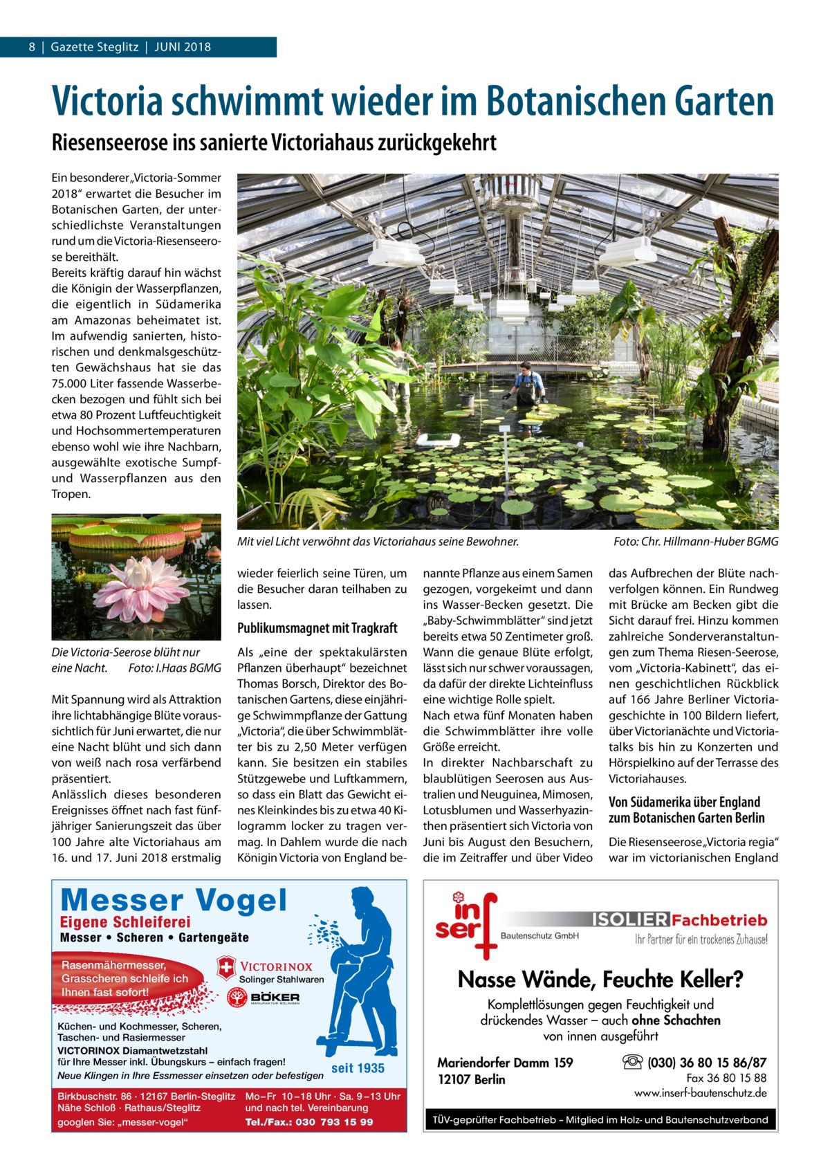 8  |  Gazette Steglitz  |  Juni 2018  Victoria schwimmt wieder im Botanischen Garten Riesenseerose ins sanierte Victoriahaus zurückgekehrt Ein besonderer „Victoria-Sommer 2018“ erwartet die Besucher im Botanischen Garten, der unterschiedlichste Veranstaltungen rund um die Victoria-Riesenseerose bereithält. Bereits kräftig darauf hin wächst die Königin der Wasserpflanzen, die eigentlich in Südamerika am Amazonas beheimatet ist. Im aufwendig sanierten, historischen und denkmalsgeschützten Gewächshaus hat sie das 75.000 Liter fassende Wasserbecken bezogen und fühlt sich bei etwa 80 Prozent Luftfeuchtigkeit und Hochsommertemperaturen ebenso wohl wie ihre Nachbarn, ausgewählte exotische Sumpfund Wasserpflanzen aus den Tropen.  Mit viel Licht verwöhnt das Victoriahaus seine Bewohner.� wieder feierlich seine Türen, um die Besucher daran teilhaben zu lassen.  Publikumsmagnet mit Tragkraft Die Victoria-Seerose blüht nur eine Nacht.� Foto: I.Haas BGMG Mit Spannung wird als Attraktion ihre lichtabhängige Blüte voraussichtlich für Juni erwartet, die nur eine Nacht blüht und sich dann von weiß nach rosa verfärbend präsentiert. Anlässlich dieses besonderen Ereignisses öffnet nach fast fünfjähriger Sanierungszeit das über 100  Jahre alte Victoriahaus am 16. und 17. Juni 2018 erstmalig  Als „eine der spektakulärsten Pflanzen überhaupt“ bezeichnet Thomas Borsch, Direktor des Botanischen Gartens, diese einjährige Schwimmpflanze der Gattung „Victoria“, die über Schwimmblätter bis zu 2,50  Meter verfügen kann. Sie besitzen ein stabiles Stützgewebe und Luftkammern, so dass ein Blatt das Gewicht eines Kleinkindes bis zu etwa 40 Kilogramm locker zu tragen vermag. In Dahlem wurde die nach Königin Victoria von England be nannte Pflanze aus einem Samen gezogen, vorgekeimt und dann ins Wasser-Becken gesetzt. Die „Baby-Schwimmblätter“ sind jetzt bereits etwa 50 Zentimeter groß. Wann die genaue Blüte erfolgt, lässt sich nur schwer voraussagen, da dafür der direkte Lichteinfluss eine wichtige Rolle spielt. Nach etwa fünf Monaten haben die Schwimmblätter ihre volle Größe erreicht. In direkter Nachbarschaft zu blaublütigen Seerosen aus Aus­ tralien und Neuguinea, Mimosen, Lotusblumen und Wasserhyazinthen präsentiert sich Victoria von Juni bis August den Besuchern, die im Zeitraffer und über Video  Foto: Chr. Hillmann-Huber BGMG das Aufbrechen der Blüte nachverfolgen können. Ein Rundweg mit Brücke am Becken gibt die Sicht darauf frei. Hinzu kommen zahlreiche Sonderveranstaltungen zum Thema Riesen-Seerose, vom „Victoria-Kabinett“, das einen geschichtlichen Rückblick auf 166  Jahre Berliner Victoriageschichte in 100 Bildern liefert, über Victoria­nächte und Victoria­ talks bis hin zu Konzerten und Hörspielkino auf der Terrasse des Victoria­hauses.  Von Südamerika über England zum Botanischen Garten Berlin Die Riesenseerose „Victoria regia“ war im victorianischen England  Messer Vogel Eigene Schleiferei  Messer • Scheren • Gartengeäte Rasenmähermesser, Grasscheren schleife ich Ihnen fast sofort!  Küchen- und Kochmesser, Scheren, Taschen- und Rasiermesser VICTORINOX Diamantwetzstahl für Ihre Messer inkl. Übungskurs – einfach fragen! Neue Klingen in Ihre Essmesser einsetzen oder befestigen Birkbuschstr. 86 · 12167 Berlin-Steglitz Nähe Schloß · Rathaus/Steglitz googlen Sie: „messer-vogel“  Nasse Wände, Feuchte Keller?  Solinger Stahlwaren  Komplettlösungen gegen Feuchtigkeit und drückendes Wasser – auch ohne Schachten von innen ausgeführt  seit 1935  Mo – Fr 10 – 18 Uhr · Sa. 9 – 13 Uhr und nach tel. Vereinbarung Tel./Fax.: 030 793 15 99  Mariendorfer Damm 159 12107 Berlin  (030) 36 80 15 86/87 Fax 36 80 15 88 www.inserf-bautenschutz.de  TÜV-geprüfter Fachbetrieb – Mitglied im Holz- und Bautenschutzverband