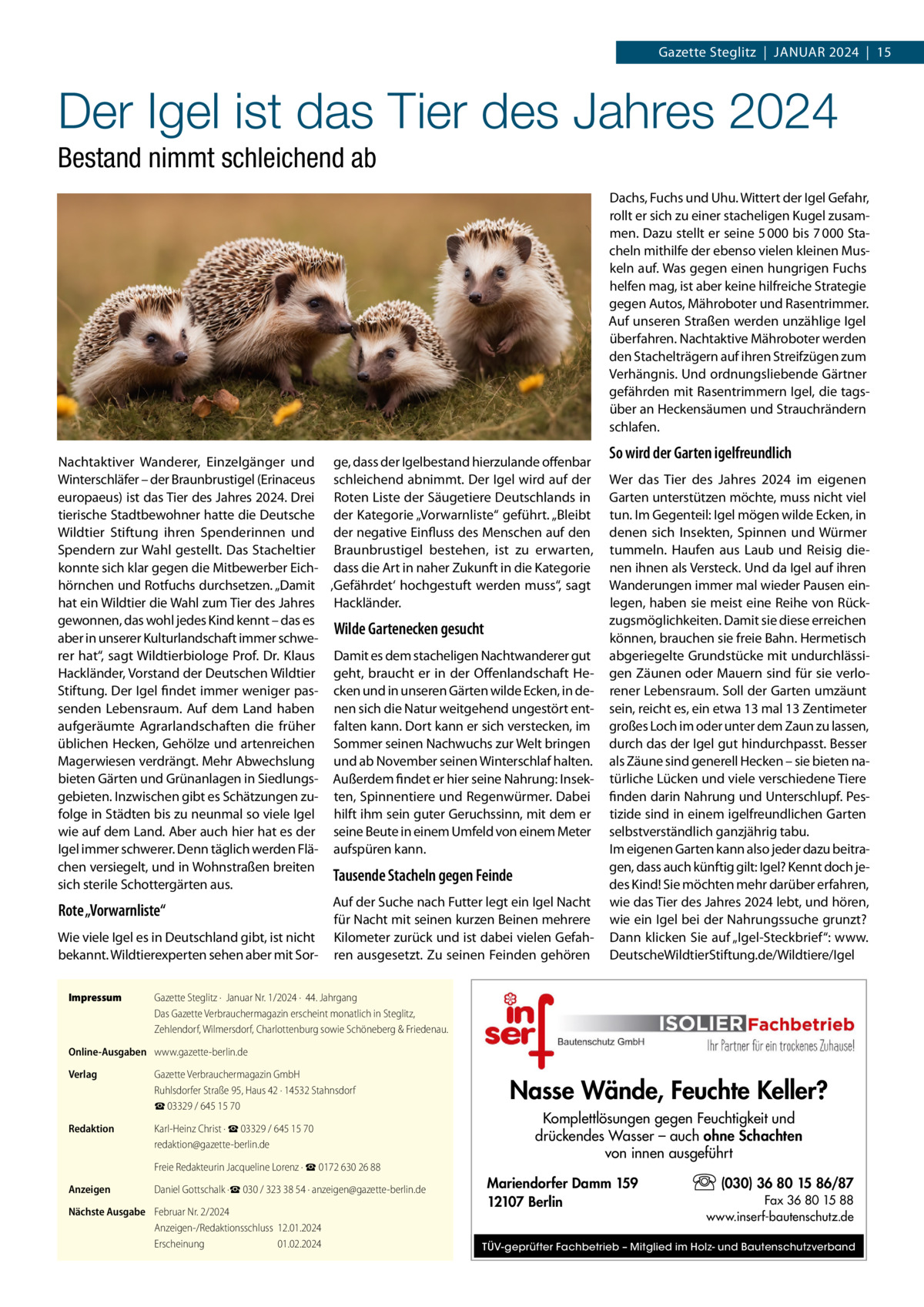 Gazette Steglitz  |  Januar 2024  |  15  Der Igel ist das Tier des Jahres 2024 Bestand nimmt schleichend ab Dachs, Fuchs und Uhu. Wittert der Igel Gefahr, rollt er sich zu einer stacheligen Kugel zusammen. Dazu stellt er seine 5 000 bis 7 000 Stacheln mithilfe der ebenso vielen kleinen Muskeln auf. Was gegen einen hungrigen Fuchs helfen mag, ist aber keine hilfreiche Strategie gegen Autos, Mähroboter und Rasentrimmer. Auf unseren Straßen werden unzählige Igel überfahren. Nachtaktive Mähroboter werden den Stachelträgern auf ihren Streifzügen zum Verhängnis. Und ordnungsliebende Gärtner gefährden mit Rasentrimmern Igel, die tagsüber an Heckensäumen und Strauchrändern schlafen. Nachtaktiver Wanderer, Einzelgänger und ge, dass der Igelbestand hierzulande offenbar Winterschläfer – der Braunbrustigel (Erinaceus schleichend abnimmt. Der Igel wird auf der europaeus) ist das Tier des Jahres 2024. Drei Roten Liste der Säugetiere Deutschlands in tierische Stadtbewohner hatte die Deutsche der Kategorie „Vorwarnliste“ geführt. „Bleibt Wildtier Stiftung ihren Spenderinnen und der negative Einfluss des Menschen auf den Spendern zur Wahl gestellt. Das Stacheltier Braunbrustigel bestehen, ist zu erwarten, konnte sich klar gegen die Mitbewerber Eich- dass die Art in naher Zukunft in die Kategorie hörnchen und Rotfuchs durchsetzen. „Damit ‚Gefährdet‘ hochgestuft werden muss“, sagt hat ein Wildtier die Wahl zum Tier des Jahres Hackländer. gewonnen, das wohl jedes Kind kennt – das es Wilde Gartenecken gesucht aber in unserer Kulturlandschaft immer schwerer hat“, sagt Wildtierbiologe Prof. Dr. Klaus Damit es dem stacheligen Nachtwanderer gut Hackländer, Vorstand der Deutschen Wildtier geht, braucht er in der Offenlandschaft HeStiftung. Der Igel findet immer weniger pas- cken und in unseren Gärten wilde Ecken, in desenden Lebensraum. Auf dem Land haben nen sich die Natur weitgehend ungestört entaufgeräumte Agrarlandschaften die früher falten kann. Dort kann er sich verstecken, im üblichen Hecken, Gehölze und artenreichen Sommer seinen Nachwuchs zur Welt bringen Magerwiesen verdrängt. Mehr Abwechslung und ab November seinen Winterschlaf halten. bieten Gärten und Grünanlagen in Siedlungs- Außerdem findet er hier seine Nahrung: Insekgebieten. Inzwischen gibt es Schätzungen zu- ten, Spinnentiere und Regenwürmer. Dabei folge in Städten bis zu neunmal so viele Igel hilft ihm sein guter Geruchssinn, mit dem er wie auf dem Land. Aber auch hier hat es der seine Beute in einem Umfeld von einem Meter Igel immer schwerer. Denn täglich werden Flä- aufspüren kann. chen versiegelt, und in Wohnstraßen breiten Tausende Stacheln gegen Feinde sich sterile Schottergärten aus. Auf der Suche nach Futter legt ein Igel Nacht Rote „Vorwarnliste“ für Nacht mit seinen kurzen Beinen mehrere Wie viele Igel es in Deutschland gibt, ist nicht Kilometer zurück und ist dabei vielen Gefahbekannt. Wildtierexperten sehen aber mit Sor- ren ausgesetzt. Zu seinen Feinden gehören Impressum	  So wird der Garten igelfreundlich Wer das Tier des Jahres 2024 im eigenen Garten unterstützen möchte, muss nicht viel tun. Im Gegenteil: Igel mögen wilde Ecken, in denen sich Insekten, Spinnen und Würmer tummeln. Haufen aus Laub und Reisig dienen ihnen als Versteck. Und da Igel auf ihren Wanderungen immer mal wieder Pausen einlegen, haben sie meist eine Reihe von Rückzugsmöglichkeiten. Damit sie diese erreichen können, brauchen sie freie Bahn. Hermetisch abgeriegelte Grundstücke mit undurchlässigen Zäunen oder Mauern sind für sie verlorener Lebensraum. Soll der Garten umzäunt sein, reicht es, ein etwa 13 mal 13 Zentimeter großes Loch im oder unter dem Zaun zu lassen, durch das der Igel gut hindurchpasst. Besser als Zäune sind generell Hecken – sie bieten natürliche Lücken und viele verschiedene Tiere finden darin Nahrung und Unterschlupf. Pestizide sind in einem igelfreundlichen Garten selbstverständlich ganzjährig tabu. Im eigenen Garten kann also jeder dazu beitragen, dass auch künftig gilt: Igel? Kennt doch jedes Kind! Sie möchten mehr darüber erfahren, wie das Tier des Jahres 2024 lebt, und hören, wie ein Igel bei der Nahrungssuche grunzt? Dann klicken Sie auf „Igel-Steckbrief“: www. DeutscheWildtierStiftung.de/Wildtiere/Igel  Gazette Steglitz ·  Januar Nr. 1/2024 ·  44. Jahrgang Das Gazette Verbrauchermagazin erscheint monatlich in Steglitz, Zehlendorf, Wilmersdorf, Charlottenburg sowie Schöneberg & Friedenau.  Online-Ausgaben	 www.gazette-berlin.de Verlag	  Gazette Verbrauchermagazin GmbH Ruhlsdorfer Straße 95, Haus 42 · 14532 Stahnsdorf ☎ 03329 / 645 15 70  Redaktion	  Karl-Heinz Christ · ☎ 03329 / 645 15 70 redaktion@gazette-berlin.de  	  Freie Redakteurin Jacqueline Lorenz · ☎ 0172 630 26 88  Anzeigen	  Daniel Gottschalk ·☎ 030 / 323 38 54 · anzeigen@gazette-berlin.de  Nächste Ausgabe	 Februar Nr. 2/2024 Anzeigen-/Redaktionsschluss	12.01.2024 Erscheinung	01.02.2024  Nasse Wände, Feuchte Keller? Komplettlösungen gegen Feuchtigkeit und drückendes Wasser – auch ohne Schachten von innen ausgeführt Mariendorfer Damm 159 12107 Berlin  (030) 36 80 15 86/87 Fax 36 80 15 88 www.inserf-bautenschutz.de  TÜV-geprüfter Fachbetrieb – Mitglied im Holz- und Bautenschutzverband