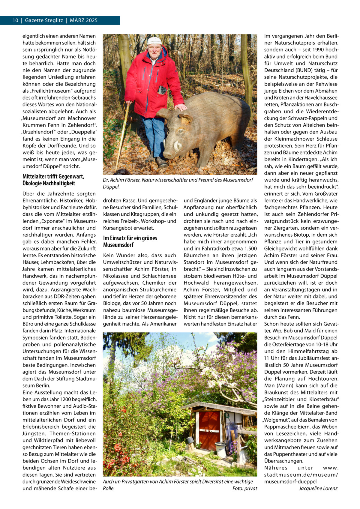 10  |  Gazette Steglitz  |  März 2025 eigentlich einen anderen Namen hatte bekommen sollen, hält sich sein ursprünglich nur als Notlösung gedachter Name bis heute beharrlich. Hatte man doch nie den Namen der zugrunde liegenden Ursiedlung erfahren können oder die Bezeichnung als „Freilichtmuseum“ aufgrund des oft irreführenden Gebrauchs dieses Wortes von den Nationalsozialisten abgelehnt. Auch als „Museumsdorf am Machnower Krummen Fenn in Zehlendorf“, „Urzehlendorf“ oder „Dueppelia“ fand es keinen Eingang in die Köpfe der Dorffreunde. Und so weiß bis heute jeder, was gemeint ist, wenn man vom „Museumsdorf Düppel“ spricht.  Mittelalter trifft Gegenwart, Ökologie Nachhaltigkeit Über die Jahrzehnte sorgten Ehrenamtliche, Historiker, Hobbyhistoriker und Fachleute dafür, dass die vom Mittelalter erzählenden „Exponate“ im Museumsdorf immer anschaulicher und reichhaltiger wurden. Anfangs gab es dabei manchen Fehler, woraus man aber für die Zukunft lernte. Es entstanden historische Häuser, Lehmbackofen, über die Jahre kamen mittelalterliches Handwerk, das in nachempfundener Gewandung vorgeführt wird, dazu. Ausrangierte Wachbaracken aus DDR-Zeiten gaben schließlich ersten Raum für Grabungsbefunde, Küche, Werkraum und primitive Toilette. Sogar ein Büro und eine ganze Schulklasse fanden darin Platz. Internationale Symposien fanden statt, Bodenproben und pollenanalytische Untersuchungen für die Wissenschaft fanden im Museumsdorf beste Bedingungen. Inzwischen agiert das Museumsdorf unter dem Dach der Stiftung Stadtmuseum Berlin. Eine Ausstellung macht das Leben um das Jahr 1200 begreiflich, fiktive Bewohner und Audio-Stationen erzählen vom Leben im mittelalterlichen Dorf und ein Erlebnisbereich begeistert die Jüngsten. Themen-Stationen und Wildtierpfad mit liebevoll geschnitzten Tieren haben ebenso Bezug zum Mittelalter wie die beiden Ochsen im Dorf und lebendigen alten Nutztiere aus diesen Tagen. Sie sind vertreten durch grunzende Weideschweine und mähende Schafe einer be Dr. Achim Förster, Naturwissenschaftler und Freund des Museumsdorf Düppel. drohten Rasse. Und gerngesehene Besucher sind Familien, Schulklassen und Kitagruppen, die ein reiches Freizeit-, Workshop- und Kursangebot erwartet.  Im Einsatz für ein grünes Museumsdorf Kein Wunder also, dass auch Umweltschützer und Naturwissenschaftler Achim Förster, in Nikolassee und Schlachtensee aufgewachsen, Chemiker der anorganischen Strukturchemie und tief im Herzen der geborene Biologe, das vor 50 Jahren noch nahezu baumlose Museumsgelände zu seiner Herzensangelegenheit machte. Als Amerikaner  und Engländer junge Bäume als Anpflanzung nur oberflächlich und unkundig gesetzt hatten, drohten sie nach und nach einzugehen und sollten rausgerissen werden, wie Förster erzählt. „Ich habe mich ihrer angenommen und im Fahrradkorb etwa 1.500 Bäumchen an ihren jetzigen Standort im Museumsdorf gebracht.“ – Sie sind inzwischen zu stolzem biodiversen Hüte- und Hochwald herangewachsen. Achim Förster, Mitglied und späterer Ehrenvorsitzender des Museumsdorf Düppel, stattet ihnen regelmäßige Besuche ab. Nicht nur für diesen bemerkenswerten handfesten Einsatz hat er  Auch im Privatgarten von Achim Förster spielt Diversität eine wichtige Rolle.� Foto: privat  im vergangenen Jahr den Berliner Naturschutzpreis erhalten, sondern auch – seit 1990 hochaktiv und erfolgreich beim Bund für Umwelt und Naturschutz Deutschland (BUND) tätig – für seine Naturschutzprojekte, die beispielsweise an der Rehwiese junge Eichen vor dem Abmähen und Kröten an der Havelchaussee retten, Pflanzaktionen am Buschgraben und die Wiederentdeckung der Schwarz-Pappeln und den Schutz von Alteichen beinhalten oder gegen den Ausbau der Kleinmachnower Schleuse protestieren. Sein Herz für Pflanzen und Bäume entdeckte Achim bereits in Kindertagen. „Als ich sah, wie ein Baum gefällt wurde, dann aber ein neuer gepflanzt wurde und kräftig heranwuchs, hat mich das sehr beeindruckt“, erinnert er sich. Vom Großvater lernte er das Handwerkliche, wie fachgerechtes Pflanzen. Heute ist auch sein Zehlendorfer Privatgrundstück kein erzwungener Ziergarten, sondern ein verwunschenes Biotop, in dem sich Pflanze und Tier in gesundem Gleichgewicht wohlfühlen dank Achim Förster und seiner Frau. Und wenn sich der Naturfreund auch langsam aus der Vorstandsarbeit im Museumsdorf Düppel zurückziehen will, ist er doch an Veranstaltungstagen und in der Natur weiter mit dabei, und begeistert er die Besucher mit seinen interessanten Führungen durch das Fenn. Schon heute sollten sich Gevatter, Wip, Bub und Maid für einen Besuch im Museumsdorf Düppel die Osterfeiertage von 10-18 Uhr und den Himmelfahrtstag ab 11 Uhr für das Jubiläumsfest anlässlich 50  Jahre Museumsdorf Düppel vormerken. Derzeit läuft die Planung auf Hochtouren. Man (Mann) kann sich auf die Braukunst des Mittelalters mit „Steinzeitbier und Klosterbräu“ sowie auf in die Beine gehende Klänge der Mittelalter-Band „Wolgemut“, auf das Bemalen von Pappmaschee-Eiern, das Weben von Lesezeichen, viele Handwerksangebote zum Zusehen und Mitmachen freuen sowie auf das Puppentheater und auf viele Überraschungen. Näheres unter w w w. stadtmuseum.de/museum/ museumsdorf-dueppel � Jacqueline Lorenz