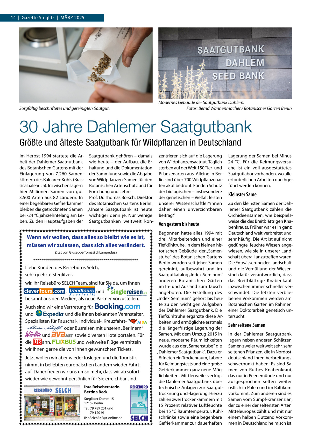 14  |  Gazette Steglitz  |  März 2025  Modernes Gebäude der Saatgutbank Dahlem. � Fotos: Bernd Wannenmacher / Botanischer Garten Berlin  Sorgfältig beschriftetes und gereinigten Saatgut.  30 Jahre Dahlemer Saatgutbank Größte und älteste Saatgutbank für Wildpflanzen in Deutschland Im Herbst 1994 startete die Ar- Saatgutbank gehören – damals beit der Dahlemer Saatgutbank wie heute – der Aufbau, die Erdes Botanischen Gartens mit der haltung und die Dokumentation Einlagerung von 7.260  Samen- der Sammlung sowie die Abgabe körnern des Balearen-Kohls (Bras- von Wildpflanzen-Samen für den sica balearica). Inzwischen lagern Botanischen Artenschutz und für hier Millionen Samen von gut Forschung und Lehre. 3.500  Arten aus 82  Ländern. In Prof. Dr. Thomas Borsch, Direktor einer begehbaren Gefrierkammer des Botanischen Gartens Berlin: bleiben die getrockneten Samen „Unsere Saatgutbank ist heute bei -24 °C jahrzehntelang am Le- wichtiger denn je. Nur wenige ben. Zu den Hauptaufgaben der Saatgutbanken weltweit kon Wenn wir wollen, dass alles so bleibt wie es ist, müssen wir zulassen, dass sich alles verändert. Zitat von Giuseppe Tomasi di Lampedusa  *************************************************** Liebe Kunden des Reisebüros Selch, sehr geehrte Steglitzer, wir, Ihr Reisebüro SELCH Team, sind für Sie da, um Ihnen , und bekannt aus den Medien, als neue Partner vorzustellen. Auch sind wir eine Vertretung für und und die Ihnen bekannten Veranstalter, Spezialisten für Pauschal-, Individual-, Kreuzfahrt-                                                       oder Busreisen mit unseren „Berlinern“ und , sowie diversen Hotelportalen. Für die ahn, und weltweite Flüge vermitteln wir Ihnen gerne die von Ihnen gewünschten Tickets.  Wörlitz  Jetzt wollen wir aber wieder loslegen und die Touristik nimmt in beliebten europäischen Ländern wieder Fahrt auf. Daher freuen wir uns umso mehr, dass wir ab sofort wieder wie gewohnt persönlich für Sie erreichbar sind. Ihre Reiseberaterin Bettina Beck Steglitzer Damm 15 12169 Berlin Tel. 79 789 201 und 79 120 91 RsbSelchFKS@t-online.de  REISEBURO  SELCH  zentrieren sich auf die Lagerung von Wildpflanzensaatgut. Täglich sterben auf der Welt 150 Tier- und Pflanzenarten aus. Alleine in Berlin sind über 700 Wildpflanzenarten akut bedroht. Für den Schutz der biologischen – insbesondere der genetischen – Vielfalt leisten unserer Wissenschaftler*innen daher einen unverzichtbaren Beitrag.“  Von gestern bis heute Begonnen hatte alles 1994 mit drei Mitarbeitenden und einer Tiefkühltruhe. In dem kleinen historischen Gebäude, der „Samenstube“ des Botanischen Gartens Berlin wurden seit jeher Samen gereinigt, aufbewahrt und im Saatgutkatalog „Index Seminum“ anderen Botanischen Gärten im In- und Ausland zum Tausch angeboten. Die Erstellung des „Index Seminum“ gehört bis heute zu den wichtigen Aufgaben der Dahlemer Saatgutbank. Die Tiefkühltruhe ergänzte diese Arbeiten und ermöglichte erstmals die längerfristige Lagerung der Samen. Mit dem Umzug 2015 in neue, moderne Räumlichkeiten wurde aus der „Samenstube“ die „Dahlemer Saatgutbank“. Dazu eröffneten ein Trockenraum, Labore für Keimungstests und eine große Gefrierkammer ganz neue Möglichkeiten. Mittlerweile verfügt die Dahlemer Saatgutbank über technische Anlagen zur Saatguttrocknung und -lagerung. Hierzu zählen zwei Trockenkammern mit 15 Prozent relativer Luftfeuchte bei 15 °C Raumtemperatur, Kühlschränke sowie eine begehbare Gefrierkammer zur dauerhaften  Lagerung der Samen bei Minus 24  °C. Für die Keimungsversuche ist ein voll ausgestattetes Saatgutlabor vorhanden, wo alle erforderlichen Arbeiten durchgeführt werden können.  Kleinster Same Zu den kleinsten Samen der Dahlemer Saatgutbank zählen die Orchideensamen, wie beispielsweise die des Breitblättrigen Knabenkrauts. Früher war es in ganz Deutschland weit verbreitet und sehr häufig. Die Art ist auf nicht gedüngte, feuchte Wiesen angewiesen, wie sie in unserer Landschaft überall anzutreffen waren. Die Entwässerung der Landschaft und die Vergüllung der Wiesen sind dafür verantwortlich, dass das Breitblättrige Knabenkaut inzwischen immer schneller verschwindet. Die letzten verbliebenen Vorkommen werden am Botanischen Garten im Rahmen einer Doktorarbeit genetisch untersucht.  Sehr seltene Samen In der Dahlemer Saatgutbank lagern neben anderen Schätzen Samen zweier weltweit sehr, sehr seltenen Pflanzen, die in Nordostdeutschland ihren Verbreitungsschwerpunkt haben: Es sind Samen von Ruthes Knabenkraut, das nur in Peenemünde und nur ausgesprochen selten weiter östlich in Polen und im Baltikum vorkommt. Zum anderen sind es Samen vom Sumpf-Kranzenzian, der zu einer der seltensten Arten Mitteleuropas zählt und mit nur einem halben Dutzend Vorkommen in Deutschland heimisch ist.