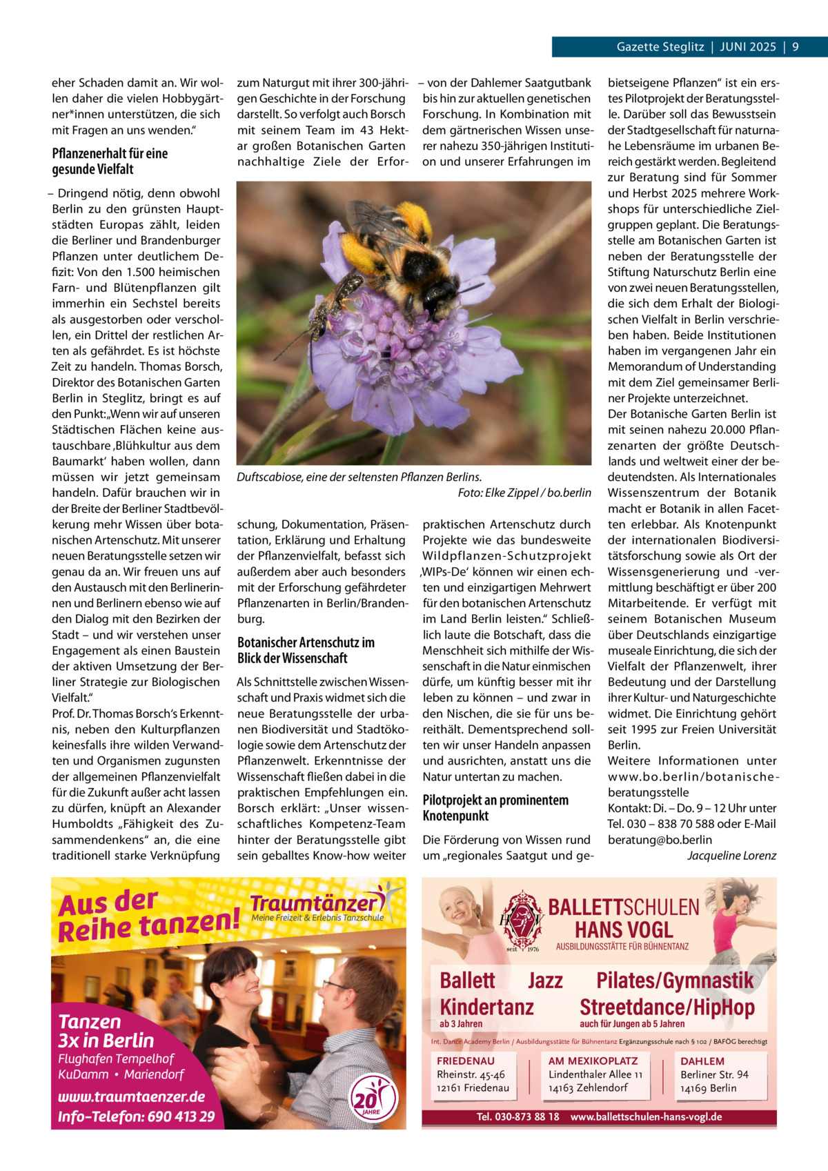 Gazette Steglitz  |  JUNI 2025  |  9 eher Schaden damit an. Wir wollen daher die vielen Hobbygärtner*innen unterstützen, die sich mit Fragen an uns wenden.“  Pflanzenerhalt für eine gesunde Vielfalt – Dringend nötig, denn obwohl Berlin zu den grünsten Hauptstädten Europas zählt, leiden die Berliner und Brandenburger Pflanzen unter deutlichem Defizit: Von den 1.500 heimischen Farn- und Blütenpflanzen gilt immerhin ein Sechstel bereits als ausgestorben oder verschollen, ein Drittel der restlichen Arten als gefährdet. Es ist höchste Zeit zu handeln. Thomas Borsch, Direktor des Botanischen Garten Berlin in Steglitz, bringt es auf den Punkt: „Wenn wir auf unseren Städtischen Flächen keine austauschbare ‚Blühkultur aus dem Baumarkt‘ haben wollen, dann müssen wir jetzt gemeinsam handeln. Dafür brauchen wir in der Breite der Berliner Stadtbevölkerung mehr Wissen über botanischen Artenschutz. Mit unserer neuen Beratungsstelle setzen wir genau da an. Wir freuen uns auf den Austausch mit den Berlinerinnen und Berlinern ebenso wie auf den Dialog mit den Bezirken der Stadt – und wir verstehen unser Engagement als einen Baustein der aktiven Umsetzung der Berliner Strategie zur Biologischen Vielfalt.“ Prof. Dr. Thomas Borsch‘s Erkenntnis, neben den Kulturpflanzen keinesfalls ihre wilden Verwandten und Organismen zugunsten der allgemeinen Pflanzenvielfalt für die Zukunft außer acht lassen zu dürfen, knüpft an Alexander Humboldts „Fähigkeit des Zusammendenkens“ an, die eine traditionell starke Verknüpfung  zum Naturgut mit ihrer 300-jähri- – von der Dahlemer Saatgutbank gen Geschichte in der Forschung bis hin zur aktuellen genetischen darstellt. So verfolgt auch Borsch Forschung. In Kombination mit mit seinem Team im 43  Hekt- dem gärtnerischen Wissen unsear großen Botanischen Garten rer nahezu 350-jährigen Institutinachhaltige Ziele der Erfor- on und unserer Erfahrungen im  Duftscabiose, eine der seltensten Pflanzen Berlins. Foto: Elke Zippel / bo.berlin schung, Dokumentation, Präsen- praktischen Artenschutz durch tation, Erklärung und Erhaltung Projekte wie das bundesweite der Pflanzenvielfalt, befasst sich Wildpflanzen-Schutzprojekt außerdem aber auch besonders ‚WIPs-De‘ können wir einen echmit der Erforschung gefährdeter ten und einzigartigen Mehrwert Pflanzenarten in Berlin/Branden- für den botanischen Artenschutz burg. im Land Berlin leisten.“ Schließlich laute die Botschaft, dass die Botanischer Artenschutz im Menschheit sich mithilfe der WisBlick der Wissenschaft senschaft in die Natur einmischen Als Schnittstelle zwischen Wissen- dürfe, um künftig besser mit ihr schaft und Praxis widmet sich die leben zu können – und zwar in neue Beratungsstelle der urba- den Nischen, die sie für uns benen Biodiversität und Stadtöko- reithält. Dementsprechend solllogie sowie dem Artenschutz der ten wir unser Handeln anpassen Pflanzenwelt. Erkenntnisse der und ausrichten, anstatt uns die Wissenschaft fließen dabei in die Natur untertan zu machen. praktischen Empfehlungen ein. Pilotprojekt an prominentem Borsch erklärt: „Unser wissenKnotenpunkt schaftliches Kompetenz-Team hinter der Beratungsstelle gibt Die Förderung von Wissen rund sein geballtes Know-how weiter um „regionales Saatgut und ge bietseigene Pflanzen“ ist ein erstes Pilotprojekt der Beratungsstelle. Darüber soll das Bewusstsein der Stadtgesellschaft für naturnahe Lebensräume im urbanen Bereich gestärkt werden. Begleitend zur Beratung sind für Sommer und Herbst 2025 mehrere Workshops für unterschiedliche Zielgruppen geplant. Die Beratungsstelle am Botanischen Garten ist neben der Beratungsstelle der Stiftung Naturschutz Berlin eine von zwei neuen Beratungsstellen, die sich dem Erhalt der Biologischen Vielfalt in Berlin verschrieben haben. Beide Institutionen haben im vergangenen Jahr ein Memorandum of Understanding mit dem Ziel gemeinsamer Berliner Projekte unterzeichnet. Der Botanische Garten Berlin ist mit seinen nahezu 20.000 Pflanzenarten der größte Deutschlands und weltweit einer der bedeutendsten. Als Internationales Wissenszentrum der Botanik macht er Botanik in allen Facetten erlebbar. Als Knotenpunkt der internationalen Biodiversitätsforschung sowie als Ort der Wissensgenerierung und -vermittlung beschäftigt er über 200 Mitarbeitende. Er verfügt mit seinem Botanischen Museum über Deutschlands einzigartige museale Einrichtung, die sich der Vielfalt der Pflanzenwelt, ihrer Bedeutung und der Darstellung ihrer Kultur- und Naturgeschichte widmet. Die Einrichtung gehört seit 1995 zur Freien Universität Berlin. Weitere Informationen unter w w w.bo.berlin/botanische beratungsstelle Kontakt: Di. – Do. 9 – 12 Uhr unter Tel. 030 – 838 70 588 oder E-Mail beratung@bo.berlin Jacqueline Lorenz  BALLETTSCHULEN HANS VOGL AUSBILDUNGSSTÄTTE FÜR BÜHNENTANZ  Ballett Jazz Pilates/Gymnastik Kindertanz Streetdance/HipHop ab 3 Jahren  auch für Jungen ab 5 Jahren  Int. Dance Academy Berlin / Ausbildungsstätte für Bühnentanz Ergänzungsschule nach § 102 / BAFÖG berechtigt  FRIEDENAU Rheinstr. 45-46 12161 Friedenau  AM MEXIKOPLATZ Lindenthaler Allee 11 14163 Zehlendorf  Tel. 030-873 88 18  DAHLEM Berliner Str. 94 14169 Berlin  www.ballettschulen-hans-vogl.de