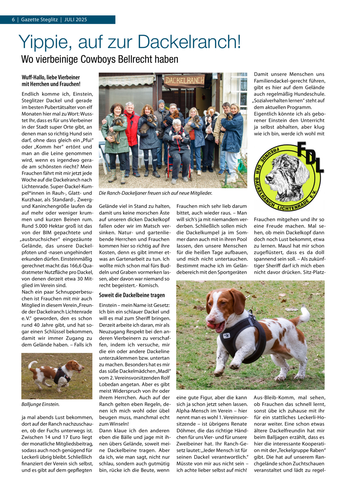 6  |  Gazette Steglitz  |  Juli 2025  Yippie, auf zur Dackelranch! Wo vierbeinige Cowboys Bellrecht haben Damit unsere Menschen uns Familiendackel-gerecht führen, gibt es hier auf dem Gelände auch regelmäßig Hundeschule. „Sozialverhalten lernen“ steht auf dem aktuellen Programm. Eigentlich könnte ich als geborener Einstein den Unterricht ja selbst abhalten, aber klug wie ich bin, werde ich wohl mit  Wuff-Hallo, liebe Vierbeiner mit Herrchen und Frauchen! Endlich komme ich, Einstein, Steglitzer Dackel und gerade im besten Pubertätsalter von elf Monaten hier mal zu Wort: Wusstet Ihr, dass es für uns Vierbeiner in der Stadt super Orte gibt, an denen man so richtig Hund sein darf, ohne dass gleich ein „Pfui“ oder „Komm her“ ertönt und man an die Leine genommen wird, wenn es irgendwo gerade am schönsten riecht? Mein Frauchen fährt mit mir jetzt jede Woche auf die Dackelranch nach Lichtenrade. Super-Dackel-Kumpel*innen in Rauh-, Glatt- und Kurzhaar, als Standard-, Zwergund Kaninchengröße laufen da auf mehr oder weniger krummen und kurzen Beinen rum. Rund 5.000 Hektar groß ist das von der BIM gepachtete und „ausbruchsicher“ eingezäunte Gelände, das unsere Dackelpfoten und -nasen ungehindert erkunden dürfen. Einsteinmäßig gerechnet macht das 166,6 Quadratmeter Nutzfläche pro Dackel, von denen derzeit etwa 30 Mitglied im Verein sind. Nach ein paar Schnupperbesuchen ist Frauchen mit mir auch Mitglied in diesem Verein „Freunde der Dackelranch Lichtenrade e. V.“ geworden, den es schon rund 40 Jahre gibt, und hat sogar einen Schlüssel bekommen, damit wir immer Zugang zu dem Gelände haben. – Falls ich  Balljunge Einstein. ja mal abends Lust bekommen, dort auf der Ranch nachzuschauen, ob der Fuchs unterwegs ist. Zwischen 14 und 17 Euro liegt der monatliche Mitgliedsbeitrag, sodass auch noch genügend für Leckerli übrig bleibt. Schließlich finanziert der Verein sich selbst, und es gibt auf dem gepflegten  Die Ranch-Dackeljaner freuen sich auf neue Mitglieder. Gelände viel in Stand zu halten, damit uns keine morschen Äste auf unseren dicken Dackelkopf fallen oder wir im Matsch versinken. Natur- und gartenliebende Herrchen und Frauchen kommen hier so richtig auf ihre Kosten, denn es gibt immer etwas an Gartenarbeit zu tun. Ich wollte mich schon mal fürs Buddeln und Graben vormerken lassen, aber davon war niemand so recht begeistert.- Komisch.  Frauchen mich sehr lieb darum bittet, auch wieder raus. – Man will sich‘s ja mit niemandem verderben. Schließlich sollen mich die Dackelkumpel ja im Sommer dann auch mit in ihren Pool lassen, den unsere Menschen für die heißen Tage aufbauen, und mich nicht untertauchen. Bestimmt mache ich im Geländebereich mit den Sportgeräten  Frauchen mitgehen und ihr so eine Freude machen. Mal sehen, ob mein Dackelkopf dann doch noch Lust bekommt, etwa zu lernen. Mausl hat mir schon zugeflüstert, dass es da doll spannend sein soll. – Als zukünftiger Sheriff darf ich mich eben nicht davor drücken. Sitz-Platz eine gute Figur, aber die kann sich ja schon jetzt sehen lassen. Alpha-Mensch im Verein – hier nennt man es wohl 1. Vereinsvorsitzende – ist übrigens Renate Döhmer, die das richtige Händchen für uns Vier- und für unsere Zweibeiner hat. Ihr Ranch-Gesetz lautet: „Jeder Mensch ist für seinen Dackel verantwortlich.“ Müsste von mir aus nicht sein – ich achte lieber selbst auf mich!  Aus-Bleib-Komm, mal sehen, ob Frauchen das schnell lernt, sonst übe ich zuhause mit ihr für ein stattliches Leckerli-Honorar weiter. Eine schon etwas ältere Dackelfreundin hat mir beim Balljagen erzählt, dass es hier die interessante Kooperation mit der „Teckelgruppe Raben“ gibt. Die hat auf unserem Ranchgelände schon Zuchtschauen veranstaltet und lädt zu regel Soweit die Dackelbeine tragen Einstein – mein Name ist Gesetz: Ich bin ein schlauer Dackel und will es mal zum Sheriff bringen. Derzeit arbeite ich daran, mir als Neuzugang Respekt bei den anderen Vierbeinern zu verschaffen, indem ich versuche, mir die ein oder andere Dackeline unterzuklemmen bzw. untertan zu machen. Besonders hat es mir das süße Dackelmädchen „Madl“ vom 2. Vereinsvorsitzenden Rolf Lobedan angetan. Aber es gibt meist Widerspruch von ihr oder ihrem Herrchen. Auch auf der Ranch gelten eben Regeln, denen ich mich wohl oder übel beugen muss, manchmal echt zum Winseln! Dann klaue ich den anderen eben die Bälle und jage mit ihnen übers Gelände, soweit meine Dackelbeine tragen. Aber da ich, wie man sagt, nicht nur schlau, sondern auch gutmütig bin, rücke ich die Beute, wenn