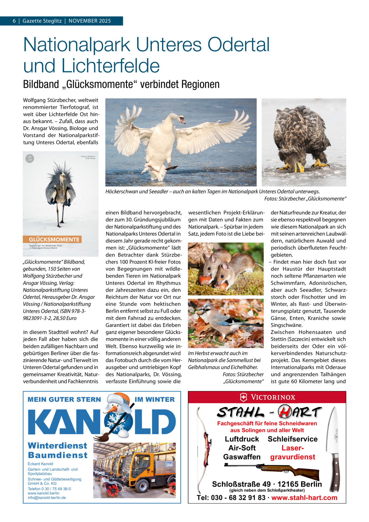 6  |  Gazette Steglitz  |  NOVEMBER 2025  Nationalpark Unteres Odertal und Lichterfelde Bildband „Glücksmomente“ verbindet Regionen Wolfgang Stürzbecher, weltweit renommierter Tierfotograf, ist weit über Lichterfelde Ost hin­ aus bekannt. – Zufall, dass auch Dr. Ansgar Vössing, Biologe und Vorstand der Nationalparkstif­ tung Unteres Odertal, ebenfalls  Höckerschwan und Seeadler – auch an kalten Tagen im Nationalpark Unteres Odertal unterwegs. Fotos: Stürzbecher „Glücksmomente“  „Glücksmomente“ Bildband, gebunden, 150 Seiten von Wolfgang Stürzbecher und Ansgar Vössing, Verlag: Nationalparkstiftung Unteres Odertal, Herausgeber Dr. Ansgar Vössing / Nationalparkstiftung Unteres Odertal, ISBN 978-39823091-3-2, 28,50 Euro in diesem Stadtteil wohnt? Auf jeden Fall aber haben sich die beiden zufälligen Nachbarn und gebürtigen Berliner über die fas­ zinierende Natur­ und Tierwelt im Unteren Odertal gefunden und in gemeinsamer Kreativität, Natur­ verbundenheit und Fachkenntnis  MEIN GUTER STERN  einen Bildband hervorgebracht, der zum 30. Gründungsjubiläum der Nationalparkstiftung und des Nationalparks Unteres Odertal in diesem Jahr gerade recht gekom­ men ist: „Glücksmomente“ lädt den Betrachter dank Stürzbe­ chers 100 Prozent KI­freier Fotos von Begegnungen mit wildle­ benden Tieren im Nationalpark Unteres Odertal im Rhythmus der Jahreszeiten dazu ein, den Reichtum der Natur vor Ort nur eine Stunde vom hektischen Berlin entfernt selbst zu Fuß oder mit dem Fahrrad zu entdecken. Garantiert ist dabei das Erleben ganz eigener besonderer Glücks­ momente in einer völlig anderen Welt. Ebenso kurzweilig wie in­ formationsreich abgerundet wird das Fotobuch durch die vom Her­ ausgeber und umtriebigen Kopf des Nationalparks, Dr.  Vössing, verfasste Einführung sowie die  der Naturfreunde zur Kreatur, der sie ebenso respektvoll begegnen wie diesem Nationalpark an sich mit seinen artenreichen Laubwäl­ dern, natürlichem Auwald und periodisch überfluteten Feucht­ gebieten. – Findet man hier doch fast vor der Haustür der Hauptstadt noch seltene Pflanzenarten wie Schwimmfarn, Adonisröschen, aber auch Seeadler, Schwarz­ storch oder Fischotter und im Winter, als Rast­ und Überwin­ terungsplatz genutzt, Tausende Gänse, Enten, Kraniche sowie Singschwäne. Zwischen Hohensaaten und Stettin (Szczecin) entwickelt sich beiderseits der Oder ein völ­ Im Herbst erwacht auch im kerverbindendes Naturschutz­ Nationalpark die Sammellust bei projekt. Das Kerngebiet dieses Internationalparks mit Oderaue Gelbhalsmaus und Eichelhäher. Fotos: Stürzbecher und angrenzenden Talhängen „Glücksmomente“ ist gute 60  Kilometer lang und wesentlichen Projekt­Erklärun­ gen mit Daten und Fakten zum Nationalpark. – Spürbar in jedem Satz, jedem Foto ist die Liebe bei­  IM WINTER Fachgeschäft für feine Schneidwaren aus Solingen und aller Welt  Winterdienst Baumdienst Eckard Kanold Garten- und Landschaft- und Sportplatzbau Schnee- und Glättebeseitigung GmbH & Co. KG Telefon 0 30 / 75 49 36-0 www.kanold.berlin info@kanold-berlin.de  Luftdruck Schleifservice Air-Soft LaserGaswaffen gravurdienst  Schloßstraße 49 · 12165 Berlin (gleich neben dem Schloßparktheater)  Tel: 030 - 68 32 91 83 · www.stahl-hart.com