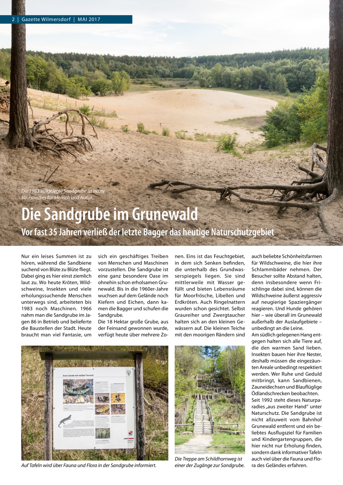 2  |  Gazette Wilmersdorf  |  Mai 2017  Die 1983 stillgelegte Sandgrube ist heute ein Paradies für Mensch und Natur.  Die Sandgrube im Grunewald Vor fast 35 Jahren verließ der letzte Bagger das heutige Naturschutzgebiet Nur ein leises Summen ist zu hören, während die Sandbiene suchend von Blüte zu Blüte fliegt. Dabei ging es hier einst ziemlich laut zu. Wo heute Kröten, Wildschweine, Insekten und viele erholungssuchende Menschen unterwegs sind, arbeiteten bis 1983 noch Maschinen. 1966 nahm man die Sandgrube im Jagen 86 in Betrieb und belieferte die Baustellen der Stadt. Heute braucht man viel Fantasie, um  sich ein geschäftiges Treiben von Menschen und Maschinen vorzustellen. Die Sandgrube ist eine ganz besondere Oase im ohnehin schon erholsamen Grunewald. Bis in die 1960er-Jahre wuchsen auf dem Gelände noch Kiefern und Eichen, dann kamen die Bagger und schufen die Sandgrube. Die 18 Hektar große Grube, aus der Feinsand gewonnen wurde, verfügt heute über mehrere Zo Auf Tafeln wird über Fauna und Flora in der Sandgrube informiert.  nen. Eins ist das Feuchtgebiet, in dem sich Senken befinden, die unterhalb des Grundwasserspiegels liegen. Sie sind mittlerweile mit Wasser gefüllt und bieten Lebensräume für Moorfrösche, Libellen und Erdkröten. Auch Ringelnattern wurden schon gesichtet. Selbst Graureiher und Zwergtaucher halten sich an den kleinen Gewässern auf. Die kleinen Teiche mit den moorigen Rändern sind  Die Treppe am Schildhornweg ist einer der Zugänge zur Sandgrube.  auch beliebte Schönheitsfarmen für Wildschweine, die hier ihre Schlammbäder nehmen. Der Besucher sollte Abstand halten, denn insbesondere wenn Frischlinge dabei sind, können die Wildschweine äußerst aggressiv auf neugierige Spaziergänger reagieren. Und Hunde gehören hier – wie überall im Grunewald außerhalb der Auslaufgebiete – unbedingt an die Leine. Am südlich gelegenen Hang entgegen halten sich alle Tiere auf, die den warmen Sand lieben. Insekten bauen hier ihre Nester, deshalb müssen die eingezäunten Areale unbedingt respektiert werden. Wer Ruhe und Geduld mitbringt, kann Sandbienen, Zauneidechsen und Blauflüglige Ödlandschrecken beobachten. Seit 1992 steht dieses Naturparadies „aus zweiter Hand“ unter Naturschutz. Die Sandgrube ist nicht allzuweit vom Bahnhof Grunewald entfernt und ein beliebtes Ausflugsziel für Familien und Kindergartengruppen, die hier nicht nur Erholung finden, sondern dank informativer Tafeln auch viel über die Fauna und Flora des Geländes erfahren.