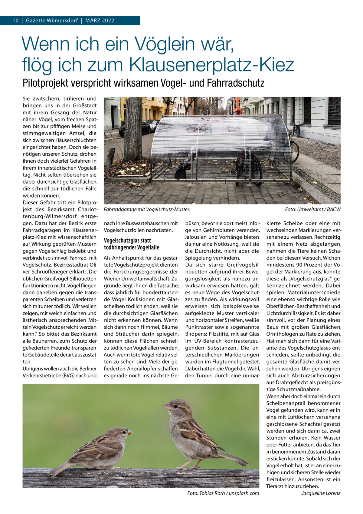 10  |  Gazette Wilmersdorf  |  März 2022  Wenn ich ein Vöglein wär, flög ich zum Klausenerplatz-Kiez Pilotprojekt verspricht wirksamen Vogel- und Fahrradschutz Sie zwitschern, tirilieren und bringen uns in der Großstadt mit ihrem Gesang der Natur näher: Vögel, vom frechen Spatzen bis zur pfiffigen Meise und stimmgewaltigen Amsel, die sich zwischen Häuserschluchten eingerichtet haben. Doch sie benötigen unseren Schutz, drohen ihnen doch vielerlei Gefahren in ihrem innerstädtischen Vogelalltag. Nicht selten übersehen sie dabei durchsichtige Glasflächen, die schnell zur tödlichen Falle werden können. Dieser Gefahr tritt ein Pilotprojekt des Bezirksamt Charlottenburg-Wilmersdorf entgegen. Dazu hat der Bezirk erste Fahrradgaragen im Klausenerplatz-Kiez mit wissenschaftlich auf Wirkung geprüften Mustern gegen Vogelschlag beklebt und verbindet so sinnvoll Fahrrad- mit Vogelschutz. Bezirksstadtrat Oliver Schruoffeneger erklärt: „Die üblichen Greifvogel-Silhouetten funktionieren nicht. Vögel fliegen dann daneben gegen die transparenten Scheiben und verletzen sich mitunter tödlich. Wir wollen zeigen, mit welch einfachen und ästhetisch ansprechenden Mitteln Vogelschutz erreicht werden kann.“ So bittet das Bezirksamt alle Bauherren, zum Schutz der gefiederten Freunde transparente Gebäudeteile derart auszustatten. Übrigens wollen auch die Berliner Verkehrsbetriebe (BVG) nach und  �  Fahrradgarage mit Vogelschutz-Muster.� nach ihre Buswartehäuschen mit Vogelschutzfolien nachrüsten.  Vogelschutzglas statt todbringender Vogelfalle Als Anhaltspunkt für das gestartete Vogelschutzprojekt dienten die Forschungsergebnisse der Wiener Umweltanwaltschaft. Zugrunde liegt ihnen die Tatsache, dass jährlich für hunderttausende Vögel Kollisionen mit Glasscheiben tödlich enden, weil sie die durchsichtigen Glasflächen nicht erkennen können. Wenn sich dann noch Himmel, Bäume und Sträucher darin spiegeln, können diese Flächen schnell zu tödlichen Vogelfallen werden. Auch wenn tote Vögel relativ selten zu sehen sind: Viele der gefiederten Anprallopfer schaffen es gerade noch ins nächste Ge büsch, bevor sie dort meist infolge von Gehirnbluten verenden. Jalousien und Vorhänge bieten da nur eine Notlösung, weil sie die Durchsicht, nicht aber die Spiegelung verhindern. Da sich starre Greifvogelsilhouetten aufgrund ihrer Bewegungslosigkeit als nahezu unwirksam erwiesen hatten, galt es neue Wege des Vogelschutzes zu finden. Als wirkungsvoll erweisen sich beispielsweise aufgeklebte Muster vertikaler und horizontaler Streifen, weiße Punktraster sowie sogenannte Birdpens: Filzstifte, mit auf Glas im UV-Bereich kontrasterzeugenden Substanzen. Die unterschiedlichen Markierungen wurden im Flugtunnel getestet. Dabei hatten die Vögel die Wahl, den Tunnel durch eine unmar Foto: Tobias Roth / unsplash.com  Foto: Umweltamt / BACW kierte Scheibe oder eine mit wechselnden Markierungen versehene zu verlassen. Rechtzeitig mit einem Netz abgefangen, nahmen die Tiere keinen Schaden bei diesem Versuch. Wichen mindestens 90  Prozent der Vögel der Markierung aus, konnte diese als „Vogelschutzglas“ gekennzeichnet werden. Dabei spielen Materialunterschiede eine ebenso wichtige Rolle wie Oberflächen-Beschaffenheit und Lichtdurchlässigkeit. Es ist daher sinnvoll, vor der Planung eines Baus mit großen Glasflächen, Ornithologen zu Rate zu ziehen. Hat man sich dann für eine Variante des Vogelschutzglases entschieden, sollte unbedingt die gesamte Glasfläche damit versehen werden. Übrigens eignen sich auch Absturzsicherungen aus Drahtgeflecht als preisgünstige Schutzmaßnahme. Wenn aber doch einmal ein durch Scheibenanprall benommener Vogel gefunden wird, kann er in eine mit Luftlöchern versehene geschlossene Schachtel gesetzt werden und sich darin ca. zwei Stunden erholen. Kein Wasser oder Futter anbieten, da das Tier in benommenem Zustand daran ersticken könnte. Sobald sich der Vogel erholt hat, ist er an einer ruhigen und sicheren Stelle wieder freizulassen. Ansonsten ist ein Tierarzt hinzuzuziehen. � Jacqueline Lorenz