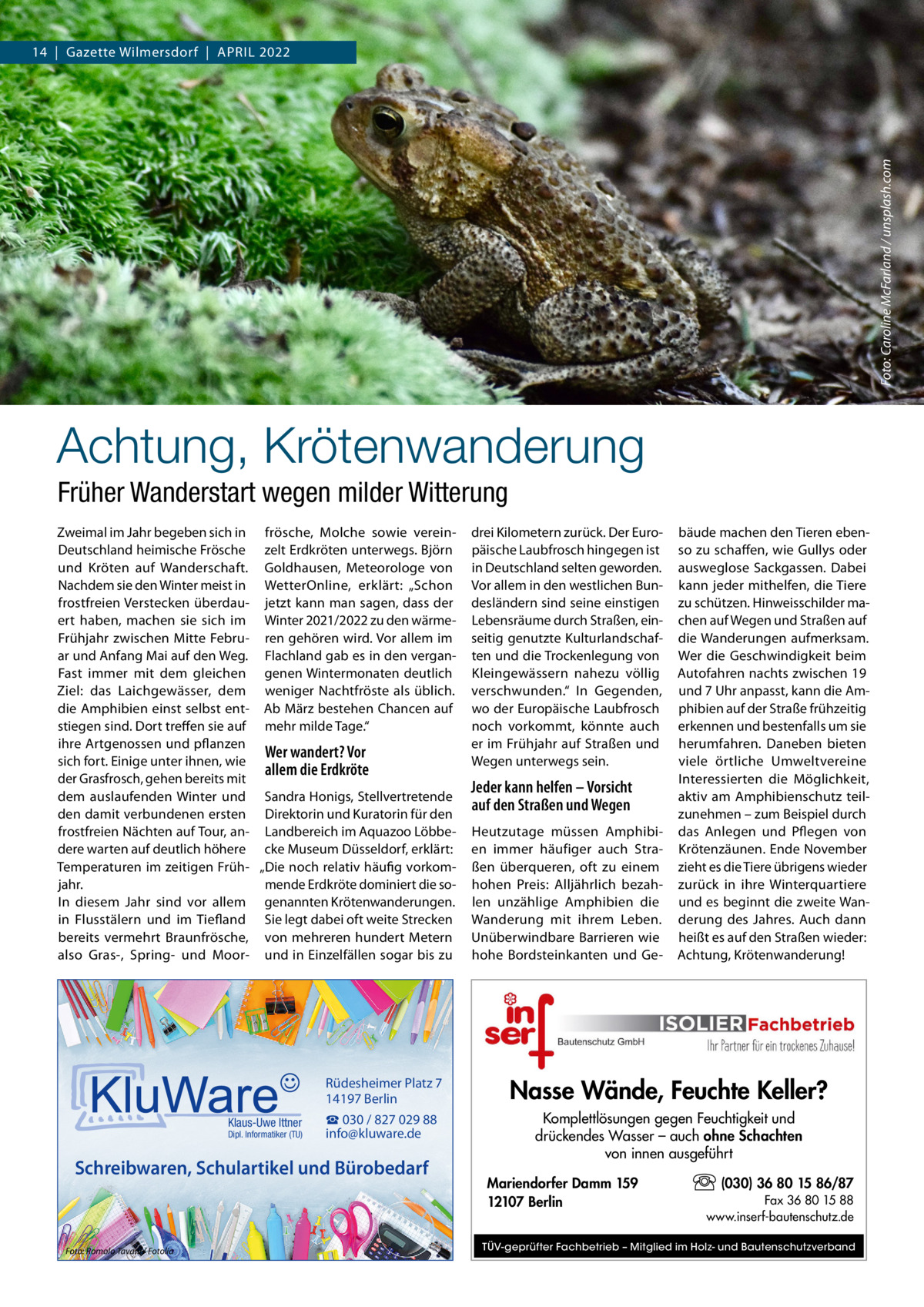 Foto: Caroline McFarland / unsplash.com  14  |  Gazette Wilmersdorf  |  April 2022  Achtung, Krötenwanderung Früher Wanderstart wegen milder Witterung Zweimal im Jahr begeben sich in frösche, Molche sowie vereinDeutschland heimische Frösche zelt Erdkröten unterwegs. Björn und Kröten auf Wanderschaft. Goldhausen, Meteorologe von Nachdem sie den Winter meist in WetterOnline, erklärt: „Schon frostfreien Verstecken überdau- jetzt kann man sagen, dass der ert haben, machen sie sich im Winter 2021/2022 zu den wärmeFrühjahr zwischen Mitte Febru- ren gehören wird. Vor allem im ar und Anfang Mai auf den Weg. Flachland gab es in den verganFast immer mit dem gleichen genen Wintermonaten deutlich Ziel: das Laichgewässer, dem weniger Nachtfröste als üblich. die Amphibien einst selbst ent- Ab März bestehen Chancen auf stiegen sind. Dort treffen sie auf mehr milde Tage.“ ihre Artgenossen und pflanzen Wer wandert? Vor sich fort. Einige unter ihnen, wie allem die Erdkröte der Grasfrosch, gehen bereits mit dem auslaufenden Winter und Sandra Honigs, Stellvertretende den damit verbundenen ersten Direktorin und Kuratorin für den frostfreien Nächten auf Tour, an- Landbereich im Aquazoo Löbbedere warten auf deutlich höhere cke Museum Düsseldorf, erklärt: Temperaturen im zeitigen Früh- „Die noch relativ häufig vorkomjahr. mende Erdkröte dominiert die soIn diesem Jahr sind vor allem genannten Krötenwanderungen. in Flusstälern und im Tiefland Sie legt dabei oft weite Strecken bereits vermehrt Braunfrösche, von mehreren hundert Metern also Gras-, Spring- und Moor- und in Einzelfällen sogar bis zu  Klaus-Uwe Ittner  Dipl. Informatiker (TU)  Jeder kann helfen – Vorsicht auf den Straßen und Wegen Heutzutage müssen Amphibien immer häufiger auch Straßen überqueren, oft zu einem hohen Preis: Alljährlich bezahlen unzählige Amphibien die Wanderung mit ihrem Leben. Unüberwindbare Barrieren wie hohe Bordsteinkanten und Ge bäude machen den Tieren ebenso zu schaffen, wie Gullys oder ausweglose Sackgassen. Dabei kann jeder mithelfen, die Tiere zu schützen. Hinweisschilder machen auf Wegen und Straßen auf die Wanderungen aufmerksam. Wer die Geschwindigkeit beim Autofahren nachts zwischen 19 und 7 Uhr anpasst, kann die Amphibien auf der Straße frühzeitig erkennen und bestenfalls um sie herumfahren. Daneben bieten viele örtliche Umweltvereine Interessierten die Möglichkeit, aktiv am Amphibienschutz teilzunehmen – zum Beispiel durch das Anlegen und Pflegen von Krötenzäunen. Ende November zieht es die Tiere übrigens wieder zurück in ihre Winterquartiere und es beginnt die zweite Wanderung des Jahres. Auch dann heißt es auf den Straßen wieder: Achtung, Krötenwanderung!  Rüdesheimer Platz 7 14197 Berlin  Nasse Wände, Feuchte Keller?  ☎ 030 / 827 029 88 info@kluware.de  Komplettlösungen gegen Feuchtigkeit und drückendes Wasser – auch ohne Schachten von innen ausgeführt  Schreibwaren, Schulartikel und Bürobedarf  Foto: Romolo Tavani / Fotolia  drei Kilometern zurück. Der Europäische Laubfrosch hingegen ist in Deutschland selten geworden. Vor allem in den westlichen Bundesländern sind seine einstigen Lebensräume durch Straßen, einseitig genutzte Kulturlandschaften und die Trockenlegung von Kleingewässern nahezu völlig verschwunden.“ In Gegenden, wo der Europäische Laubfrosch noch vorkommt, könnte auch er im Frühjahr auf Straßen und Wegen unterwegs sein.  Mariendorfer Damm 159 12107 Berlin  (030) 36 80 15 86/87 Fax 36 80 15 88 www.inserf-bautenschutz.de  TÜV-geprüfter Fachbetrieb – Mitglied im Holz- und Bautenschutzverband