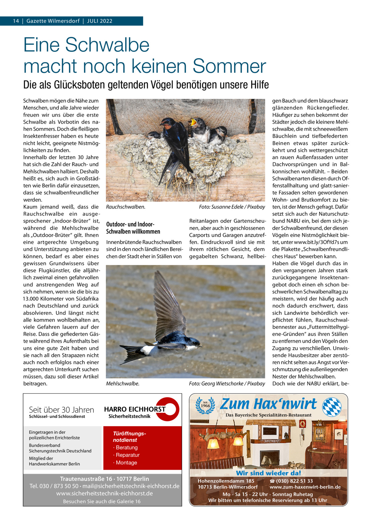 14  |  Gazette Wilmersdorf  |  Juli 2022  Eine Schwalbe macht noch keinen Sommer Die als Glücksboten geltenden Vögel benötigen unsere Hilfe Schwalben mögen die Nähe zum Menschen, und alle Jahre wieder freuen wir uns über die erste Schwalbe als Vorbotin des nahen Sommers. Doch die fleißigen insektenfresser haben es heute nicht leicht, geeignete Nistmöglichkeiten zu finden. innerhalb der letzten 30  Jahre hat sich die Zahl der Rauch- und Mehlschwalben halbiert. Deshalb heißt es, sich auch in Großstädten wie Berlin dafür einzusetzen, dass sie schwalbenfreundlicher werden. Kaum jemand weiß, dass die Rauchschwalbe ein ausgesprochener „indoor-Brüter“ ist, während die Mehlschwalbe als „Outdoor-Brüter“ gilt. ihnen eine artgerechte umgebung und unterstützung anbieten zu können, bedarf es aber eines gewissen Grundwissens über diese Flugkünstler, die alljährlich zweimal einen gefahrvollen und anstrengenden Weg auf sich nehmen, wenn sie die bis zu 13.000 Kilometer von Südafrika nach Deutschland und zurück absolvieren. und längst nicht alle kommen wohlbehalten an, viele Gefahren lauern auf der Reise. Dass die gefiederten Gäste während ihres Aufenthalts bei uns eine gute Zeit haben und sie nach all den Strapazen nicht auch noch erfolglos nach einer artgerechten unterkunft suchen müssen, dazu soll dieser Artikel beitragen.  Rauchschwalben.  Foto: Susanne Edele / Pixabay  innenbrütende Rauchschwalben sind in den noch ländlichen Bereichen der Stadt eher in Ställen von  Reitanlagen oder Gartenscheunen, aber auch in geschlossenen Carports und Garagen anzutreffen. Eindrucksvoll sind sie mit ihrem rötlichen Gesicht, dem gegabelten Schwanz, hellbei Mehlschwalbe.  Foto: Georg Wietschorke / Pixabay  Outdoor- und IndoorSchwalben willkommen  gen Bauch und dem blauschwarz glänzenden Rückengefieder. Häufiger zu sehen bekommt der Städter jedoch die kleinere Mehlschwalbe, die mit schneeweißem Bäuchlein und tiefbefederten Beinen etwas später zurückkehrt und sich wettergeschützt an rauen Außenfassaden unter Dachvorsprüngen und in Balkonnischen wohlfühlt. – Beiden Schwalbenarten diesen durch Offenstallhaltung und glatt-sanierte Fassaden selten gewordenen Wohn- und Brutkomfort zu bieten, ist der Mensch gefragt. Dafür setzt sich auch der Naturschutzbund NABu ein, bei dem sich jeder Schwalbenfreund, der diesen Vögeln eine Nistmöglichkeit bietet, unter www.bit.ly/3OfYd7s um die Plakette „Schwalbenfreundliches Haus“ bewerben kann. Haben die Vögel durch das in den vergangenen Jahren stark zurückgegangene insektenangebot doch einen eh schon beschwerlichen Schwalbenalltag zu meistern, wird der häufig auch noch dadurch erschwert, dass sich landwirte behördlich verpflichtet fühlen, Rauchschwalbennester aus „Futtermittelhygiene-Gründen“ aus ihren Ställen zu entfernen und den Vögeln den Zugang zu verschließen. unwissende Hausbesitzer aber zerstören nicht selten aus Angst vor Verschmutzung die außenliegenden Nester der Mehlschwalben. Doch wie der NABu erklärt, be Seit  1966  Seit über 30 Jahren  Das Bayerische Spezialitäten-Restaurant  Schlüssel- und Schlossdienst  Eingetragen in der polizeilichen Errichterliste Bundesverband Sicherungstechnik Deutschland Mitglied der Handwerkskammer Berlin  Türöffnungsnotdienst · Beratung · Reparatur · Montage  Trautenaustraße 16 · 10717 Berlin Tel. 030 / 873 50 50 · mail@sicherheitstechnik-eichhorst.de www.sicherheitstechnik-eichhorst.de Besuchen Sie auch die Galerie 16  Wir sind wieder da! ☎ (030) 822 51 33 Hohenzollerndamm 185 www.zum-haxenwirt-berlin.de 10713 Berlin-Wilmersdorf Mo - Sa 15 - 22 Uhr · Sonntag Ruhetag Wir bitten um telefonische Reservierung ab 13 Uhr