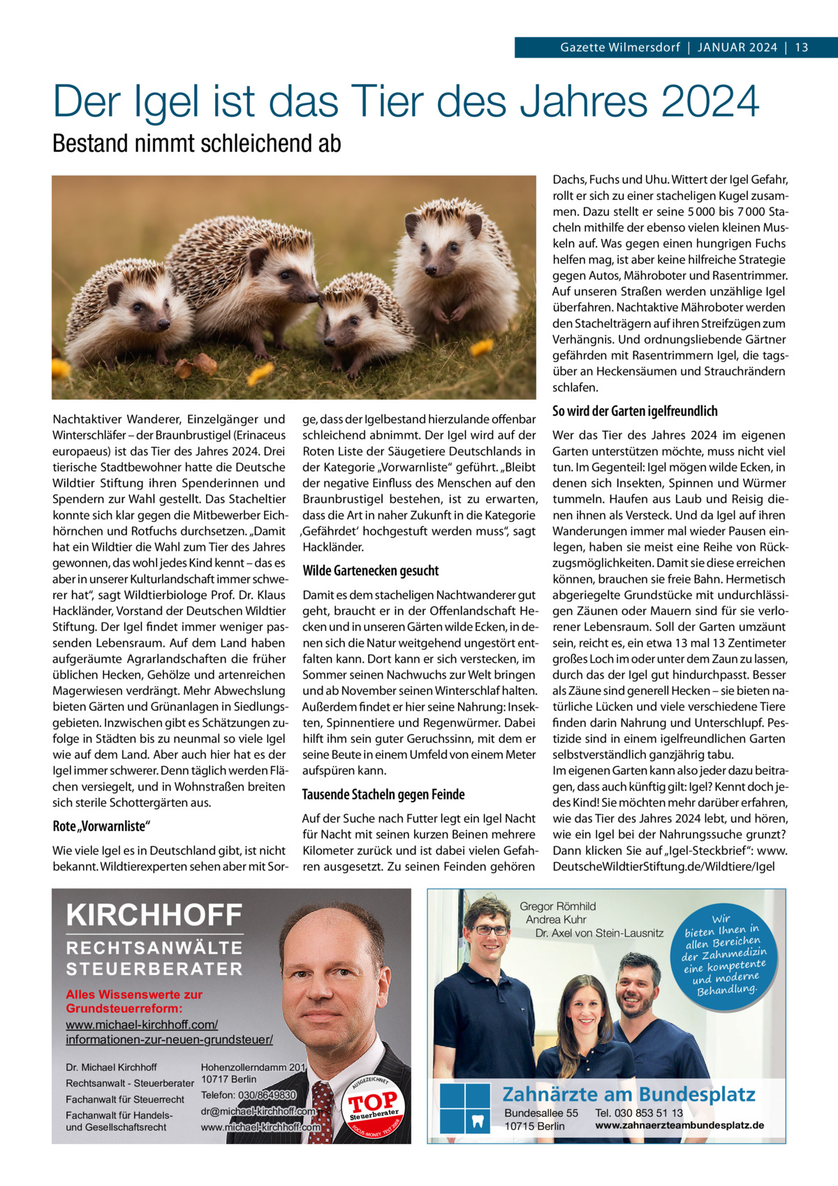 Gazette Wilmersdorf  |  Januar 2024  |  13  Der Igel ist das Tier des Jahres 2024 Bestand nimmt schleichend ab Dachs, Fuchs und Uhu. Wittert der Igel Gefahr, rollt er sich zu einer stacheligen Kugel zusammen. Dazu stellt er seine 5 000 bis 7 000 Stacheln mithilfe der ebenso vielen kleinen Muskeln auf. Was gegen einen hungrigen Fuchs helfen mag, ist aber keine hilfreiche Strategie gegen Autos, Mähroboter und Rasentrimmer. Auf unseren Straßen werden unzählige Igel überfahren. Nachtaktive Mähroboter werden den Stachelträgern auf ihren Streifzügen zum Verhängnis. Und ordnungsliebende Gärtner gefährden mit Rasentrimmern Igel, die tagsüber an Heckensäumen und Strauchrändern schlafen. Nachtaktiver Wanderer, Einzelgänger und ge, dass der Igelbestand hierzulande offenbar Winterschläfer – der Braunbrustigel (Erinaceus schleichend abnimmt. Der Igel wird auf der europaeus) ist das Tier des Jahres 2024. Drei Roten Liste der Säugetiere Deutschlands in tierische Stadtbewohner hatte die Deutsche der Kategorie „Vorwarnliste“ geführt. „Bleibt Wildtier Stiftung ihren Spenderinnen und der negative Einfluss des Menschen auf den Spendern zur Wahl gestellt. Das Stacheltier Braunbrustigel bestehen, ist zu erwarten, konnte sich klar gegen die Mitbewerber Eich- dass die Art in naher Zukunft in die Kategorie hörnchen und Rotfuchs durchsetzen. „Damit ‚Gefährdet‘ hochgestuft werden muss“, sagt hat ein Wildtier die Wahl zum Tier des Jahres Hackländer. gewonnen, das wohl jedes Kind kennt – das es Wilde Gartenecken gesucht aber in unserer Kulturlandschaft immer schwerer hat“, sagt Wildtierbiologe Prof. Dr. Klaus Damit es dem stacheligen Nachtwanderer gut Hackländer, Vorstand der Deutschen Wildtier geht, braucht er in der Offenlandschaft HeStiftung. Der Igel findet immer weniger pas- cken und in unseren Gärten wilde Ecken, in desenden Lebensraum. Auf dem Land haben nen sich die Natur weitgehend ungestört entaufgeräumte Agrarlandschaften die früher falten kann. Dort kann er sich verstecken, im üblichen Hecken, Gehölze und artenreichen Sommer seinen Nachwuchs zur Welt bringen Magerwiesen verdrängt. Mehr Abwechslung und ab November seinen Winterschlaf halten. bieten Gärten und Grünanlagen in Siedlungs- Außerdem findet er hier seine Nahrung: Insekgebieten. Inzwischen gibt es Schätzungen zu- ten, Spinnentiere und Regenwürmer. Dabei folge in Städten bis zu neunmal so viele Igel hilft ihm sein guter Geruchssinn, mit dem er wie auf dem Land. Aber auch hier hat es der seine Beute in einem Umfeld von einem Meter Igel immer schwerer. Denn täglich werden Flä- aufspüren kann. chen versiegelt, und in Wohnstraßen breiten Tausende Stacheln gegen Feinde sich sterile Schottergärten aus. Auf der Suche nach Futter legt ein Igel Nacht Rote „Vorwarnliste“ für Nacht mit seinen kurzen Beinen mehrere Wie viele Igel es in Deutschland gibt, ist nicht Kilometer zurück und ist dabei vielen Gefahbekannt. Wildtierexperten sehen aber mit Sor- ren ausgesetzt. Zu seinen Feinden gehören  KIRCHHOFF  So wird der Garten igelfreundlich Wer das Tier des Jahres 2024 im eigenen Garten unterstützen möchte, muss nicht viel tun. Im Gegenteil: Igel mögen wilde Ecken, in denen sich Insekten, Spinnen und Würmer tummeln. Haufen aus Laub und Reisig dienen ihnen als Versteck. Und da Igel auf ihren Wanderungen immer mal wieder Pausen einlegen, haben sie meist eine Reihe von Rückzugsmöglichkeiten. Damit sie diese erreichen können, brauchen sie freie Bahn. Hermetisch abgeriegelte Grundstücke mit undurchlässigen Zäunen oder Mauern sind für sie verlorener Lebensraum. Soll der Garten umzäunt sein, reicht es, ein etwa 13 mal 13 Zentimeter großes Loch im oder unter dem Zaun zu lassen, durch das der Igel gut hindurchpasst. Besser als Zäune sind generell Hecken – sie bieten natürliche Lücken und viele verschiedene Tiere finden darin Nahrung und Unterschlupf. Pestizide sind in einem igelfreundlichen Garten selbstverständlich ganzjährig tabu. Im eigenen Garten kann also jeder dazu beitragen, dass auch künftig gilt: Igel? Kennt doch jedes Kind! Sie möchten mehr darüber erfahren, wie das Tier des Jahres 2024 lebt, und hören, wie ein Igel bei der Nahrungssuche grunzt? Dann klicken Sie auf „Igel-Steckbrief“: www. DeutscheWildtierStiftung.de/Wildtiere/Igel  Gregor Römhild Andrea Kuhr Dr. Axel von Stein-Lausnitz  RECHTSANWÄLTE S T E U E R B E R AT E R  Alles Wissenswerte zur Grundsteuerreform: www.michael-kirchhoff.com/ informationen-zur-neuen-grundsteuer/ Hohenzollerndamm 201 Rechtsanwalt - Steuerberater 10717 Berlin Telefon: 030/8649830 Fachanwalt für Steuerrecht  Wir in bieten Ihnen en allen Bereich izin der Zahnmed nte eine kompete und moderne . Behandlung  Dr. Michael Kirchhoff  www.michael-kirchhoff.com  EICHNET  A  TOP rater  Steuerbe FO CU S  08  dr@michael-kirchhoff.com  GEZ  20  Fachanwalt für Handelsund Gesellschaftsrecht  US  S -MONEY TE  T  Zahnärzte am Bundesplatz Bundesallee 55 10715 Berlin  Tel. 030 853 51 13  www.zahnaerzteambundesplatz.de