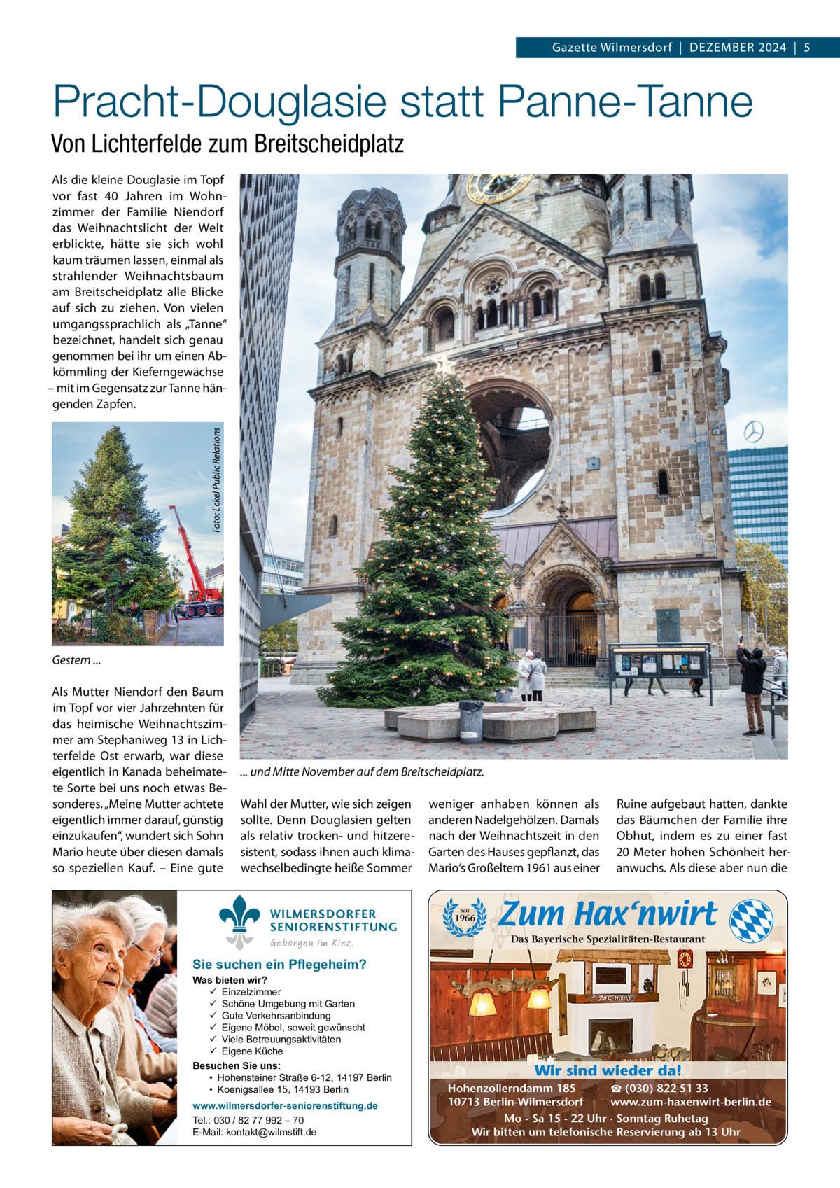 Gazette Wilmersdorf  |  Dezember 2024  |  5  Pracht-Douglasie statt Panne-Tanne Von Lichterfelde zum Breitscheidplatz  Foto: Eckel Public Relations  Als die kleine Douglasie im Topf vor fast 40  Jahren im Wohnzimmer der Familie Niendorf das Weihnachtslicht der Welt erblickte, hätte sie sich wohl kaum träumen lassen, einmal als strahlender Weihnachtsbaum am breitscheidplatz alle blicke auf sich zu ziehen. Von vielen umgangssprachlich als „Tanne“ bezeichnet, handelt sich genau genommen bei ihr um einen Abkömmling der Kieferngewächse – mit im Gegensatz zur Tanne hängenden zapfen.  Gestern ... Als mutter Niendorf den baum im Topf vor vier Jahrzehnten für das heimische Weihnachtszimmer am Stephaniweg 13 in Lichterfelde Ost erwarb, war diese eigentlich in Kanada beheimatete Sorte bei uns noch etwas besonderes. „meine mutter achtete eigentlich immer darauf, günstig einzukaufen“, wundert sich Sohn mario heute über diesen damals so speziellen Kauf. – eine gute  ... und Mitte November auf dem Breitscheidplatz. Wahl der mutter, wie sich zeigen sollte. Denn Douglasien gelten als relativ trocken- und hitzeresistent, sodass ihnen auch klimawechselbedingte heiße Sommer WILMERSDORFER SENIORENSTIFTUNG Geborgen im Kiez.  weniger anhaben können als anderen Nadelgehölzen. Damals nach der Weihnachtszeit in den Garten des Hauses gepflanzt, das mario‘s Großeltern 1961 aus einer  ruine aufgebaut hatten, dankte das bäumchen der Familie ihre Obhut, indem es zu einer fast 20  meter hohen Schönheit heranwuchs. Als diese aber nun die  Seit  1966  Das Bayerische Spezialitäten-Restaurant  Sie suchen ein Pflegeheim?  Was bieten wir?  Einzelzimmer  Schöne Umgebung mit Garten  Gute Verkehrsanbindung  Eigene Möbel, soweit gewünscht  Viele Betreuungsaktivitäten  Eigene Küche Besuchen Sie uns: • Hohensteiner Straße 6-12, 14197 Berlin • Koenigsallee 15, 14193 Berlin www.wilmersdorfer-seniorenstiftung.de Tel.: 030 / 82 77 992 – 70 E-Mail: kontakt@wilmstift.de  Wir sind wieder da! ☎ (030) 822 51 33 Hohenzollerndamm 185 www.zum-haxenwirt-berlin.de 10713 Berlin-Wilmersdorf Mo - Sa 15 - 22 Uhr · Sonntag Ruhetag Wir bitten um telefonische Reservierung ab 13 Uhr
