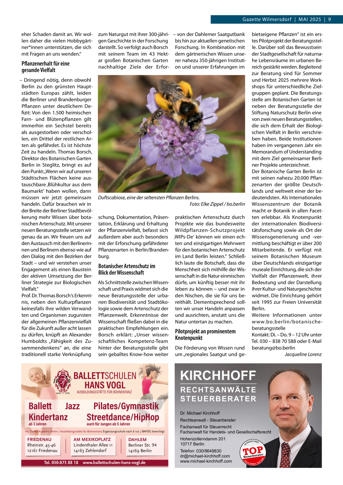 Gazette Wilmersdorf  |  MAI 2025  |  9  Duftscabiose, eine der seltensten Pflanzen Berlins. Foto: Elke Zippel / bo.berlin schung, Dokumentation, Präsen- praktischen Artenschutz durch tation, Erklärung und Erhaltung Projekte wie das bundesweite der Pflanzenvielfalt, befasst sich Wildpflanzen-Schutzprojekt außerdem aber auch besonders ‚WIPs-De‘ können wir einen echmit der Erforschung gefährdeter ten und einzigartigen Mehrwert Pflanzenarten in Berlin/Branden- für den botanischen Artenschutz burg. im Land Berlin leisten.“ Schließlich laute die Botschaft, dass die Botanischer Artenschutz im Menschheit sich mithilfe der WisBlick der Wissenschaft senschaft in die Natur einmischen Als Schnittstelle zwischen Wissen- dürfe, um künftig besser mit ihr schaft und Praxis widmet sich die leben zu können – und zwar in neue Beratungsstelle der urba- den Nischen, die sie für uns benen Biodiversität und Stadtöko- reithält. Dementsprechend solllogie sowie dem Artenschutz der ten wir unser Handeln anpassen Pflanzenwelt. Erkenntnisse der und ausrichten, anstatt uns die Wissenschaft fließen dabei in die Natur untertan zu machen. praktischen Empfehlungen ein. Pilotprojekt an prominentem Borsch erklärt: „Unser wissenKnotenpunkt schaftliches Kompetenz-Team hinter der Beratungsstelle gibt Die Förderung von Wissen rund sein geballtes Know-how weiter um „regionales Saatgut und ge BALLETTSCHULEN HANS VOGL AUSBILDUNGSSTÄTTE FÜR BÜHNENTANZ  Ballett Jazz Pilates/Gymnastik Kindertanz Streetdance/HipHop ab 3 Jahren  auch für Jungen ab 5 Jahren  Int. Dance Academy Berlin / Ausbildungsstätte für Bühnentanz Ergänzungsschule nach § 102 / BAFÖG berechtigt  FRIEDENAU Rheinstr. 45-46 12161 Friedenau  AM MEXIKOPLATZ Lindenthaler Allee 11 14163 Zehlendorf  Tel. 030-873 88 18  DAHLEM Berliner Str. 94 14169 Berlin  www.ballettschulen-hans-vogl.de  KIRCHHOFF RECHTSANWÄLTE S T E U E R B E R AT E R  Dr. Michael Kirchhoff Rechtsanwalt - Steuerberater Fachanwalt für Steuerrecht Fachanwalt für Handels- und Gesellschaftsrecht Hohenzollerndamm 201 10717 Berlin Telefon: 030/8649830 dr@michael-kirchhoff.com www.michael-kirchhoff.com  US  GEZ  EICHNET  TOP rater  Steuerbe FO CU S  08  – Dringend nötig, denn obwohl Berlin zu den grünsten Hauptstädten Europas zählt, leiden die Berliner und Brandenburger Pflanzen unter deutlichem Defizit: Von den 1.500 heimischen Farn- und Blütenpflanzen gilt immerhin ein Sechstel bereits als ausgestorben oder verschollen, ein Drittel der restlichen Arten als gefährdet. Es ist höchste Zeit zu handeln. Thomas Borsch, Direktor des Botanischen Garten Berlin in Steglitz, bringt es auf den Punkt: „Wenn wir auf unseren Städtischen Flächen keine austauschbare ‚Blühkultur aus dem Baumarkt‘ haben wollen, dann müssen wir jetzt gemeinsam handeln. Dafür brauchen wir in der Breite der Berliner Stadtbevölkerung mehr Wissen über botanischen Artenschutz. Mit unserer neuen Beratungsstelle setzen wir genau da an. Wir freuen uns auf den Austausch mit den Berlinerinnen und Berlinern ebenso wie auf den Dialog mit den Bezirken der Stadt – und wir verstehen unser Engagement als einen Baustein der aktiven Umsetzung der Berliner Strategie zur Biologischen Vielfalt.“ Prof. Dr. Thomas Borsch‘s Erkenntnis, neben den Kulturpflanzen keinesfalls ihre wilden Verwandten und Organismen zugunsten der allgemeinen Pflanzenvielfalt für die Zukunft außer acht lassen zu dürfen, knüpft an Alexander Humboldts „Fähigkeit des Zusammendenkens“ an, die eine traditionell starke Verknüpfung  bietseigene Pflanzen“ ist ein erstes Pilotprojekt der Beratungsstelle. Darüber soll das Bewusstsein der Stadtgesellschaft für naturnahe Lebensräume im urbanen Bereich gestärkt werden. Begleitend zur Beratung sind für Sommer und Herbst 2025 mehrere Workshops für unterschiedliche Zielgruppen geplant. Die Beratungsstelle am Botanischen Garten ist neben der Beratungsstelle der Stiftung Naturschutz Berlin eine von zwei neuen Beratungsstellen, die sich dem Erhalt der Biologischen Vielfalt in Berlin verschrieben haben. Beide Institutionen haben im vergangenen Jahr ein Memorandum of Understanding mit dem Ziel gemeinsamer Berliner Projekte unterzeichnet. Der Botanische Garten Berlin ist mit seinen nahezu 20.000 Pflanzenarten der größte Deutschlands und weltweit einer der bedeutendsten. Als Internationales Wissenszentrum der Botanik macht er Botanik in allen Facetten erlebbar. Als Knotenpunkt der internationalen Biodiversitätsforschung sowie als Ort der Wissensgenerierung und -vermittlung beschäftigt er über 200 Mitarbeitende. Er verfügt mit seinem Botanischen Museum über Deutschlands einzigartige museale Einrichtung, die sich der Vielfalt der Pflanzenwelt, ihrer Bedeutung und der Darstellung ihrer Kultur- und Naturgeschichte widmet. Die Einrichtung gehört seit 1995 zur Freien Universität Berlin. Weitere Informationen unter w w w.bo.berlin/botanische beratungsstelle Kontakt: Di. – Do. 9 – 12 Uhr unter Tel. 030 – 838 70 588 oder E-Mail beratung@bo.berlin Jacqueline Lorenz  20  Pflanzenerhalt für eine gesunde Vielfalt  zum Naturgut mit ihrer 300-jähri- – von der Dahlemer Saatgutbank gen Geschichte in der Forschung bis hin zur aktuellen genetischen darstellt. So verfolgt auch Borsch Forschung. In Kombination mit mit seinem Team im 43  Hekt- dem gärtnerischen Wissen unsear großen Botanischen Garten rer nahezu 350-jährigen Institutinachhaltige Ziele der Erfor- on und unserer Erfahrungen im  A  eher Schaden damit an. Wir wollen daher die vielen Hobbygärtner*innen unterstützen, die sich mit Fragen an uns wenden.“  S -MONEY TE  T