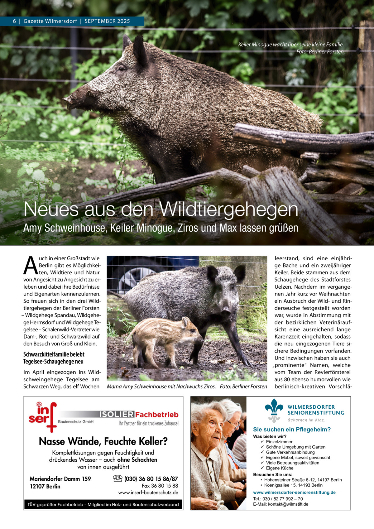 6  |  Gazette Wilmersdorf  |  SEPTEMBER 2025  Keiler Minogue wacht über seine kleine Familie. Foto: Berliner Forsten  Neues aus den Wildtiergehegen Amy Schweinhouse, Keiler Minogue, Ziros und Max lassen grüßen  A  uch in einer Großstadt wie Berlin gibt es Möglichkeiten, Wildtiere und Natur von Angesicht zu Angesicht zu erleben und dabei ihre Bedürfnisse und Eigenarten kennenzulernen. So freuen sich in den drei Wildtiergehegen der Berliner Forsten – Wildgehege Spandau, Wildgehege Hermsdorf und Wildgehege Tegelsee – Schalenwild-Vertreter wie Dam-, Rot- und Schwarzwild auf den Besuch von Groß und Klein.  Schwarzkittelfamilie belebt Tegelsee-Schaugehege neu Im April eingezogen ins Wildschweingehege Tegelsee am Schwarzen Weg, das elf Wochen  leerstand, sind eine einjährige Bache und ein zweijähriger Keiler. Beide stammen aus dem Schaugehege des Stadtforstes Uelzen. Nachdem im vergangenen Jahr kurz vor Weihnachten ein Ausbruch der Wild- und Rinderseuche festgestellt worden war, wurde in Abstimmung mit der bezirklichen Veterinäraufsicht eine ausreichend lange Karenzzeit eingehalten, sodass die neu eingezogenen Tiere sichere Bedingungen vorfanden. Und inzwischen haben sie auch „prominente“ Namen, welche vom Team der Revierförsterei aus 80 ebenso humorvollen wie Mama Amy Schweinhouse mit Nachwuchs Ziros. Foto: Berliner Forsten berlinisch-kreativen VorschläWILMERSDORFER SENIORENSTIFTUNG Geborgen im Kiez.  Sie suchen ein Pflegeheim?  Nasse Wände, Feuchte Keller? Komplettlösungen gegen Feuchtigkeit und drückendes Wasser – auch ohne Schachten von innen ausgeführt Mariendorfer Damm 159 12107 Berlin  (030) 36 80 15 86/87 Fax 36 80 15 88 www.inserf-bautenschutz.de  TÜV-geprüfter Fachbetrieb – Mitglied im Holz- und Bautenschutzverband  Was bieten wir?  Einzelzimmer  Schöne Umgebung mit Garten  Gute Verkehrsanbindung  Eigene Möbel, soweit gewünscht  Viele Betreuungsaktivitäten  Eigene Küche Besuchen Sie uns: • Hohensteiner Straße 6-12, 14197 Berlin • Koenigsallee 15, 14193 Berlin www.wilmersdorfer-seniorenstiftung.de Tel.: 030 / 82 77 992 – 70 E-Mail: kontakt@wilmstift.de