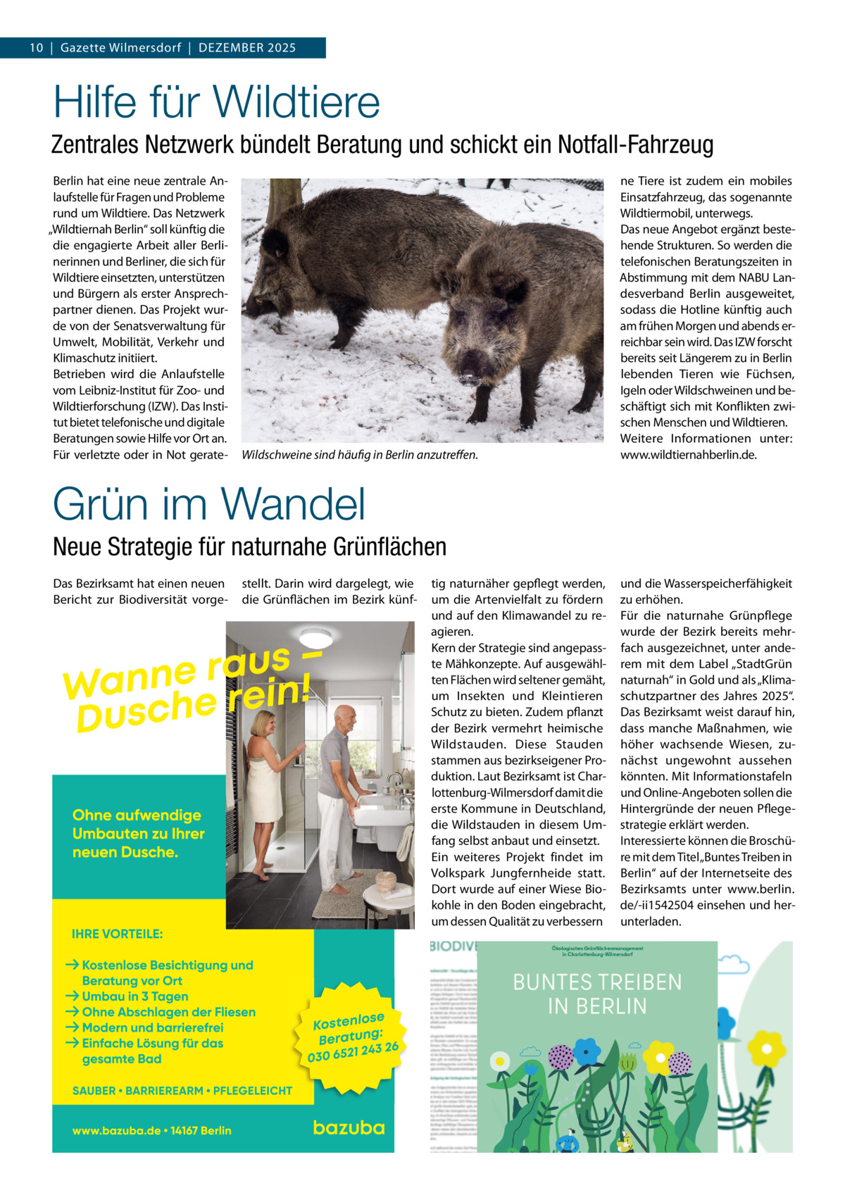 10  |  Gazette Wilmersdorf  |  Dezember 2025  Hilfe für Wildtiere Zentrales Netzwerk bündelt Beratung und schickt ein Notfall-Fahrzeug berlin hat eine neue zentrale Anlaufstelle für Fragen und Probleme rund um Wildtiere. Das Netzwerk „Wildtiernah berlin“ soll künftig die die engagierte Arbeit aller berlinerinnen und berliner, die sich für Wildtiere einsetzten, unterstützen und bürgern als erster Ansprechpartner dienen. Das Projekt wurde von der Senatsverwaltung für Umwelt, mobilität, Verkehr und Klimaschutz initiiert. betrieben wird die Anlaufstelle vom Leibniz-Institut für zoo- und Wildtierforschung (IzW). Das Institut bietet telefonische und digitale beratungen sowie Hilfe vor Ort an. Für verletzte oder in Not gerate Wildschweine sind häufig in Berlin anzutreﬀen.  ne Tiere ist zudem ein mobiles einsatzfahrzeug, das sogenannte Wildtiermobil, unterwegs. Das neue Angebot ergänzt bestehende Strukturen. So werden die telefonischen beratungszeiten in Abstimmung mit dem NAbU Landesverband berlin ausgeweitet, sodass die Hotline künftig auch am frühen morgen und abends erreichbar sein wird. Das IzW forscht bereits seit Längerem zu in berlin lebenden Tieren wie Füchsen, Igeln oder Wildschweinen und beschäftigt sich mit Konflikten zwischen menschen und Wildtieren. Weitere Informationen unter: www.wildtiernahberlin.de.  Grün im Wandel Neue Strategie für naturnahe Grünﬂächen Das bezirksamt hat einen neuen bericht zur biodiversität vorge stellt. Darin wird dargelegt, wie die Grünflächen im bezirk künf tig naturnäher gepflegt werden, um die Artenvielfalt zu fördern und auf den Klimawandel zu reagieren. Kern der Strategie sind angepasste mähkonzepte. Auf ausgewählten Flächen wird seltener gemäht, um Insekten und Kleintieren Schutz zu bieten. zudem pflanzt der bezirk vermehrt heimische Wildstauden. Diese Stauden stammen aus bezirkseigener Produktion. Laut bezirksamt ist Charlottenburg-Wilmersdorf damit die erste Kommune in Deutschland, die Wildstauden in diesem Umfang selbst anbaut und einsetzt. ein weiteres Projekt findet im Volkspark Jungfernheide statt. Dort wurde auf einer Wiese biokohle in den boden eingebracht, um dessen Qualität zu verbessern  und die Wasserspeicherfähigkeit zu erhöhen. Für die naturnahe Grünpflege wurde der bezirk bereits mehrfach ausgezeichnet, unter anderem mit dem Label „StadtGrün naturnah“ in Gold und als „Klimaschutzpartner des Jahres 2025“. Das bezirksamt weist darauf hin, dass manche maßnahmen, wie höher wachsende Wiesen, zunächst ungewohnt aussehen könnten. mit Informationstafeln und Online-Angeboten sollen die Hintergründe der neuen Pflegestrategie erklärt werden. Interessierte können die broschüre mit dem Titel „buntes Treiben in berlin“ auf der Internetseite des bezirksamts unter www.berlin. de/-ii1542504 einsehen und herunterladen.