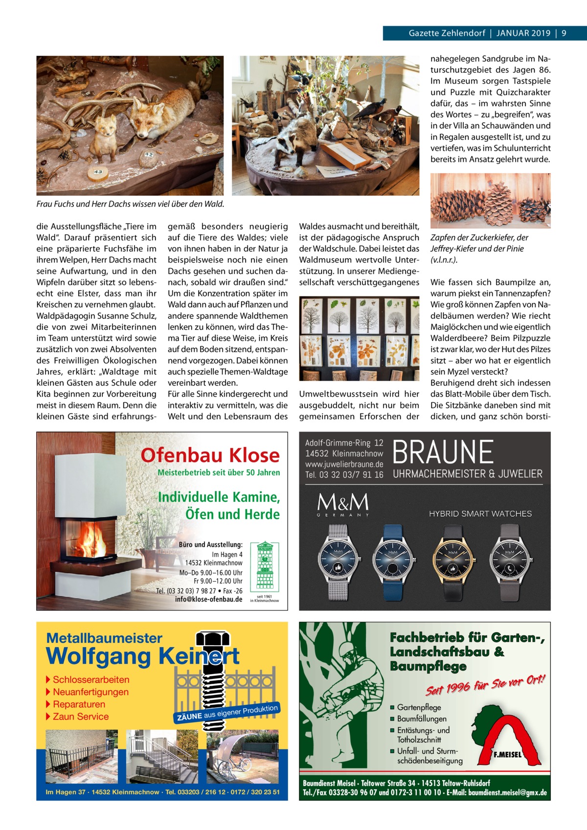 Gazette Zehlendorf  |  Januar 2019  |  9 nahegelegen Sandgrube im Naturschutzgebiet des Jagen 86. Im Museum sorgen Tastspiele und Puzzle mit Quizcharakter dafür, das – im wahrsten Sinne des Wortes – zu „begreifen“, was in der Villa an Schauwänden und in Regalen ausgestellt ist, und zu vertiefen, was im Schulunterricht bereits im Ansatz gelehrt wurde.  Frau Fuchs und Herr Dachs wissen viel über den Wald. die Ausstellungsfläche „Tiere im Wald“. Darauf präsentiert sich eine präparierte Fuchsfähe im ihrem Welpen, Herr Dachs macht seine Aufwartung, und in den Wipfeln darüber sitzt so lebensecht eine Elster, dass man ihr Kreischen zu vernehmen glaubt. Waldpädagogin Susanne Schulz, die von zwei Mitarbeiterinnen im Team unterstützt wird sowie zusätzlich von zwei Absolventen des Freiwilligen Ökologischen Jahres, erklärt: „Waldtage mit kleinen Gästen aus Schule oder Kita beginnen zur Vorbereitung meist in diesem Raum. Denn die kleinen Gäste sind erfahrungs gemäß besonders neugierig auf die Tiere des Waldes; viele von ihnen haben in der Natur ja beispielsweise noch nie einen Dachs gesehen und suchen danach, sobald wir draußen sind.“ Um die Konzentration später im Wald dann auch auf Pflanzen und andere spannende Waldthemen lenken zu können, wird das Thema Tier auf diese Weise, im Kreis auf dem Boden sitzend, entspannend vorgezogen. Dabei können auch spezielle Themen-Waldtage vereinbart werden. Für alle Sinne kindergerecht und interaktiv zu vermitteln, was die Welt und den Lebensraum des  Ofenbau Klose Meisterbetrieb seit über 50 Jahren  Waldes ausmacht und bereithält, ist der pädagogische Anspruch der Waldschule. Dabei leistet das Waldmuseum wertvolle Unterstützung. In unserer Mediengesellschaft verschüttgegangenes  Umweltbewusstsein wird hier ausgebuddelt, nicht nur beim gemeinsamen Erforschen der  Adolf-Grimme-Ring 12 14532 Kleinmachnow www.juwelierbraune.de Tel. 03 32 03/7 91 16  Zapfen der Zuckerkiefer, der Jeffrey-Kiefer und der Pinie (v.l.n.r.). Wie fassen sich Baumpilze an, warum piekst ein Tannenzapfen? Wie groß können Zapfen von Nadelbäumen werden? Wie riecht Maiglöckchen und wie eigentlich Walderdbeere? Beim Pilzpuzzle ist zwar klar, wo der Hut des Pilzes sitzt – aber wo hat er eigentlich sein Myzel versteckt? Beruhigend dreht sich indessen das Blatt-Mobile über dem Tisch. Die Sitzbänke daneben sind mit dicken, und ganz schön borsti BRAUNE  UHRMACHERMEISTER & JUWELIER  Individuelle Kamine, Öfen und Herde Büro und Ausstellung: Im Hagen 4 14532 Kleinmachnow Mo–Do 9.00 –16.00 Uhr Fr 9.00 –12.00 Uhr Tel. (03 32 03) 7 98 27 • Fax -26 info@klose-ofenbau.de  seit 1961 in Kleinmachnow  Metallbaumeister  Fachbetrieb für Garten-, Landschaftsbau & Baumpflege  Wolfgang Keinert ▸ Schlosserarbeiten ▸ Neuanfertigungen ▸ Reparaturen ▸ Zaun Service  Sie vor Ort! Seit 1996 für  roduktion  s eigener P  ZÄUNE au  Im Hagen 37 · 14532 Kleinmachnow · Tel. 033203 / 216 12 · 0172 / 320 23 51  ▪ Gartenpflege ▪ Baumfällungen ▪ Entästungs- und Totholzschnitt ▪ Unfall- und Sturmschädenbeseitigung  F.MEISEL  Baumdienst Meisel · Teltower Straße 34 · 14513 Teltow-Ruhlsdorf Tel./Fax 03328-30 96 07 und 0172-3 11 00 10 · E-Mail: baumdienst.meisel@gmx.de
