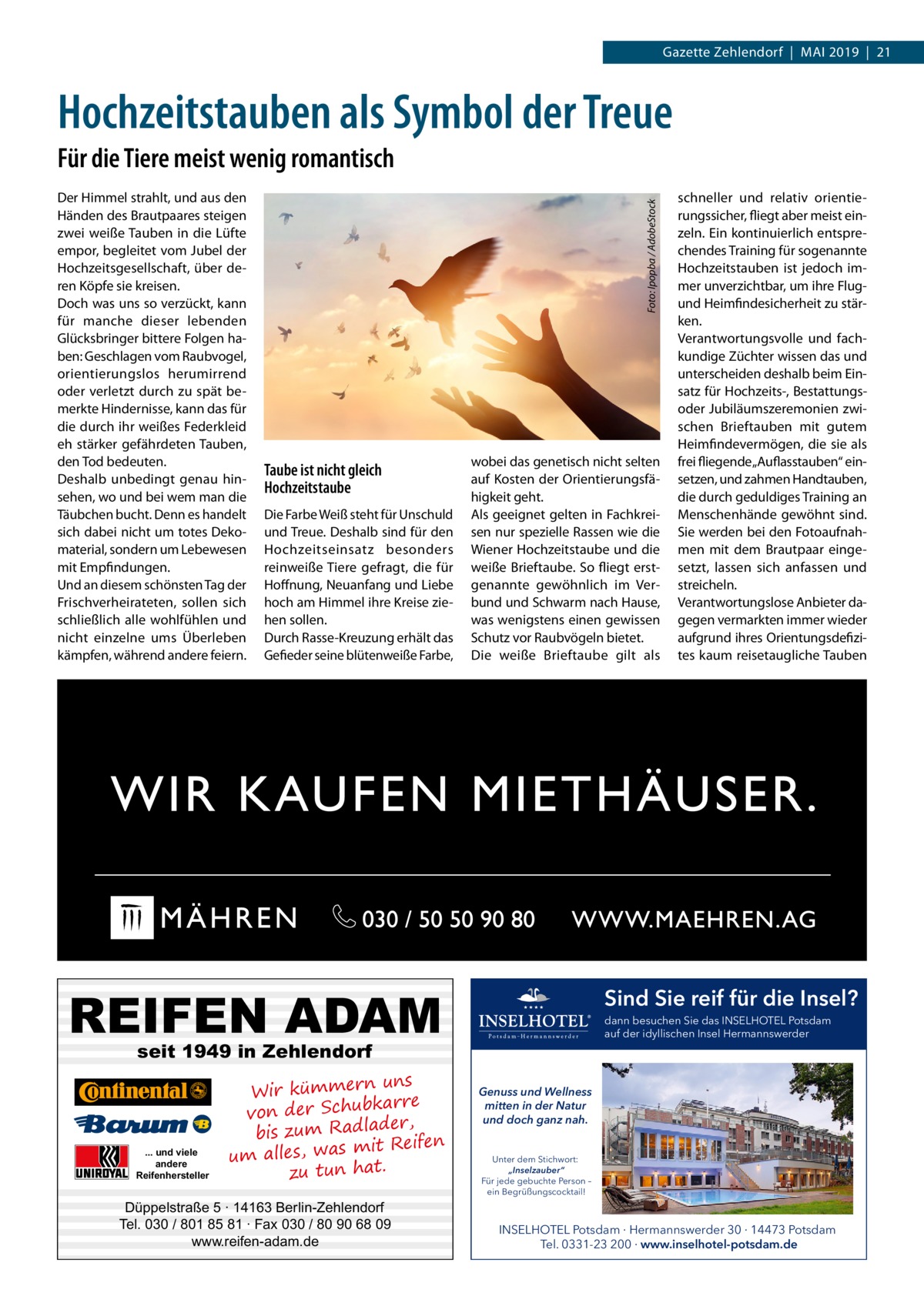 Gazette Zehlendorf  |  Mai 2019  |  21  Hochzeitstauben als Symbol der Treue  �  Der Himmel strahlt, und aus den Händen des Brautpaares steigen zwei weiße Tauben in die Lüfte empor, begleitet vom Jubel der Hochzeitsgesellschaft, über deren Köpfe sie kreisen. Doch was uns so verzückt, kann für manche dieser lebenden Glücksbringer bittere Folgen haben: Geschlagen vom Raubvogel, orientierungslos herumirrend oder verletzt durch zu spät bemerkte Hindernisse, kann das für die durch ihr weißes Federkleid eh stärker gefährdeten Tauben, den Tod bedeuten. Deshalb unbedingt genau hinsehen, wo und bei wem man die Täubchen bucht. Denn es handelt sich dabei nicht um totes Dekomaterial, sondern um Lebewesen mit Empfindungen. Und an diesem schönsten Tag der Frischverheirateten, sollen sich schließlich alle wohlfühlen und nicht einzelne ums Überleben kämpfen, während andere feiern.  Foto: Ipopba / AdobeStock  Für die Tiere meist wenig romantisch  Taube ist nicht gleich Hochzeitstaube Die Farbe Weiß steht für Unschuld und Treue. Deshalb sind für den Hochzeitseinsatz besonders reinweiße Tiere gefragt, die für Hoffnung, Neuanfang und Liebe hoch am Himmel ihre Kreise ziehen sollen. Durch Rasse-Kreuzung erhält das Gefieder seine blütenweiße Farbe,  wobei das genetisch nicht selten auf Kosten der Orientierungsfähigkeit geht. Als geeignet gelten in Fachkreisen nur spezielle Rassen wie die Wiener Hochzeitstaube und die weiße Brieftaube. So fliegt erstgenannte gewöhnlich im Verbund und Schwarm nach Hause, was wenigstens einen gewissen Schutz vor Raubvögeln bietet. Die weiße Brieftaube gilt als  REIFEN ADAM  Sind Sie reif für die Insel? dann besuchen Sie das INSELHOTEL Potsdam auf der idyllischen Insel Hermannswerder  seit 1949 in Zehlendorf  ... und viele andere Reifenhersteller  uns Wir kümmern re ar bk von der Schu er d , bis zum Radla mit Reifen um alles, was zu tun hat.  Düppelstraße 5 · 14163 Berlin-Zehlendorf Tel. 030 / 801 85 81 · Fax 030 / 80 90 68 09 www.reifen-adam.de  schneller und relativ orientierungssicher, fliegt aber meist einzeln. Ein kontinuierlich entsprechendes Training für sogenannte Hochzeitstauben ist jedoch immer unverzichtbar, um ihre Flugund Heimfindesicherheit zu stärken. Verantwortungsvolle und fachkundige Züchter wissen das und unterscheiden deshalb beim Einsatz für Hochzeits-, Bestattungsoder Jubiläumszeremonien zwischen Brieftauben mit gutem Heimfindevermögen, die sie als frei fliegende „Auflasstauben“ einsetzen, und zahmen Handtauben, die durch geduldiges Training an Menschenhände gewöhnt sind. Sie werden bei den Fotoaufnahmen mit dem Brautpaar eingesetzt, lassen sich anfassen und streicheln. Verantwortungslose Anbieter dagegen vermarkten immer wieder aufgrund ihres Orientungsdefizites kaum reisetaugliche Tauben  Genuss und Wellness mitten in der Natur und doch ganz nah. Unter dem Stichwort: „Inselzauber“ Für jede gebuchte Person – ein Begrüßungscocktail!  INSELHOTEL Potsdam · Hermannswerder 30 · 14473 Potsdam Tel. 0331-23 200 · www.inselhotel-potsdam.de