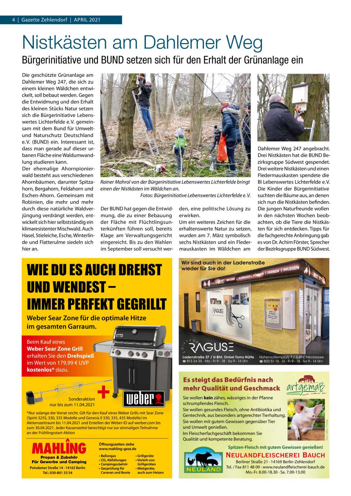 4  |  Gazette Zehlendorf  |  APRIL 2021  Nistkästen am Dahlemer Weg Bürgerinitiative und BUND setzen sich für den Erhalt der Grünanlage ein Die geschützte Grünanlage am Dahlemer Weg 247, die sich zu einem kleinen Wäldchen entwickelt, soll bebaut werden. Gegen die Entwidmung und den Erhalt des kleinen Stücks Natur setzen sich die Bürgerinitiative Lebenswertes Lichterfelde e. V. gemeinsam mit dem Bund für Umweltund Naturschutz Deutschland e. V. (BUND) ein. Interessant ist, dass man gerade auf dieser urbanen Fläche eine Waldumwandlung studieren kann. Der ehemalige Ahornpionierwald besteht aus verschiedenen Ahornbäumen, darunter Spitzahorn, Bergahorn, Feldahorn und Eschen-Ahorn. Gemeinsam mit Robinien, die mehr und mehr durch diese natürliche Waldverjüngung verdrängt werden, entwickelt sich hier selbstständig ein klimaresistenter Mischwald. Auch Hasel, Stieleiche, Esche, Winterlinde und Flatterulme siedeln sich hier an.  Rainer Mahrol von der Bürgerinitiative Lebenswertes Lichterfelde bringt einen der Nistkästen im Wäldchen an. Fotos: Bürgerinitiative Lebenswertes Lichterfelde e. V. Der BUND hat gegen die Entwidmung, die zu einer Bebauung der Fläche mit Flüchtlingsunterkünften führen soll, bereits Klage am Verwaltungsgericht eingereicht. Bis zu den Wahlen im September soll versucht wer WIE DU ES AUCH DREHST UND WENDEST – IMMER PERFEKT GEGRILLT  den, eine politische Lösung zu erwirken. Um ein weiteres Zeichen für die erhaltenswerte Natur zu setzen, wurden am 7. März symbolisch sechs Nistkästen und ein Fledermauskasten im Wäldchen am  Dahlemer Weg 247 angebracht. Drei Nistkästen hat die BUND Bezirksgruppe Südwest gespendet. Drei weitere Nistkästen und einen Fledermauskasten spendete die BI Lebenswertes Lichterfelde e. V. Die Kinder der Bürgerinitiative suchten die Bäume aus, an denen sich nun die Nistkästen befinden. Die jungen Naturfreunde wollen in den nächsten Wochen beobachten, ob die Tiere die Nistkästen für sich entdecken. Tipps für die fachgerechte Anbringung gab es von Dr. Achim Förster, Sprecher der Bezirksgruppe BUND Südwest.  Wir sind auch in der Ladenstraße wieder für Sie da!  Weber Sear Zone für die optimale Hitze im gesamten Garraum.  Sonderaktion nur bis zum 11.04.2021  Ladenstraße 37 / U-Bhf. Onkel Toms Hütte ☎ 813 34 35 · Mo - Fr 9 - 18 · Sa 9 - 14 Uhr  +  Es steigt das Bedürfnis nach mehr Qualität und Geschmack  *Nur solange der Vorrat reicht. Gilt für den Kauf eines Weber Grills mit Sear Zone (Spirit 325S, 330, 335 Modelle und Genesis II 330, 335, 435 Modelle) im Aktionszeitraum bis 11.04.2021 und Erstellen der Weber-ID auf werber.com bis zum 30.04.2021. Jeder Kassenzettel berechtigt nur zur einmaligen Teilnahme an der Frühlingsstart-Aktion  MAHLING Propan & Zubehör Für Gewerbe und Camping  Potsdamer Straße 14 · 14163 Berlin Tel.: 030-801 53 54  Öffnungszeiten siehe www.mahling-gase.de • Ballongas • CO2 Abfüllungen • Campingzubehör • Gasprüfung für Caravan und Boote  Hohenzollernplatz 7 / S-Bhf. Nikolassee ☎ 803 51 15 · Di - Fr 9 - 18 · Sa 9 - 14 Uhr  • Grillgeräte • Verleih von Grillgeräten • Mietgeräte, auch zum Heizen  Sie wollen kein zähes, wässriges in der Pfanne schrumpfendes Fleisch. Sie wollen gesundes Fleisch, ohne Antibiotika und Gentechnik, aus besonders artgerechter Tierhaltung. Sie wollen mit gutem Gewissen gegenüber Tier und Umwelt genießen. Im Fleischerfachgeschäft bekommen Sie Qualität und kompetente Beratung. Spitzen-Fleisch mit gutem Gewissen genießen!  Neulandfleischerei Bauch Berliner Straße 21 · 14169 Berlin-Zehlendorf Tel. / Fax 811 48 09 · www.neulandfleischerei-bauch.de Mo.-Fr. 8.00-18.30 · Sa. 7.00-13.00  Foto: Lilifox / Fotolia  Beim Kauf eines Weber Sear Zone Grill erhalten Sie den Drehspieß im Wert von 179,99 € UVP kostenlos* dazu.