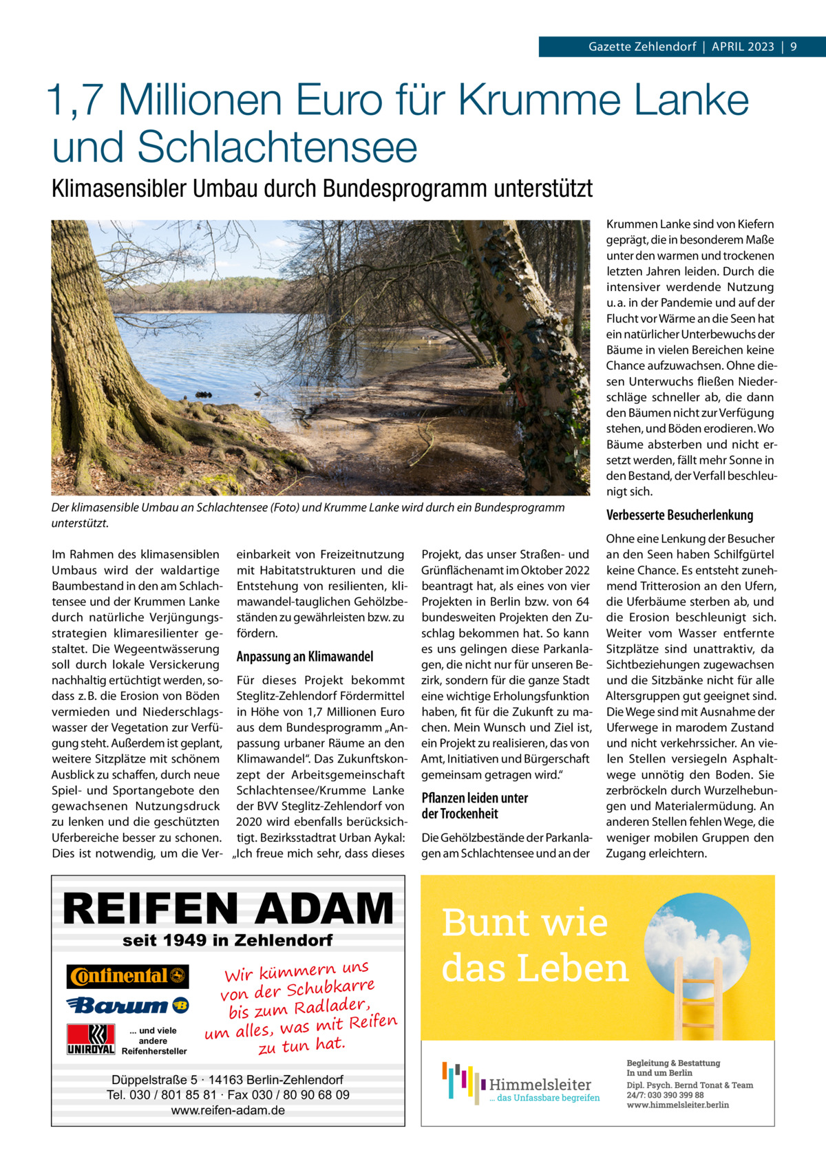 Gazette Zehlendorf  |  April 2023  |  9  1,7 Millionen Euro für Krumme Lanke und Schlachtensee Klimasensibler Umbau durch Bundesprogramm unterstützt Krummen Lanke sind von Kiefern geprägt, die in besonderem Maße unter den warmen und trockenen letzten Jahren leiden. Durch die intensiver werdende Nutzung u. a. in der Pandemie und auf der Flucht vor Wärme an die Seen hat ein natürlicher Unterbewuchs der Bäume in vielen Bereichen keine Chance aufzuwachsen. Ohne diesen Unterwuchs fließen Niederschläge schneller ab, die dann den Bäumen nicht zur Verfügung stehen, und Böden erodieren. Wo Bäume absterben und nicht ersetzt werden, fällt mehr Sonne in den Bestand, der Verfall beschleunigt sich. Der klimasensible Umbau an Schlachtensee (Foto) und Krumme Lanke wird durch ein Bundesprogramm unterstützt. Im Rahmen des klimasensiblen einbarkeit von Freizeitnutzung Umbaus wird der waldartige mit Habitatstrukturen und die Baumbestand in den am Schlach- Entstehung von resilienten, klitensee und der Krummen Lanke mawandel-tauglichen Gehölzbedurch natürliche Verjüngungs- ständen zu gewährleisten bzw. zu strategien klimaresilienter ge- fördern. staltet. Die Wegeentwässerung Anpassung an Klimawandel soll durch lokale Versickerung nachhaltig ertüchtigt werden, so- Für dieses Projekt bekommt dass z. B. die Erosion von Böden Steglitz-Zehlendorf Fördermittel vermieden und Niederschlags- in Höhe von 1,7 Millionen Euro wasser der Vegetation zur Verfü- aus dem Bundesprogramm „Angung steht. Außerdem ist geplant, passung urbaner Räume an den weitere Sitzplätze mit schönem Klimawandel“. Das ZukunftskonAusblick zu schaffen, durch neue zept der Arbeitsgemeinschaft Spiel- und Sportangebote den Schlachtensee/Krumme Lanke gewachsenen Nutzungsdruck der BVV Steglitz-Zehlendorf von zu lenken und die geschützten 2020 wird ebenfalls berücksichUferbereiche besser zu schonen. tigt. Bezirksstadtrat Urban Aykal: Dies ist notwendig, um die Ver- „Ich freue mich sehr, dass dieses  REIFEN ADAM seit 1949 in Zehlendorf  ... und viele andere Reifenhersteller  uns Wir kümmern re ar bk von der Schu er d , bis zum Radla mit Reifen um alles, was zu tun hat.  Düppelstraße 5 · 14163 Berlin-Zehlendorf Tel. 030 / 801 85 81 · Fax 030 / 80 90 68 09 www.reifen-adam.de  Projekt, das unser Straßen- und Grünflächenamt im Oktober 2022 beantragt hat, als eines von vier Projekten in Berlin bzw. von 64 bundesweiten Projekten den Zuschlag bekommen hat. So kann es uns gelingen diese Parkanlagen, die nicht nur für unseren Bezirk, sondern für die ganze Stadt eine wichtige Erholungsfunktion haben, fit für die Zukunft zu machen. Mein Wunsch und Ziel ist, ein Projekt zu realisieren, das von Amt, Initiativen und Bürgerschaft gemeinsam getragen wird.“  Pflanzen leiden unter der Trockenheit Die Gehölzbestände der Parkanlagen am Schlachtensee und an der  Verbesserte Besucherlenkung Ohne eine Lenkung der Besucher an den Seen haben Schilfgürtel keine Chance. Es entsteht zunehmend Tritterosion an den Ufern, die Uferbäume sterben ab, und die Erosion beschleunigt sich. Weiter vom Wasser entfernte Sitzplätze sind unattraktiv, da Sichtbeziehungen zugewachsen und die Sitzbänke nicht für alle Altersgruppen gut geeignet sind. Die Wege sind mit Ausnahme der Uferwege in marodem Zustand und nicht verkehrssicher. An vielen Stellen versiegeln Asphaltwege unnötig den Boden. Sie zerbröckeln durch Wurzelhebungen und Materialermüdung. An anderen Stellen fehlen Wege, die weniger mobilen Gruppen den Zugang erleichtern.