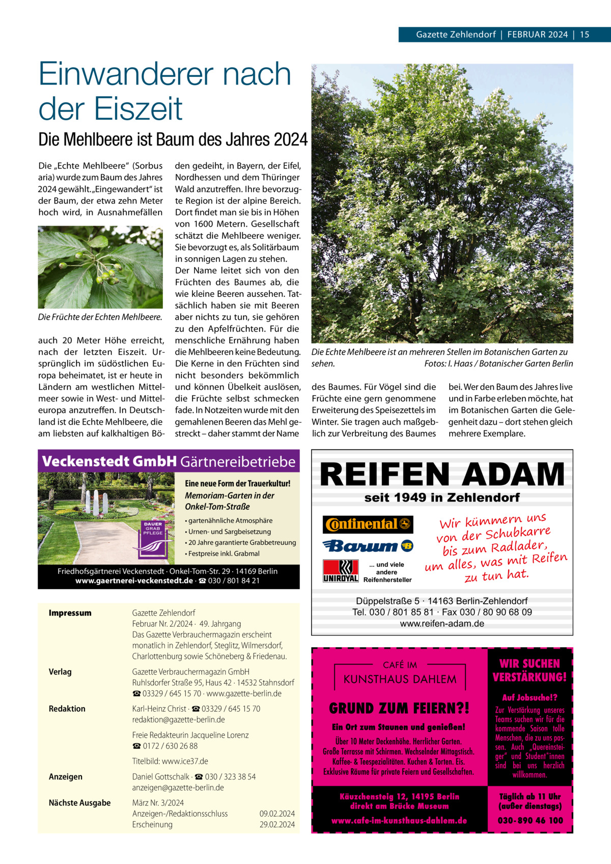 Gazette Zehlendorf  |  Februar 2024  |  15  Einwanderer nach der Eiszeit Die Mehlbeere ist Baum des Jahres 2024 Die „Echte Mehlbeere“ (Sorbus aria) wurde zum Baum des Jahres 2024 gewählt. „Eingewandert“ ist der Baum, der etwa zehn Meter hoch wird, in Ausnahmefällen  Die Früchte der Echten Mehlbeere. auch 20  Meter Höhe erreicht, nach der letzten Eiszeit. Ursprünglich im südöstlichen Europa beheimatet, ist er heute in Ländern am westlichen Mittelmeer sowie in West- und Mitteleuropa anzutreffen. In Deutschland ist die Echte Mehlbeere, die am liebsten auf kalkhaltigen Bö den gedeiht, in Bayern, der Eifel, Nordhessen und dem Thüringer Wald anzutreffen. Ihre bevorzugte Region ist der alpine Bereich. Dort findet man sie bis in Höhen von 1600  Metern. Gesellschaft schätzt die Mehlbeere weniger. Sie bevorzugt es, als Solitärbaum in sonnigen Lagen zu stehen. Der Name leitet sich von den Früchten des Baumes ab, die wie kleine Beeren aussehen. Tatsächlich haben sie mit Beeren aber nichts zu tun, sie gehören zu den Apfelfrüchten. Für die menschliche Ernährung haben die Mehlbeeren keine Bedeutung. Die Kerne in den Früchten sind nicht besonders bekömmlich und können Übelkeit auslösen, die Früchte selbst schmecken fade. In Notzeiten wurde mit den gemahlenen Beeren das Mehl gestreckt – daher stammt der Name  Veckenstedt GmbH Gärtnereibetriebe Eine neue Form der Trauerkultur! Memoriam-Garten in der Onkel-Tom-Straße  Die Echte Mehlbeere ist an mehreren Stellen im Botanischen Garten zu sehen.� Fotos: I. Haas / Botanischer Garten Berlin des Baumes. Für Vögel sind die Früchte eine gern genommene Erweiterung des Speisezettels im Winter. Sie tragen auch maßgeblich zur Verbreitung des Baumes  REIFEN ADAM seit 1949 in Zehlendorf  • gartenähnliche Atmosphäre • Urnen- und Sargbeisetzung • 20 Jahre garantierte Grabbetreuung • Festpreise inkl. Grabmal  Friedhofsgärtnerei Veckenstedt · Onkel-Tom-Str. 29 · 14169 Berlin www.gaertnerei-veckenstedt.de · ☎ 030 / 801 84 21  Impressum	  Gazette Zehlendorf Februar Nr. 2/2024 ·  49. Jahrgang Das Gazette Verbrauchermagazin erscheint monatlich in Zehlendorf, Steglitz, Wilmersdorf, Charlottenburg sowie Schöneberg & Friedenau.  Verlag	  Gazette Verbrauchermagazin GmbH Ruhlsdorfer Straße 95, Haus 42 · 14532 Stahnsdorf ☎ 03329 / 645 15 70 · www.gazette-berlin.de  Redaktion	  Karl-Heinz Christ · ☎ 03329 / 645 15 70 redaktion@gazette-berlin.de  	  Freie Redakteurin Jacqueline Lorenz ☎ 0172 / 630 26 88  	  Titelbild: www.ice37.de  Anzeigen	  Daniel Gottschalk · ☎ 030 / 323 38 54 anzeigen@gazette-berlin.de  Nächste Ausgabe	  März Nr. 3/2024 Anzeigen-/Redaktionsschluss	09.02.2024 Erscheinung	29.02.2024  bei. Wer den Baum des Jahres live und in Farbe erleben möchte, hat im Botanischen Garten die Gelegenheit dazu – dort stehen gleich mehrere Exemplare.  ... und viele andere Reifenhersteller  uns Wir kümmern bkarre von der Schu der, bis zum Radla mit Reifen um alles, was zu tun hat.  Düppelstraße 5 · 14163 Berlin-Zehlendorf Tel. 030 / 801 85 81 · Fax 030 / 80 90 68 09 www.reifen-adam.de