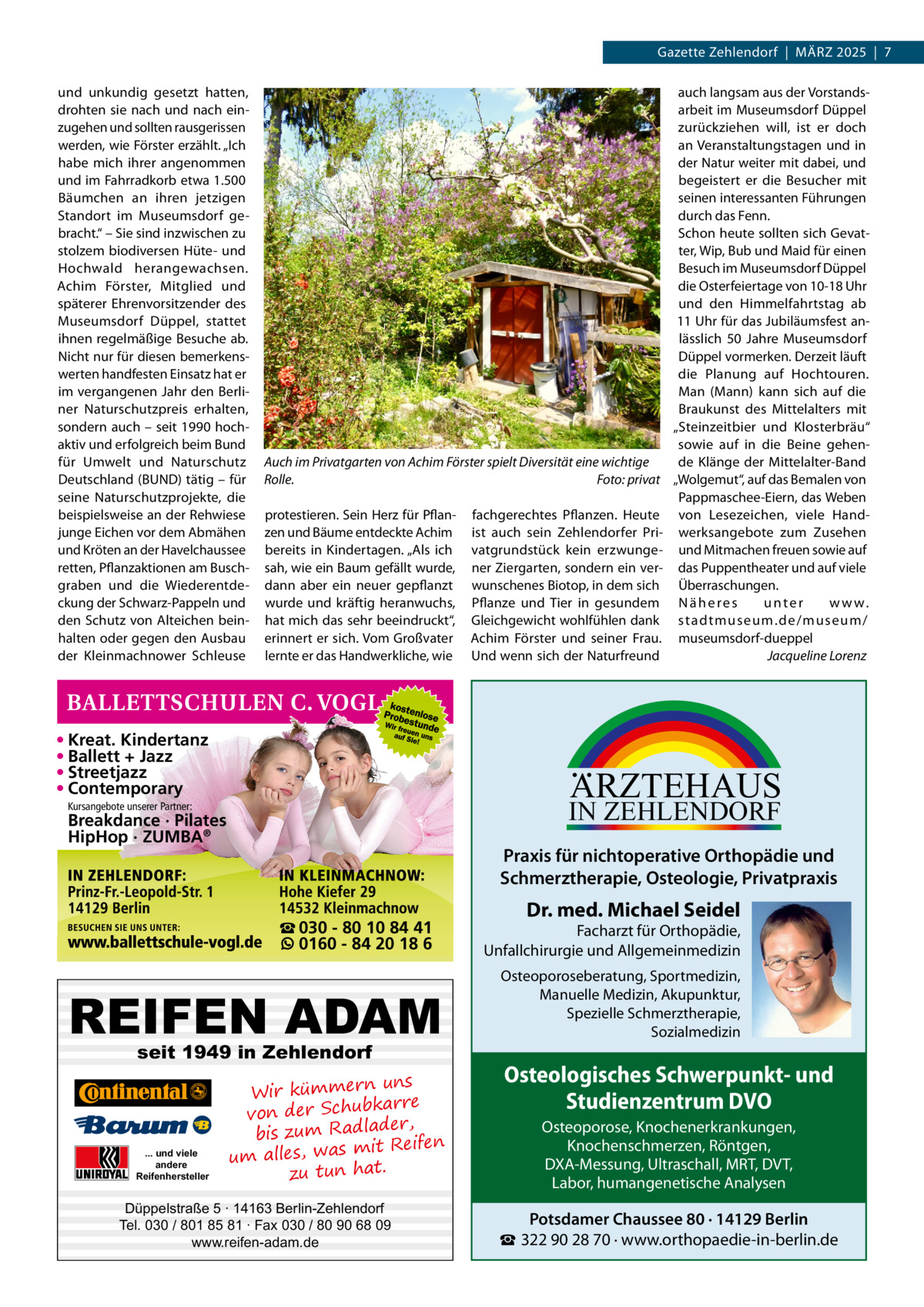 Gazette Zehlendorf  |  März 2025  |  7 und unkundig gesetzt hatten, drohten sie nach und nach einzugehen und sollten rausgerissen werden, wie Förster erzählt. „Ich habe mich ihrer angenommen und im Fahrradkorb etwa 1.500 Bäumchen an ihren jetzigen Standort im Museumsdorf gebracht.“ – Sie sind inzwischen zu stolzem biodiversen Hüte- und Hochwald herangewachsen. Achim Förster, Mitglied und späterer Ehrenvorsitzender des Museumsdorf Düppel, stattet ihnen regelmäßige Besuche ab. Nicht nur für diesen bemerkenswerten handfesten Einsatz hat er im vergangenen Jahr den Berliner Naturschutzpreis erhalten, sondern auch – seit 1990 hochaktiv und erfolgreich beim Bund für Umwelt und Naturschutz Deutschland (BUND) tätig – für seine Naturschutzprojekte, die beispielsweise an der Rehwiese junge Eichen vor dem Abmähen und Kröten an der Havelchaussee retten, Pflanzaktionen am Buschgraben und die Wiederentdeckung der Schwarz-Pappeln und den Schutz von Alteichen beinhalten oder gegen den Ausbau der Kleinmachnower Schleuse  Auch im Privatgarten von Achim Förster spielt Diversität eine wichtige Rolle.� Foto: privat protestieren. Sein Herz für Pflanzen und Bäume entdeckte Achim bereits in Kindertagen. „Als ich sah, wie ein Baum gefällt wurde, dann aber ein neuer gepflanzt wurde und kräftig heranwuchs, hat mich das sehr beeindruckt“, erinnert er sich. Vom Großvater lernte er das Handwerkliche, wie  • Kreat. Kindertanz • Ballett + Jazz • Streetjazz • Contemporary  ARZTEHAUS  IN ZEHLENDORF  Kursangebote unserer Partner:  Breakdance · Pilates HipHop · ZUMBA®  Praxis für nichtoperative Orthopädie und Schmerztherapie, Osteologie, Privatpraxis ☎ 030 - 80 10 84 41 0160 - 84 20 18 6  REIFEN ADAM seit 1949 in Zehlendorf  ... und viele andere Reifenhersteller  fachgerechtes Pflanzen. Heute ist auch sein Zehlendorfer Privatgrundstück kein erzwungener Ziergarten, sondern ein verwunschenes Biotop, in dem sich Pflanze und Tier in gesundem Gleichgewicht wohlfühlen dank Achim Förster und seiner Frau. Und wenn sich der Naturfreund  auch langsam aus der Vorstandsarbeit im Museumsdorf Düppel zurückziehen will, ist er doch an Veranstaltungstagen und in der Natur weiter mit dabei, und begeistert er die Besucher mit seinen interessanten Führungen durch das Fenn. Schon heute sollten sich Gevatter, Wip, Bub und Maid für einen Besuch im Museumsdorf Düppel die Osterfeiertage von 10-18 Uhr und den Himmelfahrtstag ab 11 Uhr für das Jubiläumsfest anlässlich 50  Jahre Museumsdorf Düppel vormerken. Derzeit läuft die Planung auf Hochtouren. Man (Mann) kann sich auf die Braukunst des Mittelalters mit „Steinzeitbier und Klosterbräu“ sowie auf in die Beine gehende Klänge der Mittelalter-Band „Wolgemut“, auf das Bemalen von Pappmaschee-Eiern, das Weben von Lesezeichen, viele Handwerksangebote zum Zusehen und Mitmachen freuen sowie auf das Puppentheater und auf viele Überraschungen. Näheres unter w w w. stadtmuseum.de/museum/ museumsdorf-dueppel � Jacqueline Lorenz  uns Wir kümmern re ar bk von der Schu er d , bis zum Radla mit Reifen um alles, was zu tun hat.  Düppelstraße 5 · 14163 Berlin-Zehlendorf Tel. 030 / 801 85 81 · Fax 030 / 80 90 68 09 www.reifen-adam.de  Dr. med. Michael Seidel  Facharzt für Orthopädie, Unfallchirurgie und Allgemeinmedizin Osteoporoseberatung, Sportmedizin, Manuelle Medizin, Akupunktur, Spezielle Schmerztherapie, Sozialmedizin  Osteologisches Schwerpunkt- und Studienzentrum DVO Osteoporose, Knochenerkrankungen, Knochenschmerzen, Röntgen, DXA-Messung, Ultraschall, MRT, DVT, Labor, humangenetische Analysen  Potsdamer Chaussee 80 · 14129 Berlin ☎ 322 90 28 70 · www.orthopaedie-in-berlin.de