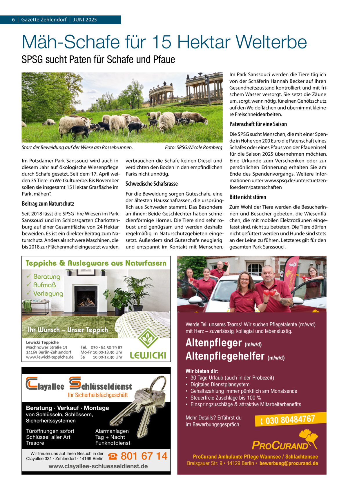 6  |  Gazette Zehlendorf  |  Juni 2025  Mäh-Schafe für 15 Hektar Welterbe SPSG sucht Paten für Schafe und Pfaue im Park Sanssouci werden die Tiere täglich von der Schäferin Hannah Becker auf ihren Gesundheitszustand kontrolliert und mit frischem Wasser versorgt. Sie setzt die Zäune um, sorgt, wenn nötig, für einen Gehölzschutz auf den Weideflächen und übernimmt kleinere Freischneidearbeiten.  Patenschaft für eine Saison  Start der Beweidung auf der Wiese am Rossebrunnen. im Potsdamer Park Sanssouci wird auch in diesem Jahr auf ökologische Wiesenpflege durch Schafe gesetzt. Seit dem 17. April weiden 35 Tiere im Weltkulturerbe. Bis november sollen sie insgesamt 15 Hektar Grasfläche im Park „mähen“.  Beitrag zum Naturschutz Seit 2018 lässt die SPSG ihre Wiesen im Park Sanssouci und im Schlossgarten Charlottenburg auf einer Gesamtfläche von 24 Hektar beweiden. Es ist ein direkter Beitrag zum naturschutz. Anders als schwere Maschinen, die bis 2018 zur Flächenmahd eingesetzt wurden,  Foto: SPSG/Nicole Romberg  verbrauchen die Schafe keinen Diesel und verdichten den Boden in den empfindlichen Parks nicht unnötig.  Schwedische Schafsrasse Für die Beweidung sorgen Guteschafe, eine der ältesten Hausschafrassen, die ursprünglich aus Schweden stammt. Das Besondere an ihnen: Beide Geschlechter haben schneckenförmige Hörner. Die Tiere sind sehr robust und genügsam und werden deshalb regelmäßig in naturschutzgebieten eingesetzt. Außerdem sind Guteschafe neugierig und entspannt im Kontakt mit Menschen.  Die SPSG sucht Menschen, die mit einer Spende in Höhe von 200 Euro die Patenschaft eines Schafes oder eines Pfaus von der Pfaueninsel für die Saison 2025 übernehmen möchten. Eine urkunde zum Verschenken oder zur persönlichen Erinnerung erhalten Sie am Ende des Spendenvorgangs. Weitere informationen unter www.spsg.de/unterstuetzenfoerdern/patenschaften  Bitte nicht stören Zum Wohl der Tiere werden die Besucherinnen und Besucher gebeten, die Wiesenflächen, die mit mobilen Elektrozäunen eingefasst sind, nicht zu betreten. Die Tiere dürfen nicht gefüttert werden und Hunde sind stets an der Leine zu führen. Letzteres gilt für den gesamten Park Sanssouci.  Teppiche & Auslegware aus Naturfasern  Beratung  Aufmaß  Verlegung  Ihr Wunsch – Unser Teppich Lewicki Teppiche Machnower Straße   Berlin-Zehlendorf www.lewicki-teppiche.de  layallee  Tel.  -     Mo-Fr .-. Uhr Sa .-. Uhr  chlüsseldienst  Ihr Sicherheitsfachgeschäft  Beratung · Verkauf · Montage von Schlüsseln, Schlössern, Sicherheitssystemen Türöffnungen sofort Schlüssel aller Art Tresore  Werde Teil unseres Teams! Wir suchen Pflegetalente (m/w/d) mit Herz – zuverlässig, kollegial und lebenslustig.  Altenpfleger (m/w/d) Altenpflegehelfer (m/w/d) Wir bieten dir: • 30 Tage Urlaub (auch in der Probezeit) • Digitales Dienstplansystem • Gehaltszahlung immer pünktlich am Monatsende • Steuerfreie Zuschläge bis 100 % • Einspringzuschläge & attraktive Mitarbeiterbenefits Mehr Details? Erfährst du im Bewerbungsgespräch.   030 80484767  Alarmanlagen Tag + Nacht Funknotdienst  Wir freuen uns auf Ihren Besuch in der Clayallee 331 · Zehlendorf · 14169 Berlin  ☎ 801 67 14  www.clayallee-schluesseldienst.de  ProCurand Ambulante Pflege Wannsee / Schlachtensee Breisgauer Str. 9 • 14129 Berlin • bewerbung@procurand.de