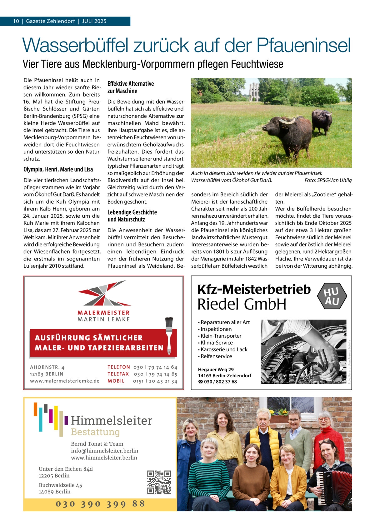 10  |  Gazette Zehlendorf  |  Juli 2025  Wasserbüffel zurück auf der Pfaueninsel Vier Tiere aus Mecklenburg-Vorpommern pflegen Feuchtwiese  Olympia, Henri, Marie und Lisa Die vier tierischen Landschaftspfleger stammen wie im Vorjahr vom Ökohof Gut Darß. Es handelt sich um die Kuh Olympia mit ihrem Kalb Henri, geboren am 24.  Januar 2025, sowie um die Kuh Marie mit ihrem Kälbchen Lisa, das am 27. Februar 2025 zur Welt kam. Mit ihrer Anwesenheit wird die erfolgreiche Beweidung der Wiesenflächen fortgesetzt, die erstmals im sogenannten Luisenjahr 2010 stattfand.  Effektive Alternative zur Maschine Die Beweidung mit den Wasserbüffeln hat sich als effektive und naturschonende Alternative zur maschinellen Mahd bewährt. Ihre Hauptaufgabe ist es, die artenreichen Feuchtwiesen von unerwünschtem Gehölzaufwuchs freizuhalten. Dies fördert das Wachstum seltener und standorttypischer Pflanzenarten und trägt so maßgeblich zur Erhöhung der Biodiversität auf der Insel bei. Gleichzeitig wird durch den Verzicht auf schwere Maschinen der Boden geschont.  Lebendige Geschichte und Naturschutz Die Anwesenheit der Wasserbüffel vermittelt den Besucherinnen und Besuchern zudem einen lebendigen Eindruck von der früheren Nutzung der Pfaueninsel als Weideland. Be Auch in diesem Jahr weiden sie wieder auf der Pfaueninsel: Wasserbüffel vom Ökohof Gut Darß. � Foto: SPSG/Jan Uhlig sonders im Bereich südlich der Meierei ist der landschaftliche Charakter seit mehr als 200 Jahren nahezu unverändert erhalten. Anfang des 19. Jahrhunderts war die Pfaueninsel ein königliches landwirtschaftliches Mustergut. Interessanterweise wurden bereits von 1801 bis zur Auflösung der Menagerie im Jahr 1842 Wasserbüffel am Büffelteich westlich  der Meierei als „Zootiere“ gehalten. Wer die Büffelherde besuchen möchte, findet die Tiere voraussichtlich bis Ende Oktober 2025 auf der etwa 3  Hektar großen Feuchtwiese südlich der Meierei sowie auf der östlich der Meierei gelegenen, rund 2 Hektar großen Fläche. Ihre Verweildauer ist dabei von der Witterung abhängig.  Kfz-Meisterbetrieb  Riedel GmbH AUS FÜ H R U N G SÄ MTL I CH E R M ALE R- U N D TA P E Z I E R AR B E ITE N AHOR NSTR . 4 1 21 63 B E R LI N www.malermeisterlemke.de  TEL EFON 030 I 7 9 74 14 6 4 TEL EFAX 030 I 7 9 74 14 6 5 MOB I L 01 51 I 2 0 4 5 2 1 3 4  Himmelsleiter Bestattung  Bernd Tonat & Team info@himmelsleiter.berlin www.himmelsleiter.berlin Unter den Eichen 84d 12205 Berlin Buchwaldzeile 45 14089 Berlin  030 390 399 88  • Reparaturen aller Art • Inspektionen • Klein-Transporter • Klima-Service • Karosserie und Lack • Reifenservice Hegauer Weg 29 14163 Berlin-Zehlendorf ☎ 030 / 802 37 68  HU AU  Foto: Karin u. Uwe Annas / Fotolia  Die Pfaueninsel heißt auch in diesem Jahr wieder sanfte Riesen willkommen. Zum bereits 16.  Mal hat die Stiftung Preußische Schlösser und Gärten Berlin-Brandenburg (SPSG) eine kleine Herde Wasserbüffel auf die Insel gebracht. Die Tiere aus Mecklenburg-Vorpommern beweiden dort die Feuchtwiesen und unterstützen so den Naturschutz.