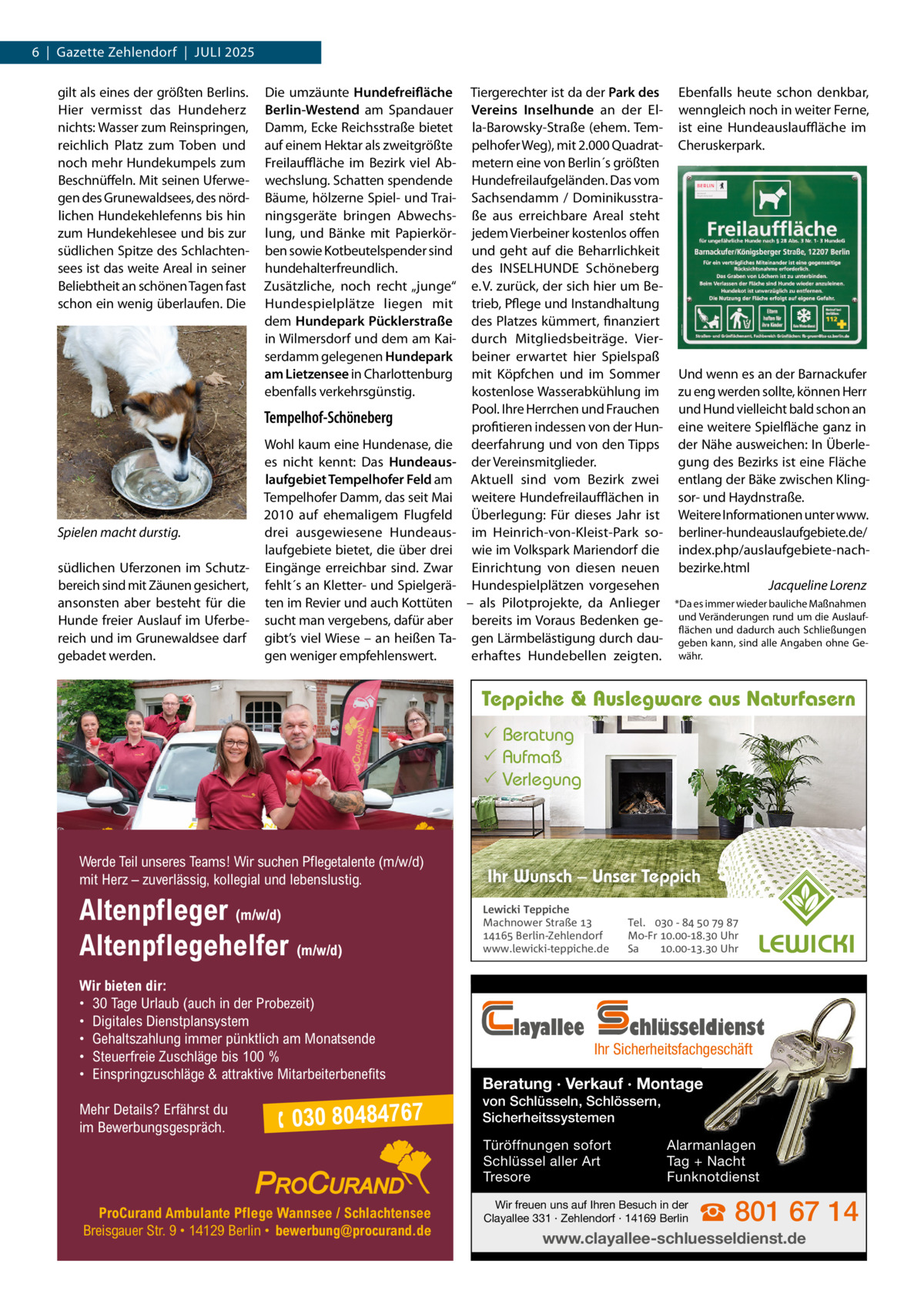 6  |  Gazette Zehlendorf  |  Juli 2025 gilt als eines der größten Berlins. Hier vermisst das Hundeherz nichts: Wasser zum Reinspringen, reichlich Platz zum Toben und noch mehr Hundekumpels zum Beschnüffeln. Mit seinen uferwegen des Grunewaldsees, des nördlichen Hundekehlefenns bis hin zum Hundekehlesee und bis zur südlichen Spitze des Schlachtensees ist das weite Areal in seiner Beliebtheit an schönen Tagen fast schon ein wenig überlaufen. Die  Die umzäunte Hundefreifläche Berlin-Westend am Spandauer Damm, Ecke Reichsstraße bietet auf einem Hektar als zweitgrößte Freilauffläche im Bezirk viel Abwechslung. Schatten spendende Bäume, hölzerne Spiel- und Trainingsgeräte bringen Abwechslung, und Bänke mit Papierkörben sowie Kotbeutelspender sind hundehalterfreundlich. Zusätzliche, noch recht „junge“ Hundespielplätze liegen mit dem Hundepark Pücklerstraße in Wilmersdorf und dem am Kaiserdamm gelegenen Hundepark am Lietzensee in Charlottenburg ebenfalls verkehrsgünstig.  Tempelhof-Schöneberg  Spielen macht durstig. südlichen uferzonen im Schutzbereich sind mit Zäunen gesichert, ansonsten aber besteht für die Hunde freier Auslauf im uferbereich und im Grunewaldsee darf gebadet werden.  Wohl kaum eine Hundenase, die es nicht kennt: Das Hundeauslaufgebiet Tempelhofer Feld am Tempelhofer Damm, das seit Mai 2010 auf ehemaligem Flugfeld drei ausgewiesene Hundeauslaufgebiete bietet, die über drei Eingänge erreichbar sind. Zwar fehlt´s an Kletter- und Spielgeräten im Revier und auch Kottüten sucht man vergebens, dafür aber gibt’s viel Wiese – an heißen Tagen weniger empfehlenswert.  Tiergerechter ist da der Park des Vereins Inselhunde an der Ella-Barowsky-Straße (ehem. Tempelhofer Weg), mit 2.000 Quadratmetern eine von Berlin´s größten Hundefreilaufgeländen. Das vom Sachsendamm / Dominikusstraße aus erreichbare Areal steht jedem Vierbeiner kostenlos offen und geht auf die Beharrlichkeit des iNSElHuNDE Schöneberg e. V. zurück, der sich hier um Betrieb, Pflege und instandhaltung des Platzes kümmert, finanziert durch Mitgliedsbeiträge. Vierbeiner erwartet hier Spielspaß mit Köpfchen und im Sommer kostenlose Wasserabkühlung im Pool. ihre Herrchen und Frauchen profitieren indessen von der Hundeerfahrung und von den Tipps der Vereinsmitglieder. Aktuell sind vom Bezirk zwei weitere Hundefreilaufflächen in Überlegung: Für dieses Jahr ist im Heinrich-von-Kleist-Park sowie im Volkspark Mariendorf die Einrichtung von diesen neuen Hundespielplätzen vorgesehen – als Pilotprojekte, da Anlieger bereits im Voraus Bedenken gegen lärmbelästigung durch dauerhaftes Hundebellen zeigten.  Ebenfalls heute schon denkbar, wenngleich noch in weiter Ferne, ist eine Hundeauslauffläche im Cheruskerpark.  und wenn es an der Barnackufer zu eng werden sollte, können Herr und Hund vielleicht bald schon an eine weitere Spielfläche ganz in der Nähe ausweichen: in Überlegung des Bezirks ist eine Fläche entlang der Bäke zwischen Klingsor- und Haydnstraße. Weitere informationen unter www. berliner-hundeauslaufgebiete.de/ index.php/auslaufgebiete-nachbezirke.html Jacqueline Lorenz *Da es immer wieder bauliche Maßnahmen und Veränderungen rund um die Auslaufflächen und dadurch auch Schließungen geben kann, sind alle Angaben ohne Gewähr.  Teppiche & Auslegware aus Naturfasern  Beratung  Aufmaß  Verlegung  Werde Teil unseres Teams! Wir suchen Pflegetalente (m/w/d) mit Herz – zuverlässig, kollegial und lebenslustig.  Altenpfleger (m/w/d) Altenpflegehelfer (m/w/d) Wir bieten dir: • 30 Tage Urlaub (auch in der Probezeit) • Digitales Dienstplansystem • Gehaltszahlung immer pünktlich am Monatsende • Steuerfreie Zuschläge bis 100 % • Einspringzuschläge & attraktive Mitarbeiterbenefits Mehr Details? Erfährst du im Bewerbungsgespräch.   030 80484767  Ihr Wunsch – Unser Teppich Lewicki Teppiche Machnower Straße   Berlin-Zehlendorf www.lewicki-teppiche.de  layallee  chlüsseldienst  Ihr Sicherheitsfachgeschäft  Beratung · Verkauf · Montage von Schlüsseln, Schlössern, Sicherheitssystemen Türöffnungen sofort Schlüssel aller Art Tresore  ProCurand Ambulante Pflege Wannsee / Schlachtensee Breisgauer Str. 9 • 14129 Berlin • bewerbung@procurand.de  Tel.  -     Mo-Fr .-. Uhr Sa .-. Uhr  Alarmanlagen Tag + Nacht Funknotdienst  Wir freuen uns auf Ihren Besuch in der Clayallee 331 · Zehlendorf · 14169 Berlin  ☎ 801 67 14  www.clayallee-schluesseldienst.de