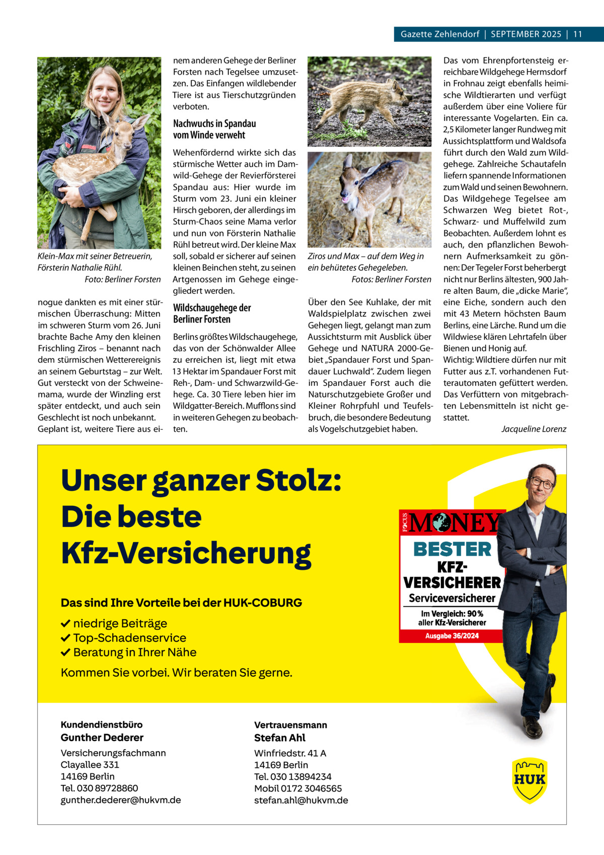 Gazette Zehlendorf  |  September 2025  |  11 nem anderen Gehege der Berliner Forsten nach Tegelsee umzusetzen. Das Einfangen wildlebender Tiere ist aus Tierschutzgründen verboten.  Nachwuchs in Spandau vom Winde verweht  Klein-Max mit seiner Betreuerin, Försterin Nathalie Rühl. � Foto: Berliner Forsten  Wehenfördernd wirkte sich das stürmische Wetter auch im Damwild-Gehege der Revierförsterei Spandau aus: Hier wurde im Sturm vom 23.  Juni ein kleiner Hirsch geboren, der allerdings im Sturm-Chaos seine Mama verlor und nun von Försterin Nathalie Rühl betreut wird. Der kleine Max soll, sobald er sicherer auf seinen kleinen Beinchen steht, zu seinen Artgenossen im Gehege eingegliedert werden.  nogue dankten es mit einer stürWildschaugehege der mischen Überraschung: Mitten Berliner Forsten im schweren Sturm vom 26. Juni brachte Bache Amy den kleinen Berlins größtes Wildschaugehege, Frischling Ziros – benannt nach das von der Schönwalder Allee dem stürmischen Wetterereignis zu erreichen ist, liegt mit etwa an seinem Geburtstag – zur Welt. 13 Hektar im Spandauer Forst mit Gut versteckt von der Schweine- Reh-, Dam- und Schwarzwild-Gemama, wurde der Winzling erst hege. Ca. 30 Tiere leben hier im später entdeckt, und auch sein Wildgatter-Bereich. Mufflons sind Geschlecht ist noch unbekannt. in weiteren Gehegen zu beobachGeplant ist, weitere Tiere aus ei- ten.  Ziros und Max – auf dem Weg in ein behütetes Gehegeleben. � Fotos: Berliner Forsten Über den See Kuhlake, der mit Waldspielplatz zwischen zwei Gehegen liegt, gelangt man zum Aussichtsturm mit Ausblick über Gehege und NATURA 2000-Gebiet „Spandauer Forst und Spandauer Luchwald“. Zudem liegen im Spandauer Forst auch die Naturschutzgebiete Großer und Kleiner Rohrpfuhl und Teufelsbruch, die besondere Bedeutung als Vogelschutzgebiet haben.  Das vom Ehrenpfortensteig erreichbare Wildgehege Hermsdorf in Frohnau zeigt ebenfalls heimische Wildtierarten und verfügt außerdem über eine Voliere für interessante Vogelarten. Ein ca. 2,5 Kilometer langer Rundweg mit Aussichtsplattform und Waldsofa führt durch den Wald zum Wildgehege. Zahlreiche Schautafeln liefern spannende Informationen zum Wald und seinen Bewohnern. Das Wildgehege Tegelsee am Schwarzen Weg bietet Rot-, Schwarz- und Muffelwild zum Beobachten. Außerdem lohnt es auch, den pflanzlichen Bewohnern Aufmerksamkeit zu gönnen: Der Tegeler Forst beherbergt nicht nur Berlins ältesten, 900 Jahre alten Baum, die „dicke Marie“, eine Eiche, sondern auch den mit 43  Metern höchsten Baum Berlins, eine Lärche. Rund um die Wildwiese klären Lehrtafeln über Bienen und Honig auf. Wichtig: Wildtiere dürfen nur mit Futter aus z.T. vorhandenen Futterautomaten gefüttert werden. Das Verfüttern von mitgebrachten Lebensmitteln ist nicht gestattet. � Jacqueline Lorenz