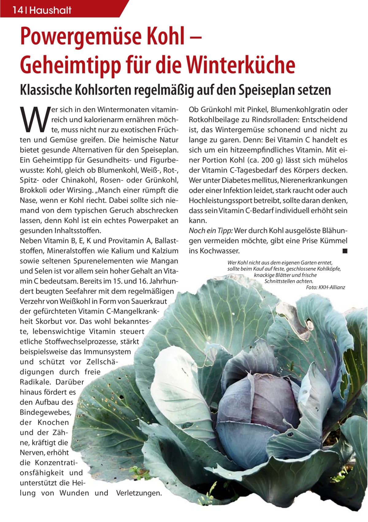 14 Haushalt  Powergemüse Kohl – Geheimtipp für die Winterküche Klassische Kohlsorten regelmäßig auf den Speiseplan setzen  W  er sich in den Wintermonaten vitaminreich und kalorienarm ernähren möchte, muss nicht nur zu exotischen Früchten und Gemüse greifen. Die heimische Natur bietet gesunde Alternativen für den Speiseplan. Ein Geheimtipp für Gesundheits- und Figurbewusste: Kohl, gleich ob Blumenkohl, Weiß-, Rot-, Spitz- oder Chinakohl, Rosen- oder Grünkohl, Brokkoli oder Wirsing. „Manch einer rümpft die Nase, wenn er Kohl riecht. Dabei sollte sich niemand von dem typischen Geruch abschrecken lassen, denn Kohl ist ein echtes Powerpaket an gesunden Inhaltsstoffen. Neben Vitamin B, E, K und Provitamin A, Ballaststoffen, Mineralstoffen wie Kalium und Kalzium sowie seltenen Spurenelementen wie Mangan und Selen ist vor allem sein hoher Gehalt an Vitamin C bedeutsam. Bereits im 15. und 16. Jahrhundert beugten Seefahrer mit dem regelmäßigen Verzehr von Weißkohl in Form von Sauerkraut der gefürchteten Vitamin C-Mangelkrankheit Skorbut vor. Das wohl bekannteste, lebenswichtige Vitamin steuert etliche Stoffwechselprozesse, stärkt beispielsweise das Immunsystem und schützt vor Zellschädigungen durch freie Radikale. Darüber hinaus fördert es den Aufbau des Bindegewebes, der Knochen und der Zähne, kräftigt die Nerven, erhöht die Konzentrationsfähigkeit und unterstützt die Heilung von Wunden und Verletzungen.  Ob Grünkohl mit Pinkel, Blumenkohlgratin oder Rotkohlbeilage zu Rindsrolladen: Entscheidend ist, das Wintergemüse schonend und nicht zu lange zu garen. Denn: Bei Vitamin C handelt es sich um ein hitzeempfindliches Vitamin. Mit einer Portion Kohl (ca. 200 g) lässt sich mühelos der Vitamin C-Tagesbedarf des Körpers decken. Wer unter Diabetes mellitus, Nierenerkrankungen oder einer Infektion leidet, stark raucht oder auch Hochleistungssport betreibt, sollte daran denken, dass sein Vitamin C-Bedarf individuell erhöht sein kann. Noch ein Tipp: Wer durch Kohl ausgelöste Blähungen vermeiden möchte, gibt eine Prise Kümmel ins Kochwasser. ◾ Wer Kohl nicht aus dem eigenen Garten erntet, sollte beim Kauf auf feste, geschlossene Kohlköpfe, knackige Blätter und frische Schnittstellen achten. Foto: KKH-Allianz