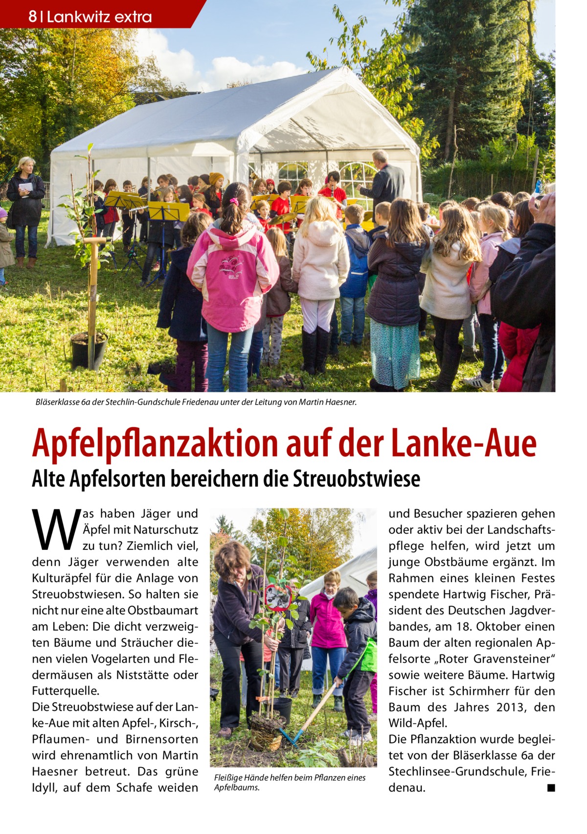 8 Lankwitz extra  Bläserklasse 6a der Stechlin-Gundschule Friedenau unter der Leitung von Martin Haesner.  Apfelpflanzaktion auf der Lanke-Aue Alte Apfelsorten bereichern die Streuobstwiese  W  as haben Jäger und Äpfel mit Naturschutz zu tun? Ziemlich viel, denn Jäger verwenden alte Kulturäpfel für die Anlage von Streuobstwiesen. So halten sie nicht nur eine alte Obstbaumart am Leben: Die dicht verzweigten Bäume und Sträucher dienen vielen Vogelarten und Fledermäusen als Niststätte oder Futterquelle. Die Streuobstwiese auf der Lanke-Aue mit alten Apfel-, Kirsch-, Pflaumen- und Birnensorten wird ehrenamtlich von Martin Haesner betreut. Das grüne Idyll, auf dem Schafe weiden  Fleißige Hände helfen beim Pflanzen eines Apfelbaums.  und Besucher spazieren gehen oder aktiv bei der Landschaftspflege helfen, wird jetzt um junge Obstbäume ergänzt. Im Rahmen eines kleinen Festes spendete Hartwig Fischer, Präsident des Deutschen Jagdverbandes, am 18. Oktober einen Baum der alten regionalen Apfelsorte „Roter Gravensteiner“ sowie weitere Bäume. Hartwig Fischer ist Schirmherr für den Baum des Jahres 2013, den Wild-Apfel. Die Pflanzaktion wurde begleitet von der Bläserklasse 6a der Stechlinsee-Grundschule, Friedenau. � ◾