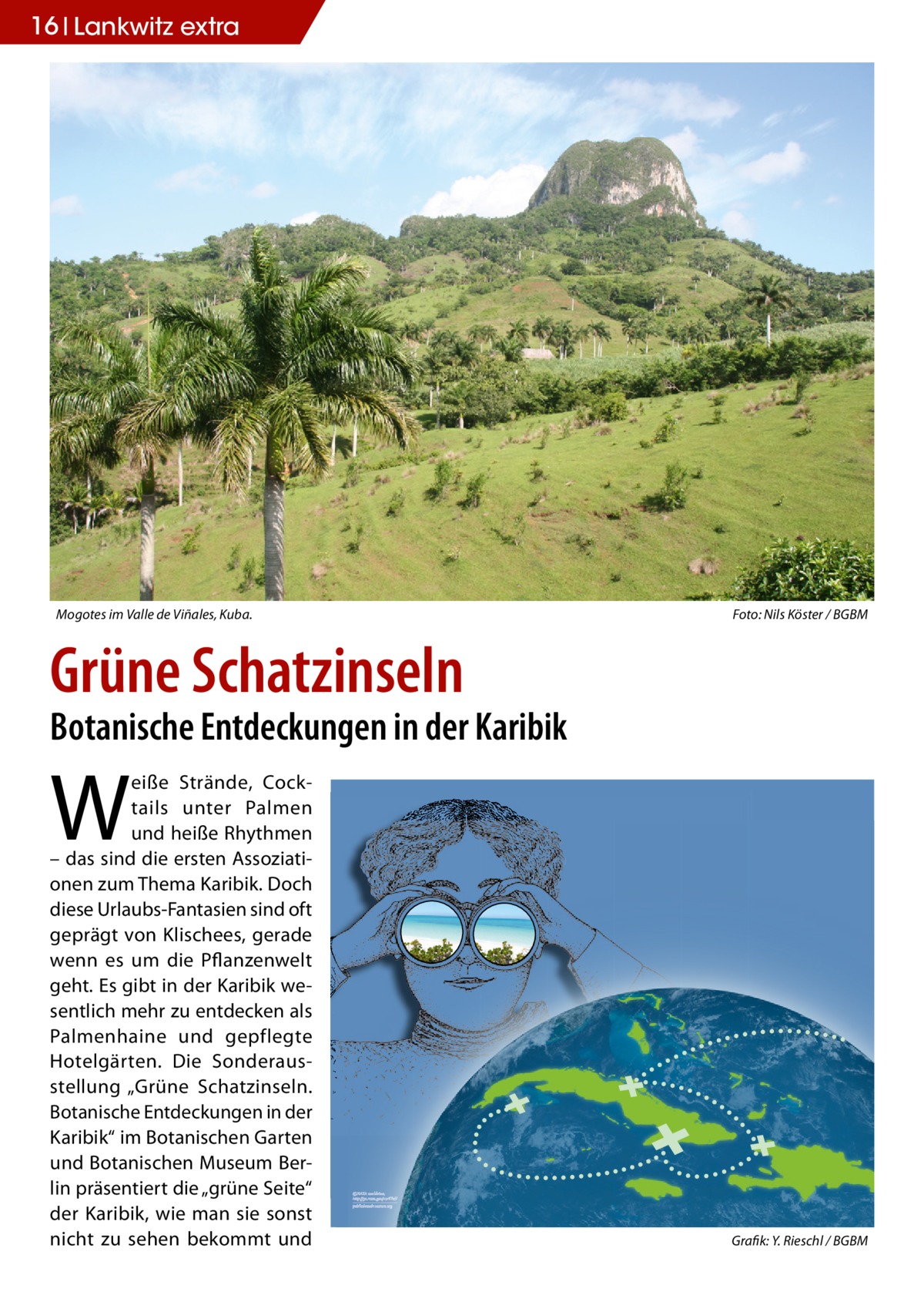 16 Lankwitz extra  Mogotes im Valle de Viñales, Kuba.  Foto: Nils Köster / BGBM  Grüne Schatzinseln  Botanische Entdeckungen in der Karibik  W  eiße Strände, Cocktails unter Palmen und heiße Rhythmen – das sind die ersten Assoziationen zum Thema Karibik. Doch diese Urlaubs-Fantasien sind oft geprägt von Klischees, gerade wenn es um die Pflanzenwelt geht. Es gibt in der Karibik wesentlich mehr zu entdecken als Palmenhaine und gepflegte Hotelgärten. Die Sonderausstellung „Grüne Schatzinseln. Botanische Entdeckungen in der Karibik“ im Botanischen Garten und Botanischen Museum Berlin präsentiert die „grüne Seite“ der Karibik, wie man sie sonst nicht zu sehen bekommt und  Grafik: Y. Rieschl / BGBM