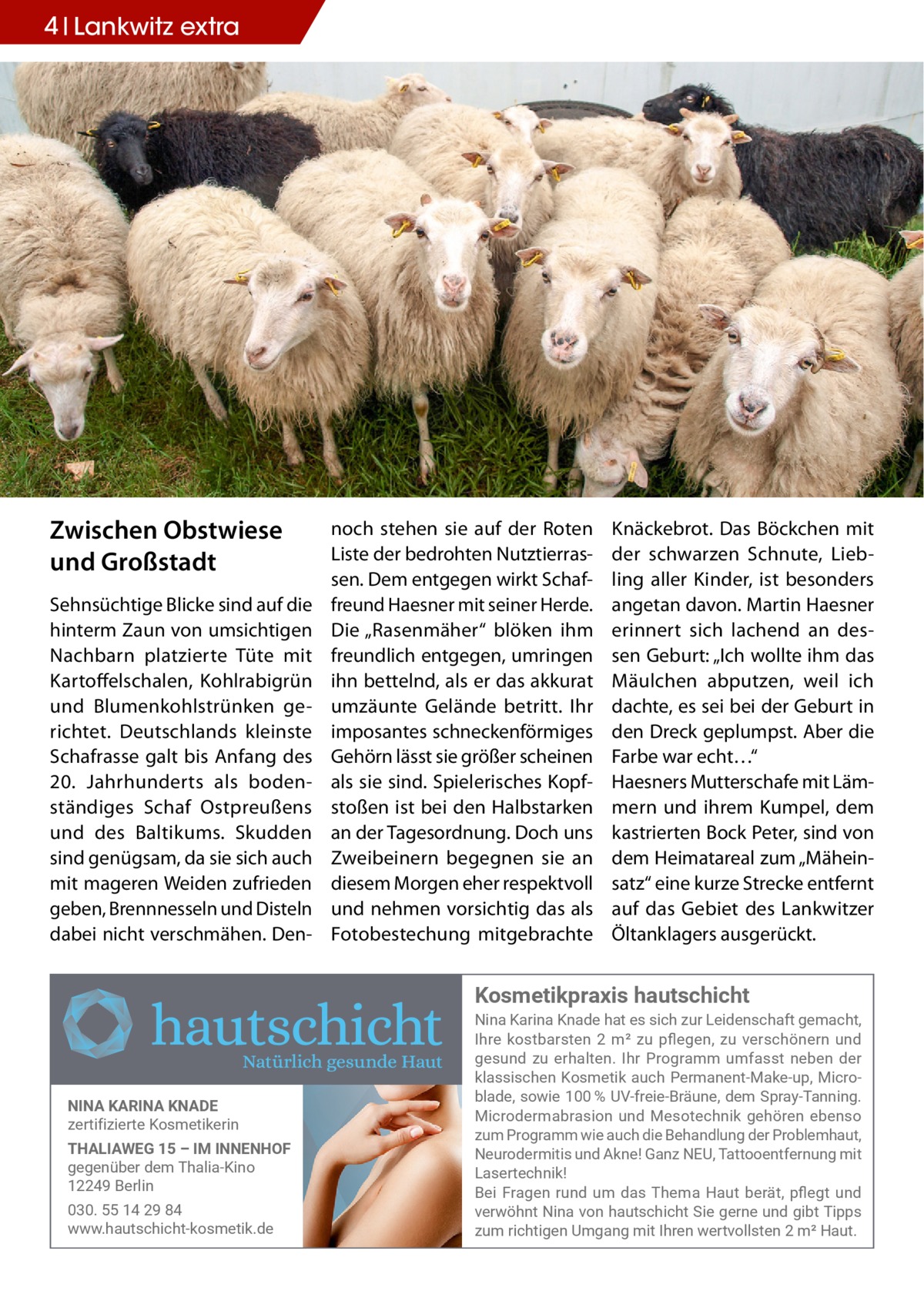 4 Lankwitz extra  Zwischen Obstwiese und Großstadt Sehnsüchtige Blicke sind auf die hinterm Zaun von umsichtigen Nachbarn platzierte Tüte mit Kartoffelschalen, Kohlrabigrün und Blumenkohlstrünken gerichtet. Deutschlands kleinste Schafrasse galt bis Anfang des 20.  Jahrhunderts als bodenständiges Schaf Ostpreußens und des Baltikums. Skudden sind genügsam, da sie sich auch mit mageren Weiden zufrieden geben, Brennnesseln und Disteln dabei nicht verschmähen. Den noch stehen sie auf der Roten Liste der bedrohten Nutztierrassen. Dem entgegen wirkt Schaffreund Haesner mit seiner Herde. Die „Rasenmäher“ blöken ihm freundlich entgegen, umringen ihn bettelnd, als er das akkurat umzäunte Gelände betritt. Ihr imposantes schneckenförmiges Gehörn lässt sie größer scheinen als sie sind. Spielerisches Kopfstoßen ist bei den Halbstarken an der Tagesordnung. Doch uns Zweibeinern begegnen sie an diesem Morgen eher respektvoll und nehmen vorsichtig das als Fotobestechung mitgebrachte  Knäckebrot. Das Böckchen mit der schwarzen Schnute, Liebling aller Kinder, ist besonders angetan davon. Martin Haesner erinnert sich lachend an dessen Geburt: „Ich wollte ihm das Mäulchen abputzen, weil ich dachte, es sei bei der Geburt in den Dreck geplumpst. Aber die Farbe war echt…“ Haesners Mutterschafe mit Lämmern und ihrem Kumpel, dem kastrierten Bock Peter, sind von dem Heimatareal zum „Mäheinsatz“ eine kurze Strecke entfernt auf das Gebiet des Lankwitzer Öltanklagers ausgerückt.  Kosmetikpraxis hautschicht  NINA KARINA KNADE zertifizierte Kosmetikerin THALIAWEG 15 – IM INNENHOF gegenüber dem Thalia-Kino 12249 Berlin 030. 55 14 29 84 www.hautschicht-kosmetik.de  Nina Karina Knade hat es sich zur Leidenschaft gemacht, -LVI� OSWXFEVWXIR� �Ʌ Qs� ^Y� TƥIKIR�� ^Y� ZIVWGLɼRIVR� YRH� gesund zu erhalten. Ihr Programm umfasst neben der OPEWWMWGLIR�/SWQIXMO�EYGL�4IVQERIRX�1EOI�YT��1MGVS� FPEHI��WS[MI����Ť	�9:�JVIMI�&VɫYRI��HIQ�7TVE]�8ERRMRK�� 1MGVSHIVQEFVEWMSR�YRH�1IWSXIGLRMO�KILɼVIR�IFIRWS� ^YQ�4VSKVEQQ�[MI�EYGL�HMI�&ILERHPYRK�HIV�4VSFPIQLEYX�� 2IYVSHIVQMXMW�YRH�%ORI��+ER^�2)9��8EXXSSIRXJIVRYRK�QMX� Lasertechnik! &IM�*VEKIR�VYRH�YQ�HEW�8LIQE�,EYX�FIVɫX��TƥIKX�YRH� ZIV[ɼLRX�2MRE�ZSR�LEYXWGLMGLX�7MI�KIVRI�YRH�KMFX�8MTTW� ^YQ�VMGLXMKIR�9QKERK�QMX�-LVIR�[IVXZSPPWXIR��ɅQs�,EYX�