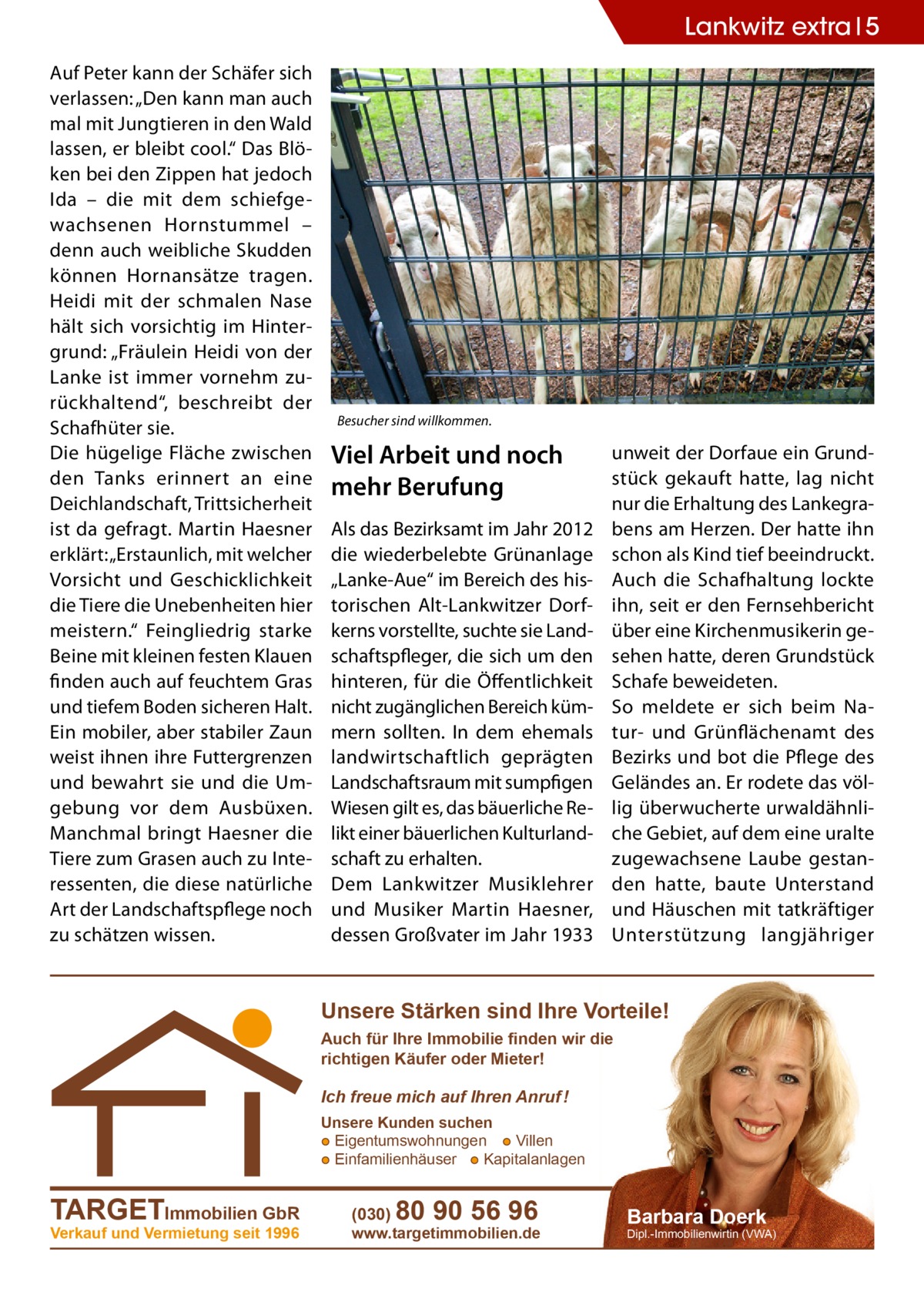 Lankwitz extra 5 Auf Peter kann der Schäfer sich verlassen: „Den kann man auch mal mit Jungtieren in den Wald lassen, er bleibt cool.“ Das Blöken bei den Zippen hat jedoch Ida – die mit dem schiefgewachsenen Hornstummel – denn auch weibliche Skudden können Hornansätze tragen. Heidi mit der schmalen Nase hält sich vorsichtig im Hintergrund: „Fräulein Heidi von der Lanke ist immer vornehm zurückhaltend“, beschreibt der Schafhüter sie. Die hügelige Fläche zwischen den Tanks erinnert an eine Deichlandschaft, Trittsicherheit ist da gefragt. Martin Haesner erklärt: „Erstaunlich, mit welcher Vorsicht und Geschicklichkeit die Tiere die Unebenheiten hier meistern.“ Feingliedrig starke Beine mit kleinen festen Klauen finden auch auf feuchtem Gras und tiefem Boden sicheren Halt. Ein mobiler, aber stabiler Zaun weist ihnen ihre Futtergrenzen und bewahrt sie und die Umgebung vor dem Ausbüxen. Manchmal bringt H ­ aesner die Tiere zum Grasen auch zu Interessenten, die diese natürliche Art der Landschaftspflege noch zu schätzen wissen.  Besucher sind willkommen.  Viel Arbeit und noch mehr Berufung Als das Bezirksamt im Jahr 2012 die wiederbelebte Grünanlage „Lanke-Aue“ im Bereich des historischen Alt-Lankwitzer Dorfkerns vorstellte, suchte sie Landschaftspfleger, die sich um den hinteren, für die Öffentlichkeit nicht zugänglichen Bereich kümmern sollten. In dem ehemals landwirtschaftlich geprägten Landschaftsraum mit sumpfigen Wiesen gilt es, das bäuerliche Relikt einer bäuerlichen Kulturlandschaft zu erhalten. Dem Lankwitzer Musiklehrer und Musiker Martin Haesner, dessen Großvater im Jahr 1933  unweit der Dorfaue ein Grundstück gekauft hatte, lag nicht nur die Erhaltung des Lankegrabens am Herzen. Der hatte ihn schon als Kind tief beeindruckt. Auch die Schafhaltung lockte ihn, seit er den Fernsehbericht über eine Kirchenmusikerin gesehen hatte, deren Grundstück Schafe beweideten. So meldete er sich beim Natur- und Grünflächenamt des Bezirks und bot die Pflege des Geländes an. Er rodete das völlig überwucherte urwaldähnliche Gebiet, auf dem eine uralte zugewachsene Laube gestanden hatte, baute Unterstand und Häuschen mit tatkräftiger Unterstützung langjähriger  Unsere Stärken sind Ihre Vorteile! Auch für Ihre Immobilie finden wir die richtigen Käufer oder Mieter!  Ich freue mich auf Ihren Anruf ! Unsere Kunden suchen ● Eigentumswohnungen ● Villen ● Einfamilienhäuser ● Kapitalanlagen  TARGETImmobilien GbR Verkauf und Vermietung seit 1996  (030)  80 90 56 96  www.targetimmobilien.de  Barbara Doerk  Dipl.-Immobilienwirtin (VWA)
