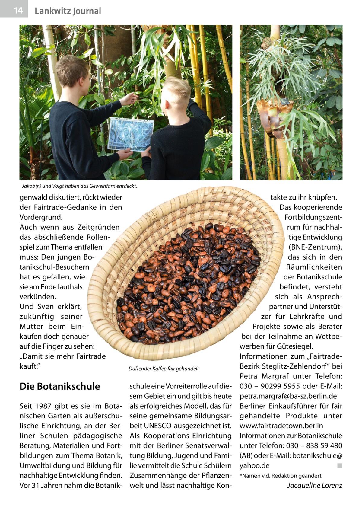 14  Lankwitz Journal  Jakob(r.) und Voigt haben das Geweihfarn entdeckt.  genwald diskutiert, rückt wieder der Fairtrade-Gedanke in den Vordergrund. Auch wenn aus Zeitgründen das abschließende Rollenspiel zum Thema entfallen muss: Den jungen Botanikschul-Besuchern hat es gefallen, wie sie am Ende lauthals verkünden. Und Sven erklärt, zukünftig seiner Mutter beim Einkaufen doch genauer auf die Finger zu sehen: „Damit sie mehr Fairtrade kauft.“  Die Botanikschule Seit 1987 gibt es sie im Botanischen Garten als außerschulische Einrichtung, an der Berliner Schulen pädagogische Beratung, Materialien und Fortbildungen zum Thema Botanik, Umweltbildung und Bildung für nachhaltige Entwicklung finden. Vor 31 Jahren nahm die Botanik Duftender Kaffee fair gehandelt  schule eine Vorreiterrolle auf diesem Gebiet ein und gilt bis heute als erfolgreiches Modell, das für seine gemeinsame Bildungsarbeit UNESCO-ausgezeichnet ist. Als Kooperations-Einrichtung mit der Berliner Senatsverwaltung Bildung, Jugend und Familie vermittelt die Schule Schülern Zusammenhänge der Pflanzenwelt und lässt nachhaltige Kon takte zu ihr knüpfen. Das kooperierende Fortbildungszentrum für nachhaltige Entwicklung (BNE-Zentrum), das sich in den Räumlichkeiten der Botanikschule befindet, versteht sich als Ansprechpartner und Unterstützer für Lehrkräfte und Projekte sowie als Berater bei der Teilnahme an Wettbewerben für Gütesiegel. Informationen zum „FairtradeBezirk Steglitz-Zehlendorf“ bei Petra Margraf unter Telefon: 030 – 90299 5955 oder E-Mail: petra.margraf@ba-sz.berlin.de Berliner Einkaufsführer für fair gehandelte Produkte unter www.fairtradetown.berlin Informationen zur Botanikschule unter Telefon: 030 – 838 59 480 (AB) oder E-Mail: botanikschule@ yahoo.de ◾ *Namen v.d. Redaktion geändert  Jacqueline Lorenz