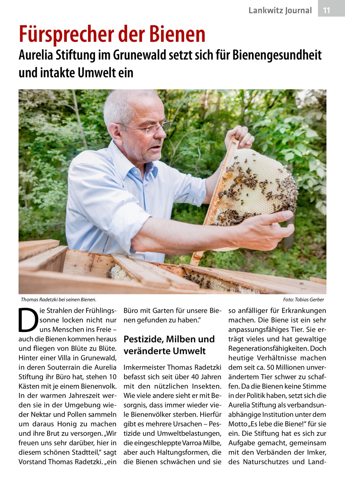 Lankwitz Journal  11  Fürsprecher der Bienen  Aurelia Stiftung im Grunewald setzt sich für Bienengesundheit und intakte Umwelt ein  Thomas Radetzki bei seinen Bienen. �  D  ie Strahlen der Frühlingssonne locken nicht nur uns Menschen ins Freie – auch die Bienen kommen heraus und fliegen von Blüte zu Blüte. Hinter einer Villa in Grunewald, in deren Souterrain die Aurelia Stiftung ihr Büro hat, stehen 10 Kästen mit je einem Bienenvolk. In der warmen Jahreszeit werden sie in der Umgebung wieder Nektar und Pollen sammeln um daraus Honig zu machen und ihre Brut zu versorgen. „Wir freuen uns sehr darüber, hier in diesem schönen Stadtteil,“ sagt Vorstand Thomas Radetzki. „ein  Foto: Tobias Gerber  Büro mit Garten für unsere Bie- so anfälliger für Erkrankungen nen gefunden zu haben.“ machen. Die Biene ist ein sehr anpassungsfähiges Tier. Sie erPestizide, Milben und trägt vieles und hat gewaltige Regenerationsfähigkeiten. Doch veränderte Umwelt heutige Verhältnisse machen Imkermeister Thomas Radetzki dem seit ca. 50 Millionen unverbefasst sich seit über 40 Jahren ändertem Tier schwer zu schafmit den nützlichen Insekten. fen. Da die Bienen keine Stimme Wie viele andere sieht er mit Be- in der Politik haben, setzt sich die sorgnis, dass immer wieder vie- Aurelia Stiftung als verbandsunle Bienenvölker sterben. Hierfür abhängige Institution unter dem gibt es mehrere Ursachen – Pes- Motto „Es lebe die Biene!“ für sie tizide und Umweltbelastungen, ein. Die Stiftung hat es sich zur die eingeschleppte Varroa Milbe, Aufgabe gemacht, gemeinsam aber auch Haltungsformen, die mit den Verbänden der Imker, die Bienen schwächen und sie des Naturschutzes und Lan