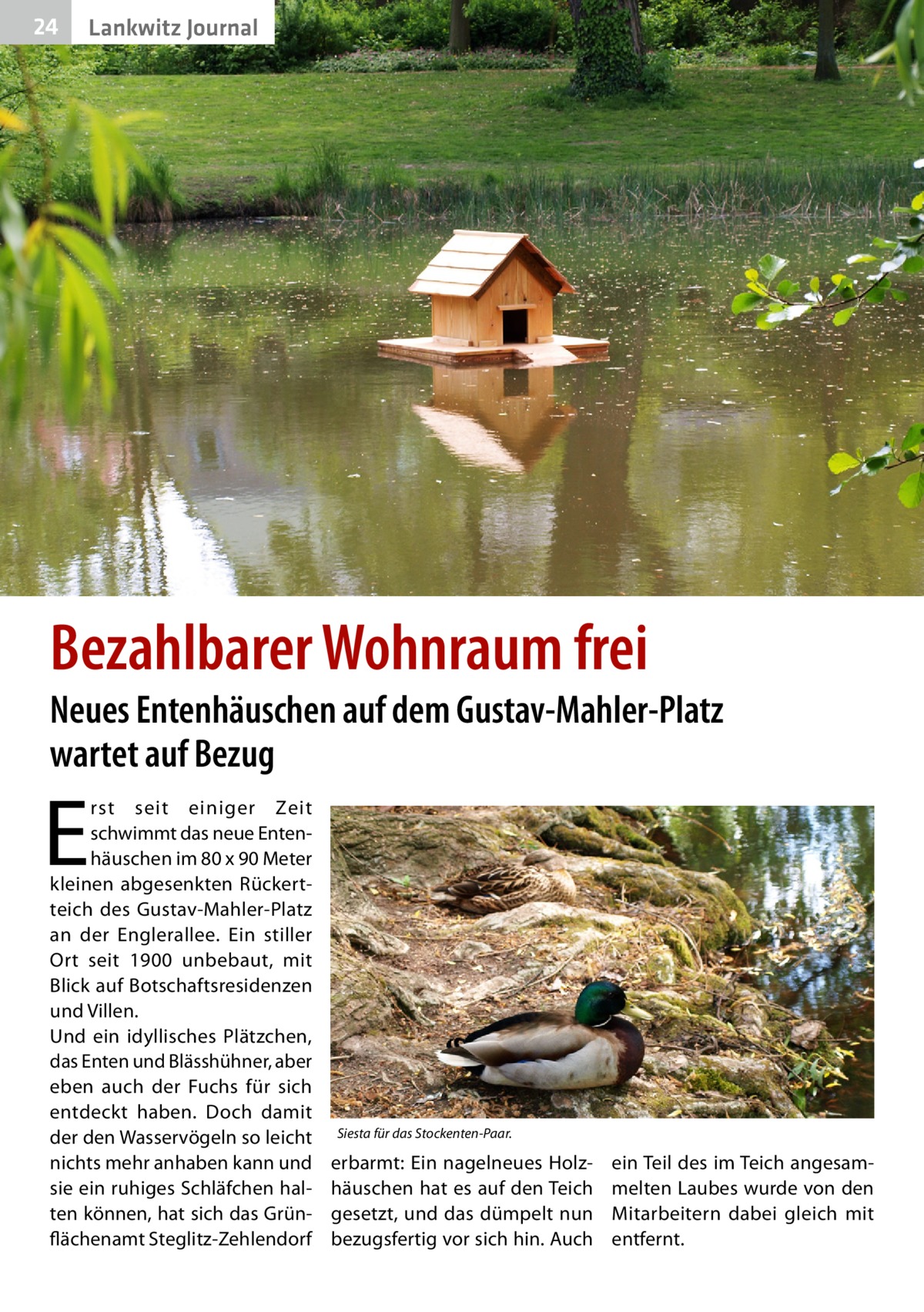 24  Lankwitz Journal  Bezahlbarer Wohnraum frei  Neues Entenhäuschen auf dem Gustav-Mahler-Platz wartet auf Bezug  E  rst seit einiger Zeit schwimmt das neue Entenhäuschen im 80 x 90 Meter kleinen abgesenkten Rückertteich des Gustav-Mahler-Platz an der Englerallee. Ein stiller Ort seit 1900 unbebaut, mit Blick auf Botschaftsresidenzen und Villen. Und ein idyllisches Plätzchen, das Enten und Blässhühner, aber eben auch der Fuchs für sich entdeckt haben. Doch damit der den Wasservögeln so leicht nichts mehr anhaben kann und sie ein ruhiges Schläfchen halten können, hat sich das Grünflächenamt Steglitz-Zehlendorf  Siesta für das Stockenten-Paar.  erbarmt: Ein nagelneues Holzhäuschen hat es auf den Teich gesetzt, und das dümpelt nun bezugsfertig vor sich hin. Auch  ein Teil des im Teich angesammelten Laubes wurde von den Mitarbeitern dabei gleich mit entfernt.