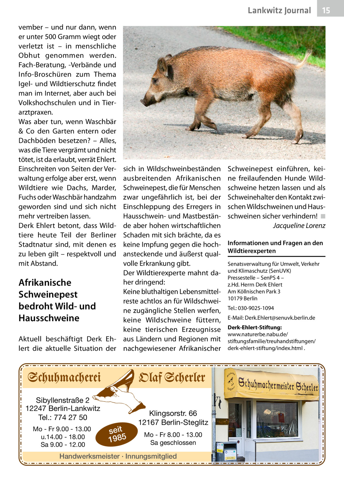 Lankwitz Journal vember – und nur dann, wenn er unter 500 Gramm wiegt oder verletzt ist – in menschliche Obhut genommen werden. Fach-Beratung, -Verbände und Info-Broschüren zum Thema Igel- und Wildtierschutz findet man im Internet, aber auch bei Volkshochschulen und in Tierarztpraxen. Was aber tun, wenn Waschbär & Co den Garten entern oder Dachböden besetzen? – Alles, was die Tiere vergrämt und nicht tötet, ist da erlaubt, verrät Ehlert. Einschreiten von Seiten der Verwaltung erfolge aber erst, wenn Wildtiere wie Dachs, Marder, Fuchs oder Waschbär handzahm geworden sind und sich nicht mehr vertreiben lassen. Derk Ehlert betont, dass Wildtiere heute Teil der Berliner Stadtnatur sind, mit denen es zu leben gilt – respektvoll und mit Abstand.  sich in Wildschweinbeständen ausbreitenden Afrikanischen Schweinepest, die für Menschen zwar ungefährlich ist, bei der Einschleppung des Erregers in Hausschwein- und Mastbestände aber hohen wirtschaftlichen Schaden mit sich brächte, da es keine Impfung gegen die hochansteckende und äußerst qualvolle Erkrankung gibt. Der Wildtierexperte mahnt daher dringend: Afrikanische Keine bluthaltigen LebensmittelSchweinepest reste achtlos an für Wildschweibedroht Wild- und ne zugängliche Stellen werfen, Hausschweine keine Wildschweine füttern, keine tierischen Erzeugnisse Aktuell beschäftigt Derk Eh- aus Ländern und Regionen mit lert die aktuelle Situation der nachgewiesener Afrikanischer  Sibyllenstraße 2 12247 Berlin-Lankwitz Tel.: 774 27 50 Mo - Fr 9.00 - 13.00 u.14.00 - 18.00 Sa 9.00 - 12.00  seit 1985  Klingsorstr. 66 12167 Berlin-Steglitz Mo - Fr 8.00 - 13.00 Sa geschlossen  Handwerksmeister · Innungsmitglied  15  Schweinepest einführen, keine freilaufenden Hunde Wildschweine hetzen lassen und als Schweinehalter den Kontakt zwischen Wildschweinen und Hausschweinen sicher verhindern!� ◾ � Jacqueline Lorenz Informationen und Fragen an den Wildtierexperten Senatsverwaltung für Umwelt, Verkehr und Klimaschutz (SenUVK) Pressestelle – SenPS 4 – z.Hd. Herrn Derk Ehlert Am Köllnischen Park 3 10179 Berlin Tel.: 030-9025-1094 E-Mail: Derk.Ehlert@senuvk.berlin.de Derk-Ehlert-Stiftung: www.naturerbe.nabu.de/ stiftungsfamilie/treuhandstiftungen/ derk-ehlert-stiftung/index.html .