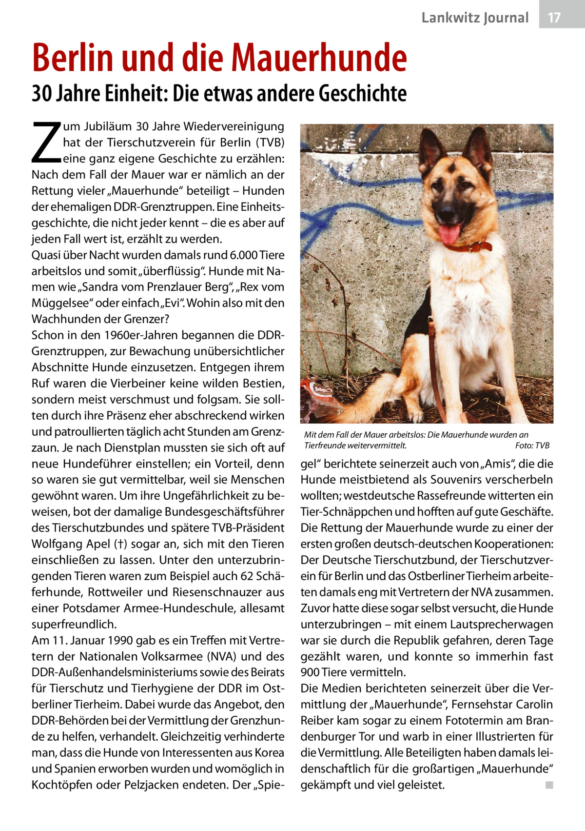 Lankwitz Journal  17  Berlin und die Mauerhunde 30 Jahre Einheit: Die etwas andere Geschichte  Z  um Jubiläum 30 Jahre Wiedervereinigung hat der Tierschutzverein für Berlin (TVB) eine ganz eigene Geschichte zu erzählen: Nach dem Fall der Mauer war er nämlich an der Rettung vieler „Mauerhunde“ beteiligt – Hunden der ehemaligen DDR-Grenztruppen. Eine Einheitsgeschichte, die nicht jeder kennt – die es aber auf jeden Fall wert ist, erzählt zu werden. Quasi über Nacht wurden damals rund 6.000 Tiere arbeitslos und somit „überflüssig“. Hunde mit Namen wie „Sandra vom Prenzlauer Berg“, „Rex vom Müggelsee“ oder einfach „Evi“. Wohin also mit den Wachhunden der Grenzer? Schon in den 1960er-Jahren begannen die DDRGrenztruppen, zur Bewachung unübersichtlicher Abschnitte Hunde einzusetzen. Entgegen ihrem Ruf waren die Vierbeiner keine wilden Bestien, sondern meist verschmust und folgsam. Sie sollten durch ihre Präsenz eher abschreckend wirken und patroullierten täglich acht Stunden am Grenzzaun. Je nach Dienstplan mussten sie sich oft auf neue Hundeführer einstellen; ein Vorteil, denn so waren sie gut vermittelbar, weil sie Menschen gewöhnt waren. Um ihre Ungefährlichkeit zu beweisen, bot der damalige Bundesgeschäftsführer des Tierschutzbundes und spätere TVB-Präsident Wolfgang Apel (†) sogar an, sich mit den Tieren einschließen zu lassen. Unter den unterzubringenden Tieren waren zum Beispiel auch 62 Schäferhunde, Rottweiler und Riesenschnauzer aus einer Potsdamer Armee-Hundeschule, allesamt superfreundlich. Am 11. Januar 1990 gab es ein Treffen mit Vertretern der Nationalen Volksarmee (NVA) und des DDR-Außenhandelsministeriums sowie des Beirats für Tierschutz und Tierhygiene der DDR im Ostberliner Tierheim. Dabei wurde das Angebot, den DDR-Behörden bei der Vermittlung der Grenzhunde zu helfen, verhandelt. Gleichzeitig verhinderte man, dass die Hunde von Interessenten aus Korea und Spanien erworben wurden und womöglich in Kochtöpfen oder Pelzjacken endeten. Der „Spie Mit dem Fall der Mauer arbeitslos: Die Mauerhunde wurden an Tierfreunde weitervermittelt.� Foto: TVB  gel“ berichtete seinerzeit auch von „Amis“, die die Hunde meistbietend als Souvenirs verscherbeln wollten; westdeutsche Rassefreunde witterten ein Tier-Schnäppchen und hofften auf gute Geschäfte. Die Rettung der Mauerhunde wurde zu einer der ersten großen deutsch-deutschen Kooperationen: Der Deutsche Tierschutzbund, der Tierschutzverein für Berlin und das Ostberliner Tierheim arbeiteten damals eng mit Vertretern der NVA zusammen. Zuvor hatte diese sogar selbst versucht, die Hunde unterzubringen – mit einem Lautsprecherwagen war sie durch die Republik gefahren, deren Tage gezählt waren, und konnte so immerhin fast 900 Tiere vermitteln. Die Medien berichteten seinerzeit über die Vermittlung der „Mauer­hunde“, Fernsehstar Carolin Reiber kam sogar zu einem Fototermin am Brandenburger Tor und warb in einer Illustrierten für die Vermittlung. Alle Beteiligten haben damals leidenschaftlich für die großartigen „Mauerhunde“ gekämpft und viel geleistet.� ◾