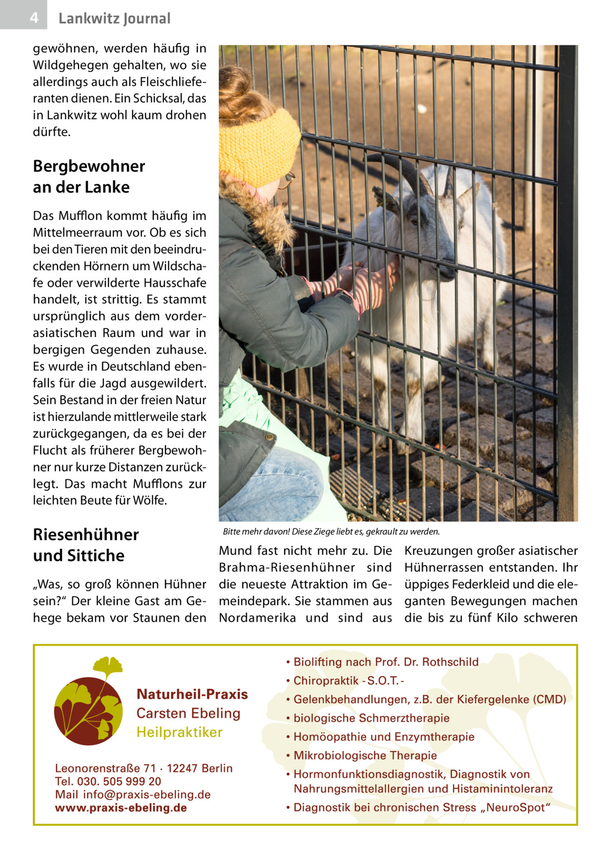 4  Lankwitz Journal  gewöhnen, werden häufig in Wildgehegen gehalten, wo sie allerdings auch als Fleischlieferanten dienen. Ein Schicksal, das in Lankwitz wohl kaum drohen dürfte.  Bergbewohner an der Lanke Das Mufflon kommt häufig im Mittelmeerraum vor. Ob es sich bei den Tieren mit den beeindruckenden Hörnern um Wildschafe oder verwilderte Hausschafe handelt, ist strittig. Es stammt ursprünglich aus dem vorderasiatischen Raum und war in bergigen Gegenden zuhause. Es wurde in Deutschland ebenfalls für die Jagd ausgewildert. Sein Bestand in der freien Natur ist hierzulande mittlerweile stark zurückgegangen, da es bei der Flucht als früherer Bergbewohner nur kurze Distanzen zurücklegt. Das macht Mufflons zur leichten Beute für Wölfe.  Riesenhühner und Sittiche  Bitte mehr davon! Diese Ziege liebt es, gekrault zu werden.  Mund fast nicht mehr zu. Die Brahma-Riesenhühner sind „Was, so groß können Hühner die neueste Attraktion im Gesein?“ Der kleine Gast am Ge- meindepark. Sie stammen aus hege bekam vor Staunen den Nordamerika und sind aus  Kreuzungen großer asiatischer Hühnerrassen entstanden. Ihr üppiges Federkleid und die eleganten Bewegungen machen die bis zu fünf Kilo schweren