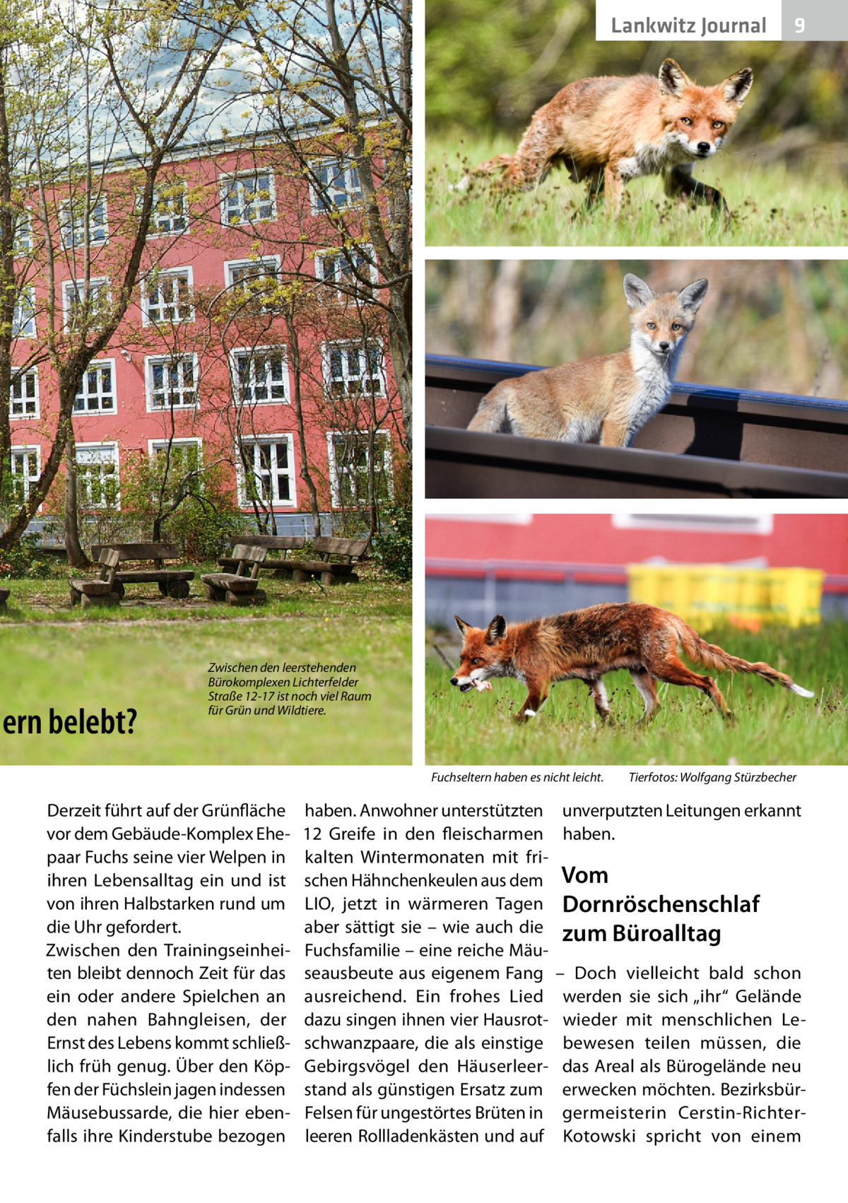 Lankwitz Journal  ern belebt?  9  Zwischen den leerstehenden Bürokomplexen Lichterfelder Straße 12-17 ist noch viel Raum für Grün und Wildtiere.  Fuchseltern haben es nicht leicht.�  Derzeit führt auf der Grünfläche vor dem Gebäude-Komplex Ehepaar Fuchs seine vier Welpen in ihren Lebensalltag ein und ist von ihren Halbstarken rund um die Uhr gefordert. Zwischen den Trainingseinheiten bleibt dennoch Zeit für das ein oder andere Spielchen an den nahen Bahngleisen, der Ernst des Lebens kommt schließlich früh genug. Über den Köpfen der Füchslein jagen indessen Mäusebussarde, die hier ebenfalls ihre Kinderstube bezogen  haben. Anwohner unterstützten 12  Greife in den fleischarmen kalten Wintermonaten mit frischen Hähnchenkeulen aus dem LIO, jetzt in wärmeren Tagen aber sättigt sie – wie auch die Fuchsfamilie – eine reiche Mäuseausbeute aus eigenem Fang ausreichend. Ein frohes Lied dazu singen ihnen vier Hausrotschwanzpaare, die als einstige Gebirgsvögel den Häuserleerstand als günstigen Ersatz zum Felsen für ungestörtes Brüten in leeren Rollladenkästen und auf  Tierfotos: Wolfgang Stürzbecher  unverputzten Leitungen erkannt haben.  Vom Dornröschenschlaf zum Büroalltag – Doch vielleicht bald schon werden sie sich „ihr“ Gelände wieder mit menschlichen Lebewesen teilen müssen, die das Areal als Bürogelände neu erwecken möchten. Bezirksbürgermeisterin Cerstin-RichterKotowski spricht von einem